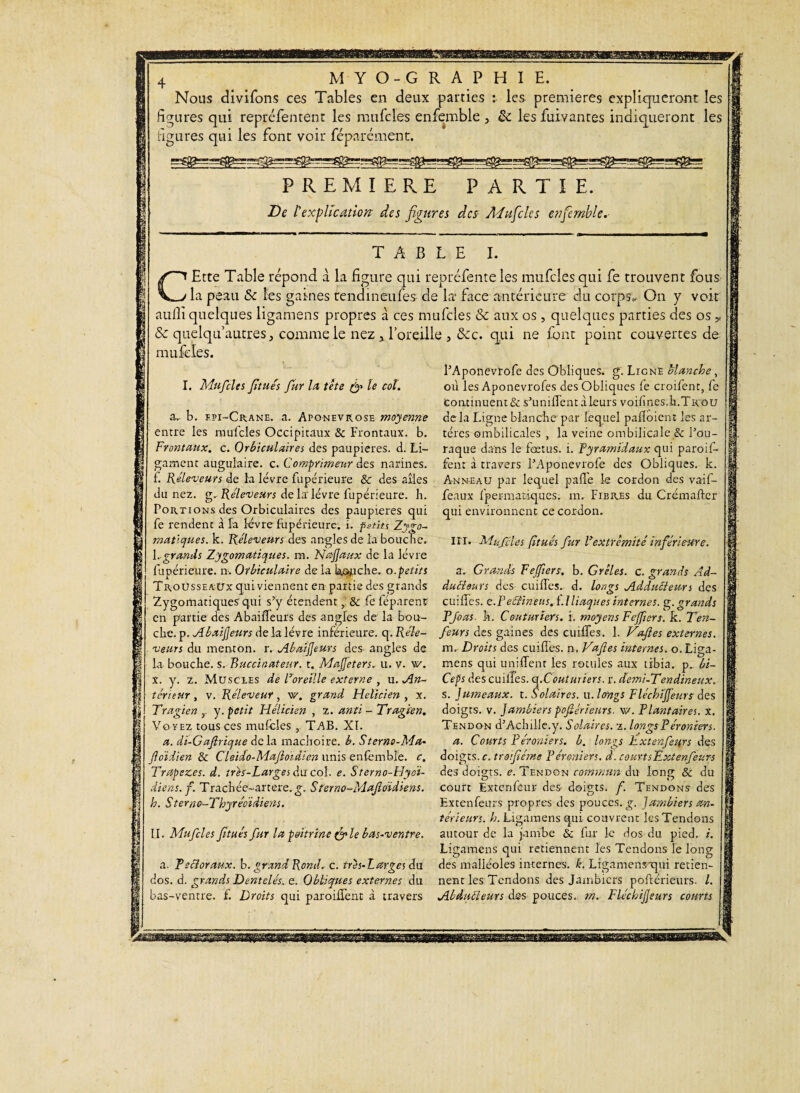 Nous divifons ces Tables en deux parties : les premières expliqueront les figures qui représentent les mufcles enfemble 5 8c les fuivantes indiqueront les figures qui les font voir féparcment. PREMIERE PARTIE. De ï explication des figures des Aîufcks enfemble. TABLE I. CEtte Table répond à la figure qui repréfente les mufcles qui fe trouvent fous la peau Sc les gaines tendineufes de la face antérieure du corps. On y voit aulli quelques ligamens propres à ces mufcles & aux os , quelques parties des os ,, 8c quelqu’autres, comme le nez * l’oreille , 8cc. qui ne font point couvertes de mufcles. PAponevrofe des Obliques, g. Ligne blanche, où les Aponevrofes des Obliques fe croifent, fe continuent & s’unifient à leurs voifines.li.TRou delà Ligne blanche par lequel pafloiem les ar¬ tères ombilicales , la veine ombilicale & l’ou- raque dans le fœtus, i. Pyramidaux qui paroif- I. Mufcles fitués fur la tête Ie c°i- a. b. f.pi-Crane. a. Aponévrose moyenne entre les mufcles Occipitaux & Frontaux, b. Frontaux, c. Orbiculaires des paupières, d. Li¬ gament augulaire. c. Comprimeur des narines, fient à travers TAponevrofe des Obliques, k f. Receveurs de la lèvre fupèrieure & des aîles Anneau par lequel paflè le cordon des vaif- du nez. g. Réleveurs de la' lèvre fupèrieure. h. féaux fpermadques. rn. Fibres du Crémaftcr Portions des Orbiculaires des paupières qui qui environnent ce cordon, fe rendent à la lèvre fupèrieure. i. petits Zygo¬ matiques. k. Receveurs des angles de la bouche 1 . grands Zygomatiques, rn. Najjaux de la lèvre fupèrieure. n. Orbiculaire delà b^icbe. o.petits TroUsseaüx qui viennent en partie des grands Zygomatiques qui s’y étendent& fe féparenr en partie des Abaiffeurs des angles de la bon III. Mufcles fitués fur Vextrémité inférieure. a. Grands Fejfiers, b. Grêles, c. grands Ad¬ ducteurs des cm fie s. d. longs Adducteur s des cuifies. e.Pectineus. (.Iliaques internes, g. grands Pfoas. h. Couturiers, i, moyens Fejfiers. k. Ten¬ dit:. p. Abxifeurs de la lèvre inferieure, q. Réle- feurs des gaines des cuifies. \. Vaftes externes, veurs du menton, r. Ab aï feurs des angles de m. Droits des cuifies. n. Vaftes internes, o. Liga- la bouche, s. Ruccïnateur. t. Mafeters. u. v. w. mens qui unifient les rotules aux tibia, p. bi- X. y. Z. Muscles de Foreille externe , u. An- Ceps des cuifies. (^.Couturiers, r. demi-Tendineux. teneur , v. Réleveur , w. grand Helicien , x. s. Jumeaux, t. Solaires, u. longs Fléchïfeurs des Tragien y. petit Hélicien , z. ami - Tragïen. doigts, v. Jdmbiers poftérieurs. w. Plantaires, x. Voyez tous ces mufcles , TAB. XI. Tendon d’Achille, y. Solaires, z. longs Péroniers. a. di-Gafirique de la mâchoire, b. Sterno-Ma- a. Courts Péroniers, b. longs hxtenfeurs des ftoïdien & Cleido-Majïoidien unis enièmblè. c, doigts, r. trofiéme Péroniers, d. courts Ëxtenfeurs Trapez.es. d. très-Larges du col. e. Sterno-Hyoï- de3 doigts, e. Tendon commun àrx long & du die ns. f. Trachée-artere.g. Sterno-Maftoïdiens. court Extenfeur des- doigts, f. Tendons des h. Sterno-Tbyréoiàiens. Ëxtenfeurs propres des pouces. £. jambiers an¬ térieurs. h. Ligamens qui couvrent les Tendons U. Mufcles fitués fur la poitrine&le bas-ventre. autour de la jambe & fur le dos du pied. i. Ligamens qui retiennent les Tendons le long a. Pectoraux, b. grand Rond. c. très-Larges du des malléoles internes, k. Ligamensqui retien- dos. d. grands Dentelés, e. Obliques externes du nent les Tendons des Jambiers poftérieurs. I. bas-ventre. £ Droits qui paroifient à travers Abducteurs des pouces, rn. Fléchijjsurs courts