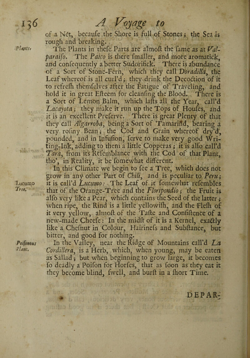 n6 flWtSi Lucumo Tree. Poifonous riant, A Voyage to of.a Net, becaufe the Shore is full of Stones.,* the Seals rough and breaking. The Plants in thefe Parts are almoft tire fame as at Val¬ paraiso. The Paico is there fmaller, and more aromatick, and confequently a better Sudorifick. There is abundance of a Sort of Stone-Fern, which they call Doradilla, the Leaf whereof is all curl’d; they-drink the Decocftion of it to rcfrelh themfelves after the Fatigue of Traveling, and hold it in great Efteem for cleanfing the Blood. There is a Sort of Lemon Balm, which lafts all the Year, call’d Lacayota; they make it run up the Tops of Houfes, and it is an excellent Preferve. There is great Plenty of that they call Algcirroba, being a Sort of Tamariftd, bearing a very rofiny Bean; the Cod and Grain whereof dry’d, pounded, and in Infufion, ferve to make very good Wri¬ ting-Ink, adding to them a little Copperas; it is alfo call’d Tartly from its Refemblance with the Cod of that Plant, tho’, in Reality, it be fomewhat different. In this Climate we begin to fee a Tree, which does not grow in any other Part of Chili, and is peculiar to Peru ; it is call’d Lucumo: The Leaf of it fomewhat refembles that of the Orange-Tree and the Floripondio; the Fruit is alfo very like a Pear, which contains the Seed of the latter ,* when ripe, the Rind is a little yellowifli, and the Flefh of it very yellow, almoft of the Tafte and Confidence of a new-made Cheefe: In the mid'ft of it is a Kernel, exa&ly like a Chefnut in Colour, Hairinefs and Subftance, but bitter, and good for nothing. In the Valley, near the Ridge of Mountains call’d La Cordillera, is a Herb, which, when young, may be eaten as Sallad j but when beginning to grow large, it becomes fo deadly a Poifon for Horfes, that as foon as they eat it they become blind, fwell, and burft in a fiiort Time. DEPAR-