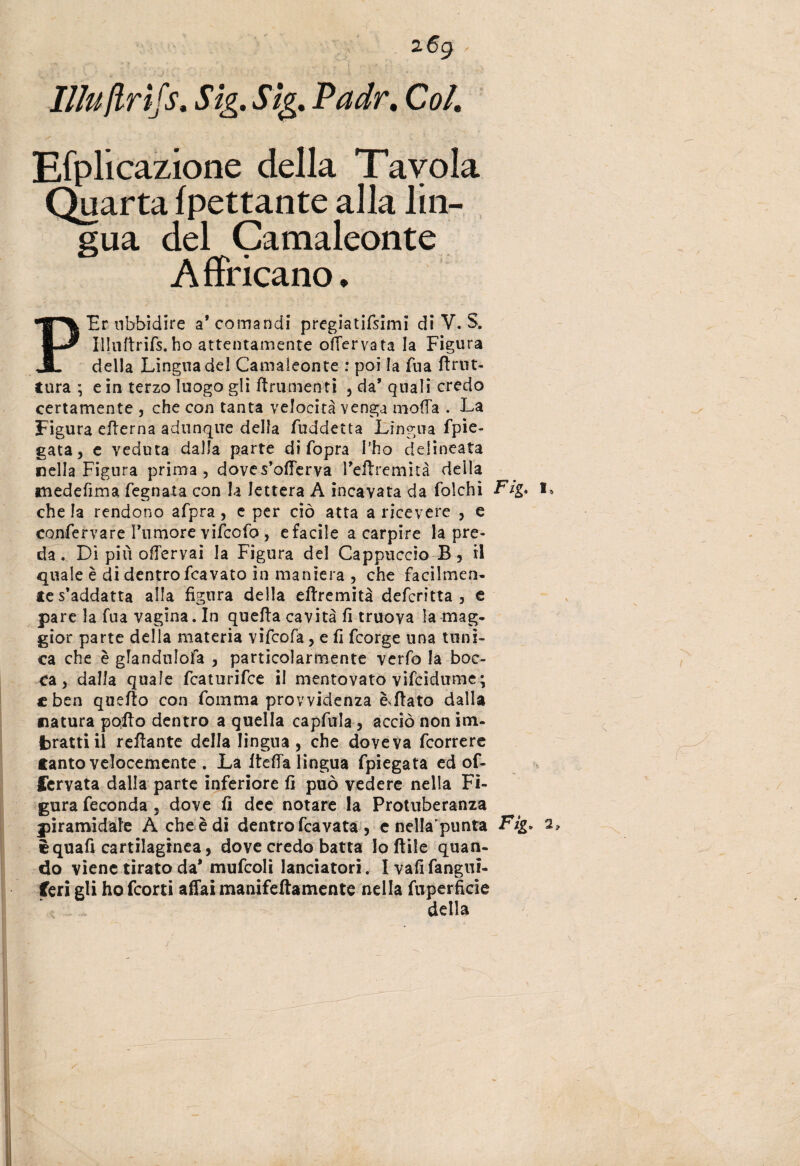 2 6g I/Iu/lrifs. Sig, Sig. Padr. Col. Efplicazione della Tavola Quarta fpettante alla lin¬ gua del Camaleonte A Africano. PEr ubbidire a* comandi pregiatifsimi di V. S. Illuftrids. ho attentamente ofTervata la Figura della Lingua del Camaleonte : poi la Tua ftrnt- tura ; e in terzo luogo gli finimenti , da’ quali credo certamente , che con tanta velocità venga moda . La Figura edema adunque della fuddetta Lingua fpie- gata, e veduta dalla parte di (opra i’ho delineata nella Figura prima, doves’offerva Tedremità della medefima degnata con la lettera A incavata da dolchi Fig. I» che la rendono adpra, e per ciò atta a ricevere , e conferva re Tumore vidcodo , efacile a carpire la pre¬ da . Di più odervaì la Figura del Cappuccio B, il quale è di dentro dcavato in maniera , che facilmen¬ te s’addatta alla figura della edremità dedcritta , e pare la Tua vagina. In queda cavità fi truova la mag¬ gior parte della materia vifcofa, e fi dcorge una tuni¬ ca che è glanduloda , particolarmente verfo la boc¬ ca , dalla quale dcaturidce il mentovato vifcidume ; € ben quedo con domma provvidenza è dato dalla natura podio dentro a quella capdula , acciò non im- jbrattiil redante della lingua, che doveva dcorrere Canto velocemente . La lteffa lingua dpiegata ed of- fervata dalla parte inferiore fi può vedere nella Fi¬ gura feconda , dove fi dee notare la Protuberanza piramidale A che è di dentro dcavata , e nella’punta Fìg* 2, èquafi cartilaginea, dove credo batta Io ftile quan¬ do viene tirato da* mufcoli lanciatori. Ivafidangui- feri gli ho fcorti affai manifeftamente nella dnperficie della )