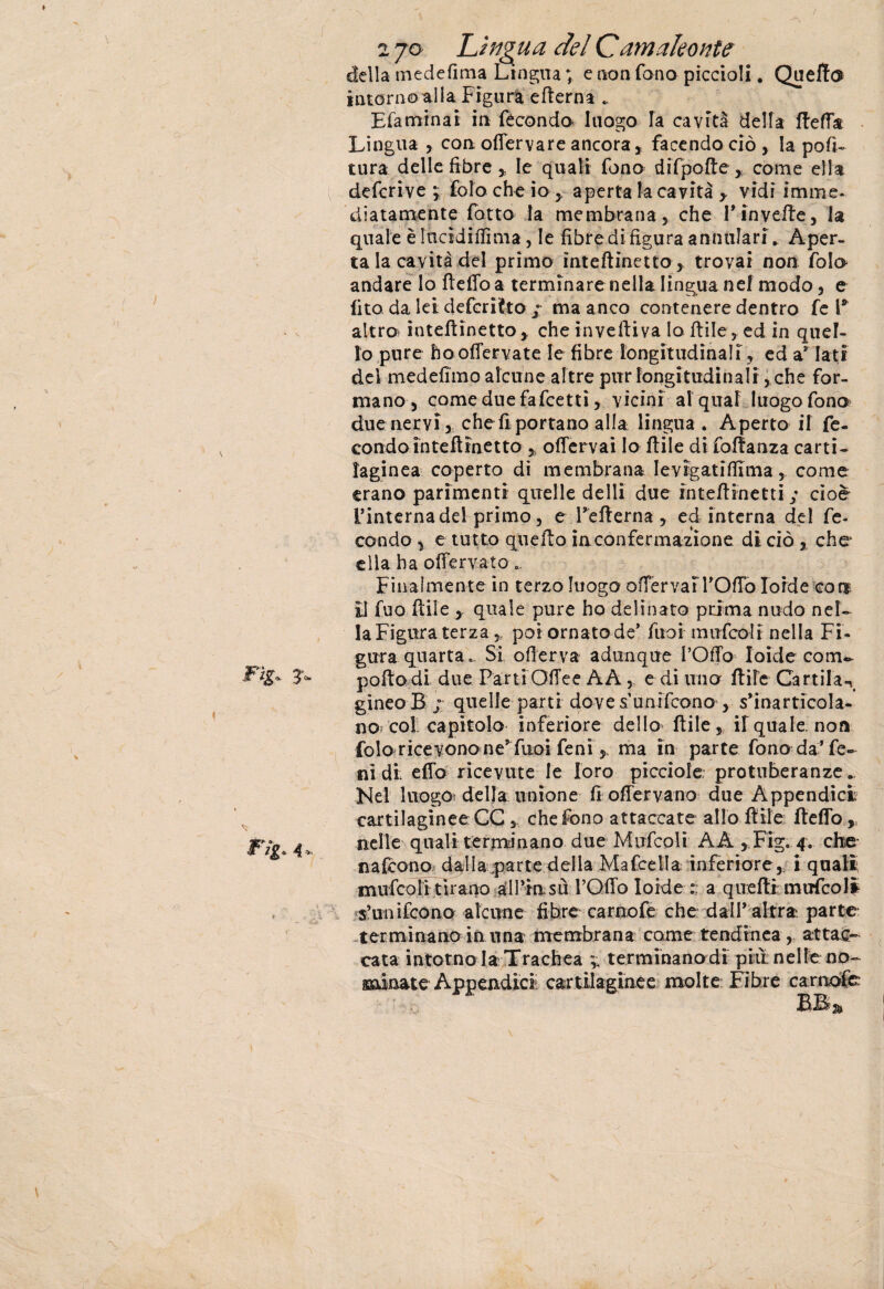 2 jo Lingua del Camaleonte della medefima Lingua; e non fono piccioli * Quello tntomoalla Figura efterna * Efaminai in fecondo luogo la cavità della fletta Lingua , con offervare ancora, facendo ciò , la poli¬ tura delle fibre , le quali fono difpofte, come ella defcrive ; foloche io , aperta la cavità > vidi imme¬ diatamente fotto fa membrana, che Tinveile, la quale è Inddiftima, le fibre di figura annidar! » Aper¬ ta la cavità del primo inteftinetto, trovai non fola andare Io fletto a terminare nella lingua nef modo, e (ito da lei defcrilto / ma anco contenere dentro fe l* altro? inteftinetto, che invettiva lottile,ed in quel¬ lo pure ho oflervate le fibre longitudinali , ed a* Iati del medefimo alcune altre pur longitudinali, che for¬ mano , come due fafcetti, vicini al qual luogo fono due nervi, chef! portano alla lingua . Aperto il fe¬ condo in tettinetto , offervai Io ftile di fofìanza carti¬ laginea coperto di membrana Ievigatiftima, come erano parimenti quelle dellì due inteftinetti ; cioè l’interna del primo, e Tetterna , ed interna del fe¬ condo y e tutto quello inconfermazione di ciò , che ella ha ottervato a. Finalmente in terzo luogo offervaiTOtto Ioide con II fuo ftile , quale pure ho delinato prima nudo nel¬ la Figura terza, poi ornato de’ fuoi mufcoli nella Fi¬ gura quarta-, Si oflerva adunque l’Otto Ioide cotru pollo di due PartiOflee AA , e di uno fitte Cattila-» gineoB; quelle parti dove s'unìfcono , s’inartfcola- no= col capitolo inferiore dello- ftile, il quale, non folo ricevono ne’fuoi fenl, ma in parte fono da’fe¬ lli di; etto ricevute le loro picciole protuberanze. Nel luogo della unione fi oflerva no due Appendici cartilaginee CC s che fono attaccate allo ftile fletto ,, nelle quali terminano due Mufcoli A A , Fig. 4. che nafcono dalia ,parte della Mafcelia inferiore, i quali mufcoli tirano all’msù l’Qffo Ioide a qnetti mufcoli s’unifcono alcune fibre carnofe che dall’ altra parte terminano in una membrana come tendinea , attac¬ cata intorno la Trachea * terminanodi piu. nelle no¬ minate Appendici cartilaginee molte Fibre carnofe