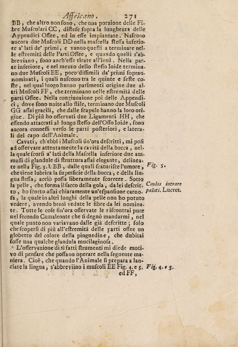 slff ricatto. 2. 7 ? BB , che altro non fono , che una porzione delle Fi¬ bre Mufculari CC , diftefe fopra la lunghezza delle Appendici Offe©* ed in effe impiantate. Nafcono ancora dueMufcoli DD nella mafcella ffeffa inferio¬ re a* lati de' primi, e vannoquefli a terminare nel¬ le effremità delle Parti Offee , e quando quelli s’ab¬ breviano , fono anch’effe tirate alTinsù . Nella par¬ te inferiore* e nel mezzo dello ffeffo Ioide termina, no due Mufcoli EE, poco diffimili da* primi fopran- nominati* i quali nafcono tra le quinte e felle co- Ile, nel qual luogo hanno parimenti origine due al¬ tri Mufcoli FF* che terminano nelle effremità delle .partiOffee. Nella congiunzione poi delle Appendi¬ ci , dove fono unite allo ftile, terminano due Mufcoli GG affai gracili* che dalle fcapule hanno la loro ori¬ gine . Di pili ho offervati due Ligamenti HH, che effendo attaccati al luogo ffeffo deil’Offo Ioide , fono ancora conneffi verfo le parti pofteriori * e latera¬ li del capo dell’Animale.. Cavati, ch’ebbi i Mufcoli un’ora defcritti, mi poli ad offer vare attentamente la cavità della bocca , nel¬ la quale fcorfì a* iati della Mafcella inferiore due ani¬ ma fu di glandule di (brutturaaffai elegante, delinea¬ te nella Fig. 5.1. BB * dalle quali fcaturifce l’umore , 5• che tiene lubrica la fu perfide della bocca * e dèlia lin¬ gua ffeffay acciò poffa liberamente fcorrere. Sotto la pelle, che forma il Tacco della gola * daleidefcrit- Faulas Entrare to j ho (corto affai chiaramente un’efpanfione carno- Lucret® fa , la quale in altri luoghi della pelle non ho potuto vedere, avendo bensì vedute le fibre da lei nomina¬ te. Tintele cofe fi n’ora offer vate le rifcontrai pure nel fecondo Camaleonte che fi degnò mandarmi 3 nel quale punto non variavano dalle già defcritte ; folo chefcoperfidi più all’eftremità delle parti offee un globetto del colore della pinguedine * che dubitai foffe una qualche gianduia mucilaginofa. ‘ L'offervazione di sì fatti (frumenti mi diede moti¬ vo di penfare che poffa no operare nella Tegnente ma¬ niera . Cioè, che quando l’Animale fi prepara a lan¬ ciare la lingua * s’abbreviino i mufcoli EE Fig. 4. e 5» Fig. 4, # £. / ! J, cdFF*