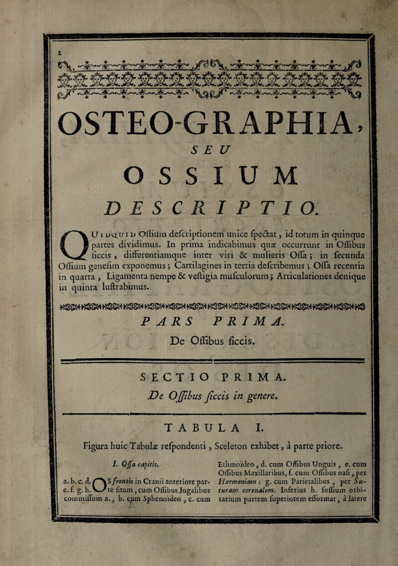 S E U OSSIUM DESCRIPTIO. Q U i l><iu i d OHiuin defcriprionem unice fpe&at, ici totum in quinque partes dividimus. In prima indicabimus quæ occurrunt in Offibus liccis , differentiamque inter viri <k mulieris Offa ; in fecunda Oiliiim genefim exponemus *, Cartilagines in tertia defcribemus *, Offa recentia in quarta , Ligamenta nempe &c veftigia mufculorum ; Articulationes denique in quinta luftrabimus. PARS PRIMAi De Offibus ficcis. $ 4*. «c— C . - v- ; ^ J SECTIO PRIMA. De OJJlbus Jlccis in genere. TABULA L Figura huic Tabnlæ refpondenti, Sceleton exhibet, à parte priore. J. Offa capitis. Ethmoïdeo , d. cum Offibus Unguis e. cum Offibus Maxillaribus, f. cum Offibus nafi , per a. b. c. d. frontis in Cranii anteriore par- Harmoniam i g. cum Parietalibus , per Su- e.f. g.h.V—/te ficum , cum Offibus Jugalibus turam coronidem. Inferius li. foffium orbi- commifTum a., b. cum Sphenoïdeo , c. cum tarium partem fuperiorem efformat, à latere