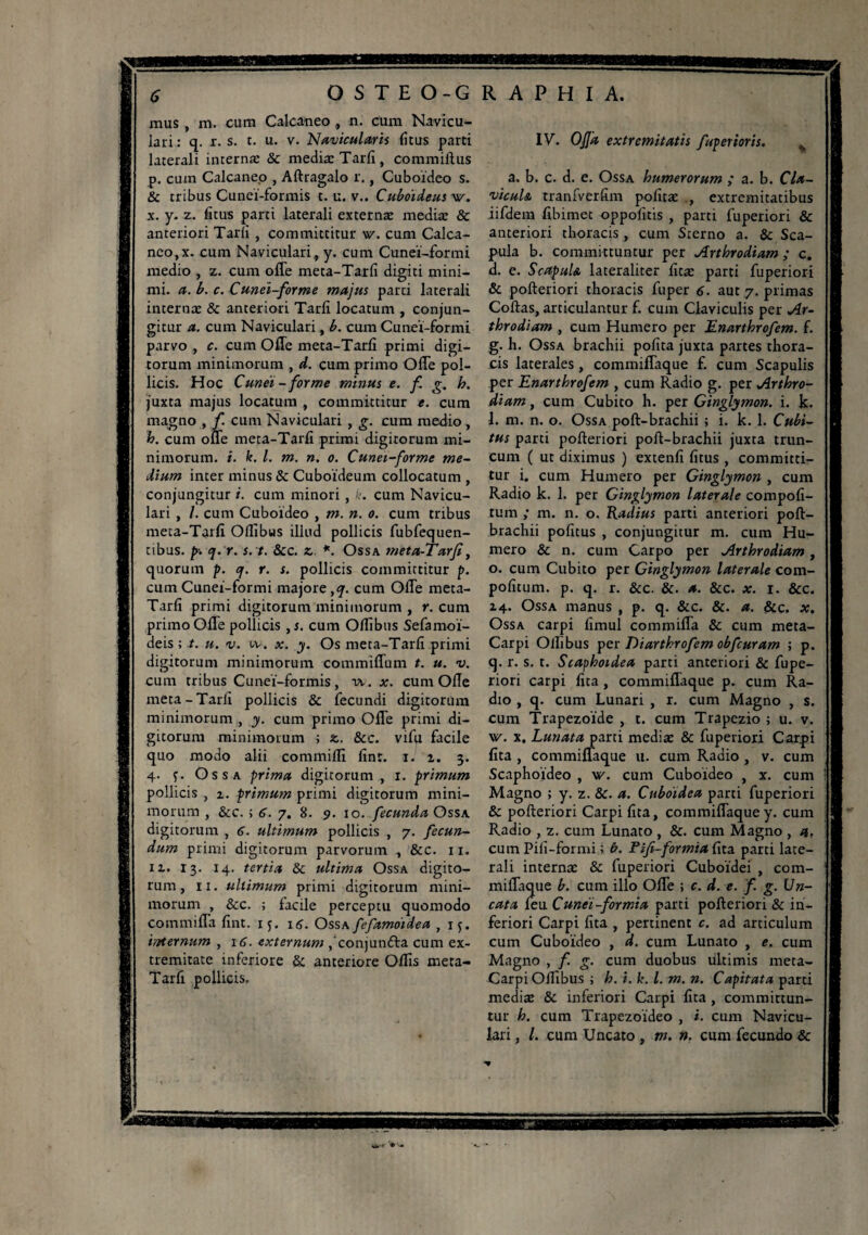 mus , m. cum Calcaneo , n. cum Navicu¬ lari : q. r. s. t. u. v. Navicularis fitus parti laterali internæ & mediæ Tarfi, commiftus p. cum Calcaneo , Aftragalo r., Cuboideo s. & tribus Cuneï-formis t. u. v.. Cuboideus w. x. y. z. fitus parti laterali externæ mediæ & anteriori Tarfi , committitur w. cum Calca¬ neo, x. cum Naviculari, y. cum Cuneï-formi medio , z. cum ofle meta-Tarfi digiti mini¬ mi. a. b. c. Cunei-forme majus parti laterali internæ & anteriori Tarfi locatum , conjun¬ gitur a. cum Naviculari, b. cum Cuneï-formi parvo , c. cum Ofie meta-Tarfi primi digi¬ torum minimorum , d. cum primo OfTe pol¬ licis. Hoc Cunei-forme minus e. f g. b. juxta majus locatum , committitur e. cum magno , fi cum Naviculari , g. cum medio, h. cum ofle meta-Tarfi primi digitorum mi¬ nimorum. i. k. I. m. n. o. Cunei-forme me¬ dium inter minus & Cuboideum collocatum , conjungitur i. cum minori, k. cum Navicu¬ lari , I. cum Cuboideo , m. n. o. cum tribus meta-Tarfi Olfibus illud pollicis fubfequen- tibus. p. tj. r. s. t. &c. z. *. Ossa meta-Tarfi, quorum p. <j. r. s. pollicis committitur p. cum Cunei-formi majore,^. cum OlTe meta- Tarfi primi digitorum minimorum , r. cum primo Ofle pollicis , s. cum Olfibus Sefamoi- deis ; t. u. v. uv. x. y. Os meta-Tarfi primi digitorum minimorum commiflum t. u. v. cum tribus Cuneï-formis, xv. x. cum Ofie meta-Tarfi pollicis & fecundi digitorum minimorum , y. cum primo Ofie primi di¬ gitorum minimorum ; z. &c. vifu facile quo modo alii commifli fint. i. i. 3. 4. f. Ossa prima digitorum , 1. primum pollicis , z. primum primi digitorum mini¬ morum , &c. ; 6. 7. 8. 9. 10. fecunda Ossa digitorum , 6. ultimum pollicis , 7. fecun¬ dum primi digitorum parvorum , &c. 11. iz. 13. 14. tertia & ultima Ossa digito¬ rum , 11. ultimum primi digitorum mini¬ morum , &c. ; facile perceptu quomodo commifla fint. if. 16. Ossa fefamoidea , ij. hnternum , 16. externum ,'conjunfta cum ex¬ tremitate inferiore & anteriore Offis meta- Tarfi pollicis. IV. Offa extremitatis fup er toris. . a. b. c. d. e. Ossa humerorum ; a. b. Cla¬ vicule, tranfverfim pofitæ , extremitatibus iifdem fibimet oppofitis , parti fuperiori & anteriori thoracis, cum Sterno a. & Sca¬ pula b. committuntur per Arthrodiam ; c. d. e. Scapula lateraliter fitæ parti fuperiori & pofteriori thoracis fuper 6. aut 7. primas Coftas, articulantur f. cum Claviculis per Ar¬ throdiam , cum Humero per Enarthrofem. f. g. h. Ossa brachii pofita juxta partes thora¬ cis laterales, commiflaque f. cum Scapulis per Enarthrofem , cum Radio g. per Arthro¬ diam , cum Cubito h. per Ginglymon. i. k. 1. m. n. o. Ossa poft-brachii ; i. k. 1. Cubi¬ tus parti pofteriori poft-brachii juxta trun¬ cum ( ut diximus ) extenfi fitus , committi¬ tur i. cum Humero per Ginglymon , cum Radio k. 1. per Ginglymon laterale compofi- tum ; m. n. o. Radius parti anteriori poft- brachii pofitus , conjungitur m. cum Hu¬ mero & n. cum Carpo per Arthrodiam, o. cum Cubito per Ginglymon laterale com- pofitum. p. q. r. &c. &. a. &c. x. 1. &c. 14. Ossa manus , p. q. &c. &. a. &c, x. Ossa carpi fimul commifla & cum meta- Carpi Olfibus per Diarthrofem obfcuram ; p. q. r. s. t. Scaphoidea parti anteriori & fupe¬ riori carpi fita , commiflaque p. cum Ra¬ dio , q. cum Lunari , r. cum Magno , s. cum Trapezoide , t. cum Trapezio ; u. v. w. x. Lunata parti mediæ & fuperiori Carpi fita , commiflaque u. cum Radio, v. cum Scaphoideo , w. cum Cuboideo , x. cum Magno ; y. z. &. a. Cuboidea parti fuperiori & pofteriori Carpi fita, commiflaque y. cum Radio , z. cum Lunato , &. cum Magno , a, cum Pifi-formi ; b. Pifi-for mia fita parti late¬ rali internæ & fuperiori Cuboidei , com¬ miflaque b. cum illo Ofle ; c. d. e. f. g. Un¬ cata feu Cunei-formia parti pofteriori & in¬ feriori Carpi fita , pertinent c. ad articulum cum Cuboideo , d. cum Lunato , e. cum Magno , f g. cum duobus ultimis meta- Carpi Olfibus ; h. i. k. I. m. n. Capitata parti mediæ & inferiori Carpi fita , committun¬ tur h. cum Trapezoideo , i. cum Navicu¬ lari , /. cum Uncato, m. ». cum fecundo &