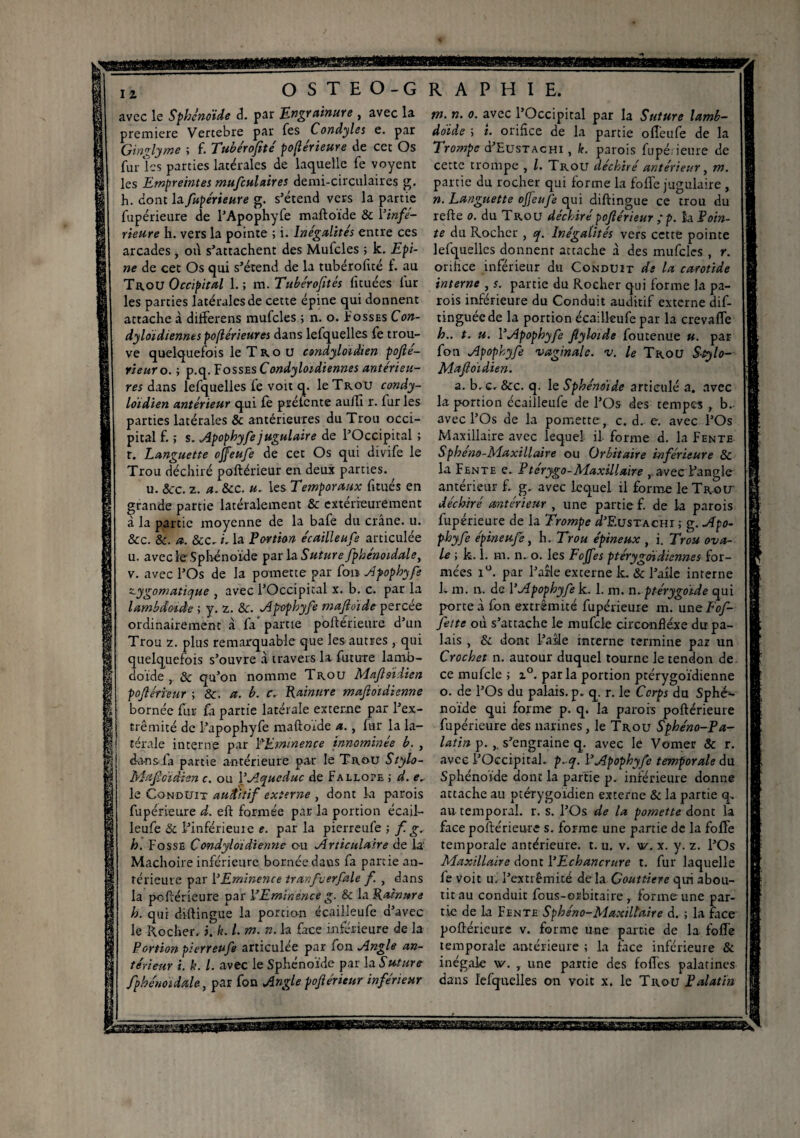 avec le Sphénoïde d. par iEngrainure , avec la première Vertebre par fes Condyles e. par Ginzlyme ; f. Tubérofité poftérieure tle cec Os furïcs parties latérales de laquelle fe voyent les Empreintes mufculaires demi-circulaires g. h. dont la fupérieure g. s’étend vers la partie fupérieure de l’Apophyfe maftoide & l’infé¬ rieure h. vers la pointe ; i. Inégalités entre ces arcades, où s’attachent des Mufcles ; k. Epi¬ ne de cet Os qui s’étend de la tubérofité f. au Trou Occipital 1. ; m. Tnbérofités fituées lur les parties latérales de cette épine qui donnent attache à differens mufcles ; n. o. Fosses Con- dyloidiennts poftérieures dans lefquelles fe trou¬ ve quelquefois le T R o u condyloïdien pofle- rieuro. ; p.q. Fosses Condyloidiennes antérieu¬ res dans lefquelles fe voit q. le Trou condy¬ loïdien antérieur qui fe préfente auiTi r. fur les parties latérales Sc antérieures du Trou occi¬ pital f. ; s. Apophyfe jugulaire de l’Occipital ; r. Languette offeufe de cet Os qui divife le Trou déchiré poftérieur en deux parties. u. Scc. z. a. Scc. u. les Temporaux fitués en grande partie latéralement & extérieurement à la partie moyenne de la bafe du crâne, u. Scc. Sc. a. Scc, i. la Portion écailleufe articulée u. avec le Sphénoïde par la Suture fphe'noidale, v. avec l’Os de la pomette par font Apophyfe zygomatique , avec l’Occipital x. b. c. par la lambdotde ; y. z. Se. Apophyfe mafloïde percée ordinairement à fa partie poftérieure d’un Trou z. plus remarquable que les autres , qui quelquefois s’ouvre à travers la future lamb- doïde , & qu’on nomme Trou Ma fl oïdien poflérïeur ; &. a. b. c. Rainure mafloïdienne bornée fur £1 partie latérale externe par l’ex- trêmité de l’apophyfe maftoide a., fur la la¬ térale interne par l'Eminence innommée b. , da-ns la partie antérieure par le Trou Stylo- Mafloïdien c. ou Y Aqueduc de Failo?e ; d. e, le Conduit auditif externe , dont la parois fupérieure d. eft formée par la portion écajl- leufe & l’inférieuic e. parla pierreufe ; f. g. h. Fosse Condyloiàïenne ou Articulaire de la' Mâchoire inférieure bornée daus fa partie an¬ térieure par Y Eminence tranfverfale f. , dans la poftérieure par Y Eminence g. & la Rainure h. qui diftingue la portion écailleufe d’avec le Rocher, i. k. I. m. n. la face inférieure de la Portion pierreufe articulée par fon Angle an¬ térieur i. k. I. avec le Sphénoïde par la Suture fphenoïdale, par fon Angle poflérïeur inférieur m. n. o. avec l’Occipital par la Suture lamb- doïde ; t. orifice de la partie ofîeufe de la Trompe d’EusTACHi, k. parois fupé ieure de cette trompe , 1. Trou déchiré antérieur, m. partie du rocher qui forme la fofl'e jugulaire , n. Languette ojjeufe qui diftingue ce trou du refte o. du Trou déchiré poflérïeur ;p. la Poin¬ te du Rocher , q. Inégalités vers cette pointe lefquelles donnent attache à des mufcles , r. orifice inférieur du Conduit de la carotide interne ? s. partie du Rocher qui forme la pa¬ rois inferieure du Conduit auditif externe dif- tinguéede la portion écailleufe par la crevafle h., t. u. YApophyfe Jlyloide foutenue «. par fon Apophyfe vaginale, v. le Trou Stylo- Mafloïdien. a. b. c. Scc. q. le Sphénoïde articulé a. avec la portion écailleufe de l’Os des tempes , b. avec l’Os de la pomette , c. d. e. avec l’Os Maxillaire avec lequel il forme d. la Fente Sphéno-Maxillaire ou Orbitaire inférieure Sc la Fente e.. Ptérygo-Maxillaire , avec l’angle antérieur f. g. avec lequel il forme le Trou' déchiré antérieur , une partie f. de 1a parois fupérieure de la Trompe d’F.usTACHi ; g. Apo¬ phyfe épineufe, h. Trou épineux , i. Trou ova¬ le i k. 1. m. n. o. les Foffes ptérygoïdïennes for¬ mées i°. par l’afte externe le. & l’aile interne h m. n. de YApophyfe k. 1. m. n. ptérygoïde qui porte à fon extrémité fupérieure m. uneFof- fette où s’attache le mufcle circonflexe du pa¬ lais , Sc dont l’asle interne termine par un Crochet n. autour duquel tourne Je tendon de ce mufcle ; z°. parla portion ptérygoïdienne o. de l’Os du palais, p. q. r. le Corps du Sphé*- noïde qui forme p. q. la parois poftérieure fupérieure des narines, le Trou Sphéno-Pa- latin p.s’engraine q. avec le Vomer & r. avec l’Occipital. p,q. YApophyfe temporale du Sphénoïde dont la partie p. inférieure donne attache au ptérygoidien externe Sc la partie q. au temporal, r. s. l’Os de la pomette dont la face poftérieure s. forme une partie de la fofTe temporale antérieure, t. u. v. w. x. y. z. l’Os Maxillaire dont YEchancrure t. fur laquelle fe voit uï l’extrémité de la Gouttière qui abou¬ tit au conduit fous-orbitaire, forme une par¬ tie de la Fente Sphéno-Maxillaire d. ; la face poftérieure v. forme une partie de la fofTe temporale antérieure ; la face inférieure & inégale v. , une partie des foffes palatines dans lefquelles on voit x. le Trou Palatin