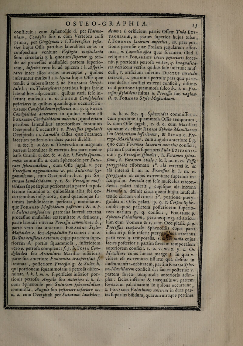 O S T E O - G R A P H I A. conftituit ; cum Sphénoïde d. per Harmo¬ niam , Condylis fuis e. cum Vertebra colli prima , per G'mglymon ; f. Tuberofitas pofte- rior hujus Olfis partibus lateralibus cujus in confpedtum veniunt Vejligia mufcularia femi-circularia g. h. quorum /aperior g. ten¬ dit ad proceflus maftoxdei partem fuperio- rem , inferior vero h. ad apicem ; i. Afperi- tates inter illos arcus interceptas , quibus inferuntur mufculi ; k. Spina hujus Offis quae tendit à tuberolîtate f. ad Foramen Occipi¬ tale 1. ; m. Tuberofitates partibus hujus fpinte lateralibus adjacentes ; quibus varii fefe in¬ ferunt mufculi ; n. o. Fossæ CondyloideA pofteriores in quibus quandoque occurrit Fo¬ ramen Condyloideumpoflerius o. ; p. q. Fossæ CondyloideA anteriores in quibus videre eft Foramen Condyloideum anterius, quod etiam partibus lateralibus anterioribus foraminis Occipitalis f. occurrit ; s. Procejfus jugularis Occipitalis ; t. Lamella Oilea quas Foramen lacerum pofterius in duas partes dividit. u. &c. z. a. &c. u. Temporalia in magnam partem lateraliter & exterius fita parti media: bafis Cranii, u. &c. &. a. &c. i. Portio fquarn- mofa commilTa u. cum Sphénoïde per Sutu¬ ram fphenoidalem , cum OlTe jugali v. per Proce/fum zygomaticum w. per Suturam zy¬ gomaticam , cum Occipitali x. b. c. per Su¬ turam lambdoideam, y. z. &. Proceflus maf- toideus faspe fæpius perforatus in parte fuapof- teriore foramine z. quibufdam aliis ibi oc¬ currentibus infigniorc , quod quandoque fu¬ turam lambdoideam perforat , nominatur- que Foramen Maftdideum pojlerius ; &. a. b. c. Sulcus majloideus parte fua laterali externa proceflus maftoïdei extremitate a. delinens , parte lateraii interna Procejfu innominato b., parte vero fua anteriori Foramine Stylo- Mafioideo c. feu AquAduclu Fallopii t d. e. Duflus acujlicus externus cujus parietem fupe- riorem d. portio fquammofa , inferiorem vero e. petrofa complent ; f.g. b. Fossa Con- dyloidea feu Articularis Maxilla: inferioris parte fua anteriore Eminentia tranfverfali f limitata , pofteriore Proceflit g. & Sulco h. qui portionem fquammofam à petrofa difler- minat. i. k. I. m. n. fuperficies inferior por¬ tionis petrofa: Angulo luo anteriore i„ k. I. cum Sphénoïde per Suturam fphenoidalem commilTa, Angulo fuo pofleriore inferiore m. n. o. cum Occipitali per Suturam lambdoi¬ deam ; i. orificium partis Oileas TubA Eus- tachianæ, k. paries fuperior hujus tubæ, l. Foramen lacerum anterius , m. pars por¬ tionis petrofa: qua: Follun jugularem efFor- mat, ». Lamella oflea qua: foramen illud à reliquiis o. Foraminis laceri poflerioris fecer- nir. p. portionis petrofæ vertex, q. InAqualita- tes verticem verfus quibus fefe inferunt muf¬ culi , r. orificium inferius Ductus carotidis interriA , s. portionis petrofæ pars quæ parie¬ tem du&us acuftici externi conficit, dillinc- ta à portione fquammofa fulco h.. t. u. Pro¬ ceflus Jlyloideus fultus u. Proceflu luo vagina¬ li. v. Foramen Stylo Mafloideum. a. b. Ci &c. q. Sphénoïdes commilTus a. cum portione fquammofa Ollis temporum , b. cum Olle jugali, c. d. e. cum Maxillari quocum d. efficit Rimam Spheno-Maxiilarem feu Orbitariam inferiorem , & Rimam e. Pte- rygo-Maxillarem ; Cum angulo anteriore f. g. quo cum Foramen lacerum anterius conficit partem f. parietis fuperioris TubA Eustachia- næ ; g. Proceflus fpinofts, h. Foramen fpino- fum , i. Foramen ovale ; k. 1. m. n. o. FoJ]'a pterygoïdcA efformatæ i°. alâ externâ k. & alà interna 1. m. n. Proceflus k. 1. m. n. pterygoidei in cujus extremitate fuperiori in- fculpta m. Foveola cui fefe mufculus circon- flexus palati inferie , cujufque ala interna Hamula n. definit circa quem hujus, mufculi tendo circum volvitur ; z°. porcione ptery¬ goidea o. Olfis palati, p. q. r. Corpus Sphe- noidis quod parietem pofleriorem fuperio- rem narium p. q. conficit , Foramen p. Spheno-Palatinum , percinetque q. ad arcicu- lum cum Vomere & r. cum Occipitali, p. q. Proceflus temporalis Sphenoïdis cujus parci inferiori p. fefe inferie pterygo^eus externus partivero q. temporalis, r/s.vfs mah cujus facies pofterior s. partim foveam temporalem anteriorem conficit, t. u. v. w. x. y. z. Os Maxillare cujus lunata margo t. in qua v. videre eft extremitas fifluræ qùa definit in dudfum infra-orbitarem, partim Rimam Sphe¬ no-Maxiilarem conficit d. t facies pofterior v. partem foveæ temporalis anterioris adim¬ plet ; facies inferior & inæqualis v. partem fovearum palatinarum in quibus occurrunt , x. i oramen P alatinum anterius in duas par¬ tes fuperius bifidum, quarum utraque pertinet