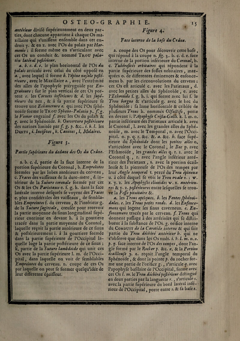 O S T E O-G antérieur divifé fupérieurement en deux par¬ ties, dont chacune appartient à chaque Os ma¬ xillaire qui s’unifient enfemble dans cet en¬ droit y. & en z. avec l’Os du palais par Har¬ monie ; il forme même en s’articulant avec cet Os un conduit 8c. nommé Trou pala~ tin latéral pojlérieur. a. b. c. d. e. le plan horizontal de l’Os du palais articulé avec celui du côté oppofé en a., avec lequel il forme b. l’épine nafale pojlé- rieure, avec le Maxillaire o., avec l’extrémité des ailes de l’apophyfc ptérygoïde par En- grainure ; fur le plan vertical de cet Os por¬ tent c. les Cornets inférieurs 8c d. les fupé- rieurs du nez , & à fa partie fupérieure fe trouve une Echancrure e. qui avec l’Os fphé- noide forme le Trou Spheno-Palatin p.. fl g. le Vomer engrainé f avec les Os du palais & g. avec le Sphénoïde, h. Ouverture pofléricure des narines limitée par/, g. p. 8cc.. i. k. I. les Dents , i. Incifives, k. Canines, /, Molaires. Figure 3. Partie fupérieure du dedans des Os du Crâne. a. b. c. d. partie de la face interne de la portion fupérieure du Coronal, b. Empreintes formées par les lobes antérieurs du cerveau , c. Traces des vaifieaux de la dure-mere , d. in¬ térieur de la Suture coronale formée par cet Os & les Os Pariétaux e. f. g. h. dans la face latérale interne defquels fe voyent des Traces e. plus confédérales des vaifieaux , de fembla- bles Empreintes f. du cerveau , & l’intérieur g. de la Suturefagittale, creufée pour recevoir la partie moyenne du finus longitudinal fupé- rieur continue en devant h. à la gouttière tracée dans la partie moyenne du Coronal, laquelle reçoit la partie antérieure de ce finus & poftérieurement i. à la gouttière formée dans la partie fupérieure de l’Occipital la¬ quelle loge la partie poftérieure de ce finus ; k. partie de la Suture lambdoïde qui unit ces Os avec la partie fupérieure 1. m. de l’Occi¬ pital , dans laquelle on voit de femblables Empreintes du cerveau, n. coupe de ces Os par laquelle on peut fe former quelqu’idée de leur differente épaiflêur. R A P H I E. 15 Figure 4.' Face interne de la bafe du Crâne, a. coupe des Os pour découvrir cette bafe , qui répond à la coupe n. fig. 3.. b. c. d. e. face interne de la portion inférieure du Coronal, b. c. Tubérofités orbitaires qui répondent à la partie fupérieure des fofies orbitaires , mar¬ quées o. de differentes éminences & enfoncc- mens b. par les circonvolutions du cerveau ; cet Os eft articulé c. avec les Pariétaux , d. avec les petites ailes du Sphénoïde , e. avec 1 ’Ethmoïde f. g. h. i. qui forme avec lui f. le Trou borgne 8c s’articule g. avec le bec du Sphénoïde ; fa lame horifontale 8c cribiée de plufieurs Trous h. nommés Olfaéiifs, porte en devant i. 1 ’Apophyfe Crijla-Calli. k. 1. m. n. partie inférieure des Pariétaux articulé k. avec le Coronal, 1. avec les grandes ailes du Sphé¬ noïde , m. avec le Temporal, n. avec l’Occi¬ pital. o. p. q. r. &c. &. a. &c. h. face fupé¬ rieure du Sphénoïde dont les petites ailes o. s’articulent avec le Coronal, le Bec p. avec l’Ethmoïde , les grandes ailes q. r. s. avec le Coronal q. , r. avec l’angle inférieur anté¬ rieur des Pariétaux , s. avec la portion écail- leufe & la pierreufe de l’Os des tempes par leur Angle temporal t. percé du Trou épineux u. à côté duquel fe voit le Trou ovale v. ; w. x. y. z. les Apophyfes clinoïdes w. x. antérieu¬ res 8c y. z. pojlérieures entre lefqueiles fe trou¬ ve la Fojfe pituitaire 8c. a. les Trous optiques, b. les Fentes fphéndi- dales. c. les Trous petits ronds, d. les Enfonce- mens qui logent les finus caverneux, e. En- foncemens tracés par le cerveau, f Trous qui donnent paflage à des artérioles qui fe diftri- buent à la fubftance de l’Os. g. orifice interne du Conduit de la Carotide interne 8c qui fait partie du Trou déchiré antérieur h. qui ne s’obferve que dans lçs Os nuds. i. k. I. m. n. 0. p. q. face interne de l’Os des tempes, dont l’an¬ gle formé par le Rocher p. 8cc. x. 8c la Portion écailleufe y. z. reçoit l’angle temporal du Sphénoïde , & dont la pointe p. du rocher for¬ me une partie de l’orifice g., s’articule q. avec l’apophyfe bafilaire de l’Occipital, forme avec cet Os l. m. le Trou déchiré pojlérieur diffingué en deux parties par la languette r., s’articule s. avec la partie fupérieure du bord latéral infe- • rieur de l’Occipital, porte entre s. 8c fa bafe r.