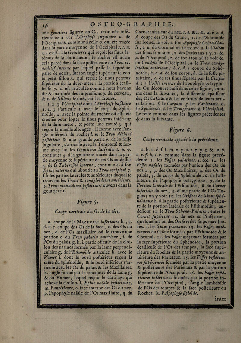 iÇ OSTE Q-G une gouttière figurée en Ç., terminée infé¬ rieurement par YApophyfe jugulaire u. de l’Occipital & continue à celle v. qui eft tracée dans la partie moyenne de l’Occipital s. t. u. v.\ c’eft-Jàla Goutierre.qui reçoit les finus la¬ téraux de la dure-mere ; le rocher eft outre cela percé dans fa face poftérieure du Trou vv. auditif interne par lequel palTe la feptiéme paire de nerfs, fur fon angle fupérieur fe voit le petit fillon x. qui reçoit le finus petreux fupérieur de la dure-mere : la portion écail- leufe y. z. eft articulée comme nous l’avons dit & marquée des imprefiionsy. du cerveau, & z. de Sillons formés par les arteres. i. z. 3.l’Occipital dont YApophyfe bifilaire .1. z. 3. s’articule 1. avec le corps du Sphé¬ noïde , z. avec la pointe du rocher où elle eft creufée pour loger le finus petreux inférieur delà dure-mere , & porte une cavité 3. qui reçoit la moelle allongée ; il forme avec l’an¬ gle inférieur du rocher l. tn. le Trou déchiré pofiérieur & une grande partie 0. de la foffe jugulaire , s’articule avec le Temporal & for¬ me avec lui les Gouttières laterales t. u. v. continues 4. à la gouttière tracée dans la par¬ tie moyenne & fupérieure de cet Os au-deffus 5. de fa Tubérofité interne , continue <f. à fon Épine interne qui aboutit au Trou occipital 7. fdr les parties latérales & antérieures duquel fe trouvent les Trous 8. condyloidiens anterieurs. 9. Trous mafioïdiens pofiérieur s ouverts dans la gouttière t. Figure 5. Coupe verticale des Os de la tête, a. coupe de la Mâchoire inférieure b., c. d. e. f. coupe 4ps Os de la face, c. des Os du nez, d. de l’Os maxillaire où fe trouve une portion e. du Trou palatin antérieur , f. de l’Os du palais, g. h. i. partie offenfe de la cloi- fon des narines formée par la lame perpendi¬ culaire g. de 1 ’Ethmoïde articulée b. avec le Vomer i. dont le bord poftérieur reçoit la crête du Sphénoïde, & le bord inférieur s’ar¬ ticule avec les Os du palais & les Maxillaires, k. angle formé par la rencontre de la lame g. & du Vomer, lequel reçoit le cartilage qui achevé la cloifon. I. Epine nafale pofiérieure, m. Y antérieure, o. face interne des Os du nez, p. l’apophyfe nafale de l’Os maxillaire, q. du R A P H I E. Cornet inférieur du nez. r. s. &c. &. a. b. c. d. d. coupe dçs Os du Crâne , r. de l’Echmoïde fur lequel fc voit s. fon Apopkyfe Çrijta-Gal- li , t. u. du Coronal où fe trouve u. la Cloifon des finus frontaux , x. des Pariétaux ; y. z. &. a. de l’Occipital, z. de fon trou où fe voit &. un Condyle de l’Occipital , a. le Trou condy- loidien antérieur ,• b. c. d. e. coupe du Sphé¬ noïde , b. c. d. de fon corps, b. de la fofle pi¬ tuitaire , c. de fe s finus féparés par la Cloifon d. ; e. Y Aile interne de l’apophyfe ptérygoï- de. On découvreaufii dans cette figure, com¬ me dans la fuivante , la differente épaifieur de$ Os du Crâne & les endroits de leurs arti¬ culations. f. le Coronal. g. les Pariétaux, b. le Sphénoïde, i. les Temporaux, k. YOccipital. Le refte comme dans les figures précédentes & dans la fuivante. Figure C. Coupe verticale opposée a la précédente. a. b. c. d. f. 1. m. o. p. v. t. x. y. z. &. a. b. c. e. f. b. i. h. comme dans la figure précé¬ dente. 1. les Fojfes palatines, x. &c. 11. les Fojjes nafales formées par l’union des Os du nez z., 3. des Os Maxillaires, 4. des Os du palais, j. du corps du Sphénoïde , 6. de l’aîle interne de l’apophyfe ptérygoïde , 7. de la Portion latérale de l’Ethmoïde , 8. du Cornet inférieur du nez, 9. d’une partie de l’Os Un- guis ; on y voit 10. les Orifices de Sinus fphé- noïdaux h. à la partie poftérieure & fupçneu- re de la portion latérale de l’Ethmoïde , au- defïous 11. le Trou Spheno-Palatin ; entre le Cornet fupérieur iz. du nez & l’inférieur, quelquefois un des Orifices des finvis maxillai¬ res. i. les Sinus frontaux. 13. les Fojjes anté¬ rieures du Crâne formées par l’Ethmoïde & le Coronal. 14. les Fojfes moyennes formées par la face fupérieure du Sphénoïde, la portion écailleufe de l’Os des tempes, la face fupé¬ rieure du Rocher & la partie moyenne & an¬ térieure des Pariétaux. 15. les Fojfes pofiérieu- res fupérieur es formées par la partie moyenne & poftérieure des Pariétaux & par la portion fupérieure de l’Occipital. 16. les Fojjes pofié- rieures inférieures formées par la portion in¬ férieure de l’Occipital, l’angle lambdoïde de l’Os des tempes & la face poftérieure du Rocher, k. YApopbyfefiyloide. inter