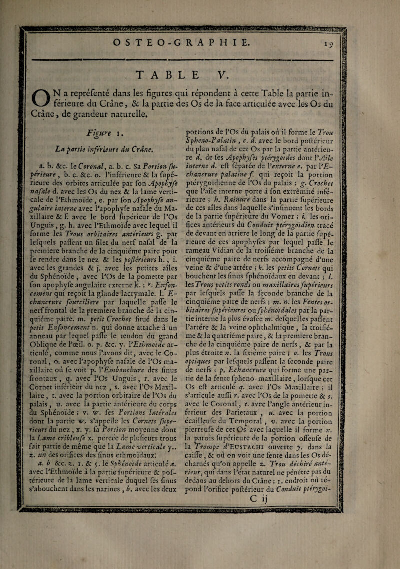O S T E O - G R A P H I E. TABLE V. ON a repréfenré dans les figures qui répondent â cette Table la partie in¬ férieure du Crâne, & la partie des Os de la face articulée avec les Os du Crâne, de grandeur naturelle. Figure i. o La partie inférieure du Crâne. a. b. 8cc. le Coronal, a. b. c. Sa Portion fu- périeure , b. c. &c. o. l’inférieure & la fupé- rieure des orbites articulée par fon Apophyfe nafale d. avec les Os du nez & la lame verti¬ cale de l’Ethmoïde , e. par fon Apophyfe an¬ gulaire interne avec l’apophyfe nafale du Ma¬ xillaire & f. avec le bord fupérieur de l’Os Unguis , g. h. avec l’Ethmoïde avec lequel il forme les Trous orbitaires antérieurs g. par lefquels paffent un filet du nerf nafal de la première branche de la cinquième paire pour fe rendre dans le nez & les po/lérieurs h., i. avec les grandes & j, avec les petites aîles du Sphénoïde , avec l’Os de la pomette par fon apophyfe angulaire externe k. ; *. Enfon¬ cement qui reçoit la glande lacrymale. 1. £- chancrure fourciliere par laquelle paffe le nerf frontal de la première branche de la cin¬ quième paire, m. petit Crochet fitué dans le petit Enfoncement n. qui donne attache à un anneau par lequel paffe le tendon du grand Oblique de l’œil, o. p. &c. y. YEthmoïde ar¬ ticulé, comme nous l’avons dit, avec le Co¬ ronal , o. avec f’apophyfe nafale de l’Os ma¬ xillaire où fe voit p. Y Embouchure des finus frontaux , q. avec l’Os Unguis , r. avec le Cornet inférieur du nez , s. avec l’Os Maxil¬ laire , t. avec la portion orbitaire de l’Os du palais , u. avec la partie antérieure du corps du Sphénoïde ; v. w. fes Portions latérales dont la partie V/, s’appelle les Cornets fupe- rieurs du nez , x. y. fa Portion moyenne dont la Lame cribleufe x. percée de plufieurs trous fait partie de même que la Lame 'verticale y.. z. un des orifices des finus ethmoïdauxl a. b &c. z. i. 8c f. le Sphénoïde articulé a. avec l’Ethmoïde à la partie lupérieure & pof- rérieure de la lame verticale duquel fes finus s’abouchent dans les narines , b. avec les deux portions de l’Os du palais où il forme le Trou Spheno-P alatin , c. d. avec le bord poflérieur du plan nafal de cet Os par la partie antérieu¬ re d. de fes Apophyfes ptérygoides dont Y Aille interne d. eft féparée de Y externe e. par l’£- chancrure palatine f. qui reçoit la portion ptérygoïdienne de l’Os du palais ; g. Crochet que l’aîle interne porte à fon extrémité infé¬ rieure ; h. Rainure dans la partie fupérieure de ces aîles dans laquelle s’infinuent les bords de la partie fupérieure du Vomer ; i. les ori¬ fices antérieurs du Conduit ptérygoïdien tracé de devant en arriéré le long de la partie fupé¬ rieure de ces apophyfes par lequel paffe le rameau Vidian de la troifiéme branche de la cinquième paire de nerfs accompagné d’une veine & d’une artère t k. les petits Cornets qui bouchent les finus fphénoïdaux en devant ; l. les Trous petits ronds ou maxillaires fupérieur s par lefquels paffe la fécondé branche de la cinquième paire de nerfs ; m. n. les Fentes or¬ bitaires fupérieures ou fphénoïdales par la par¬ tie interne la plus évafée m. defquelles paffent l’artére & la veine ophthalmique , la troifié¬ me & la quatrième paire, & la première bran¬ che de la cinquième paire de nerfs , & par la plus étroite n. la fixiéme paire ; o. les Trous optiques par lefquels paffent la fécondé paire de nerfs ; p. Echancrure qui forme une par¬ tie de la fente fpheno-maxillaire , lorfque cet Os eft articulé q. avec l’Os Maxillaire ; il s’articule auffi r. avec l’Os de la pomette & s. avec le Coronal, t. avec l’angle antérieur in¬ ferieur des Pariétaux , «. avec la portion écaillcufe du Temporal , v. avec la portion pierreufe de cet Os avec laquelle il forme r. la parois fupérieure de la portion offeufe de la Trompe d’Eustachi ouverte y. dans la caiffe , & où on voit une fente dans les Os dé¬ charnés qu’on appelle z. Trou déchiré anté¬ rieur, qui dans l’état naturel ne pénétre pas du dedans au dehors du Crâne; i. endroit où ré¬ pond l’orifice poflérieur du Conduit ptérygoï-