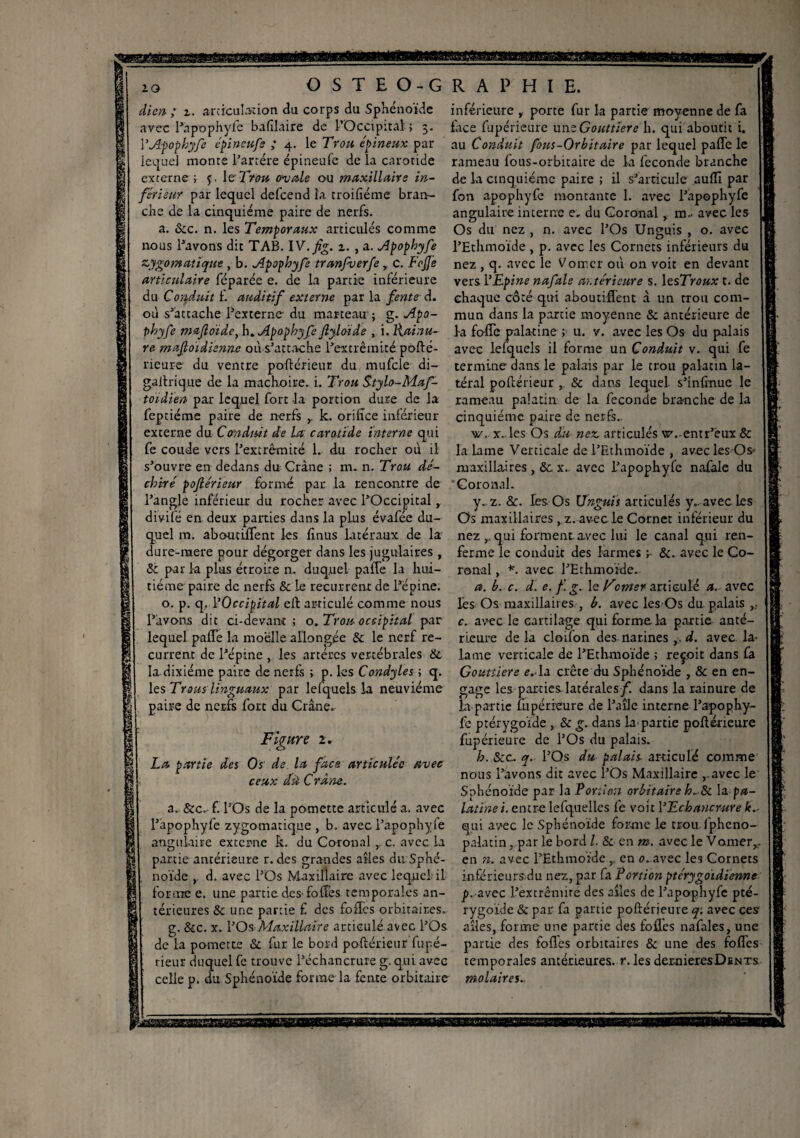 20 OSTEO-GRAPHIE. dicn ; i. articulation du corps du Sphénoïde avec l’apophyfe bafîlaire de l’Occipital ; 5. l’Afophyfe épineufe ; 4. le Trou épineux par lequel monte L’arrére épineufe delà carotide externe ; 5. le Trou male ou inaxillaire in¬ férieur par lequel defeend la troifiéme bran¬ che de la cinquième paire de nerfs. a. &c. n. les Temporaux articulés comme nous Pavons dit TAB. IV. fi, i. , a. Apophyfe zygomatique , b. Apophyfe tranpuerfe r c. FoJJe articulaire féparée e. de la partie inférieure du Conduit f. auditif externe par la fente d. où s’attache l’externe du marteau ; g. Apo- pbyfe mafloïde, h. Apaphyfe flyldide , i. Rainu¬ re mafioidienne où s’attache l’extrémité pofté- rieure du ventre poflérieur du mufcle di- galtrique de la mâchoire, i. Trou S-tylo-Maf- toidien par lequel fort -la portion dure de la feptiéme paire de nerfs k. orilîce inférieur externe du Conduit de la carotide interne qui fe coude vers l’extrémité 1. du rocher où il s’ouvre en dedans du Crâne ; m. n. Trou dé¬ chiré poflérieur formé par la rencontre de l’angle inférieur du rocher avec l’Occipital, divifé en deux parties dans la pLus évafée du¬ quel m. aboutirent les finus latéraux de la dure-mere pour dégorger dans les jugulaires , 8c par 1a plus étroite n. duquel paffe la hui¬ tième paire de nerfs & le recurrent de l’épine. o. p. q. l’Occipital eft articulé comme nous l’avons dit ci-devant; o. Trou occipital par lequel paffe la moelle allongée & le nerf re¬ current de l’épine , les artères vertébrales & la dixiéme paire de nerfs ; p. les Condyles ; q. les Trous linguaux par lefquels la neuvième paire de nerfs fort du Crâne. Figure 2. ■ partie des Os de la face articulée ceux dü Crâne. avec a. &c.- f. l’Os de la pomette articulé a. avec l’apophyfe zygomatique, b. avecl’apophyle angulaire externe k. du Coronal , c. avec la partie antérieure r. des grandes ailes du Sphé¬ noïde , d. avec l’Os Maxillaire avec lequel il forme e. une partie des'folles temporales an¬ térieures & une partie £ des foffes orbitaires. g. &c. x. l’Os Maxillaire articulé avec l’Os de la pomette 8c fur le bord poflérieur fupé- rieur duquel fe trouve l’échancrure g. qui avec celle p. du Sphénoïde forme la fente orbitaire inférieure porte fur la partie moyenne de fa face fupérieure uns Gouttière h. qui aboutit i. au Conduit fons-Orbitaire par lequel paffe le rameau fous-orbitaire de la fécondé branche de la cinquième paire ; il s’articule auflî par fon apophyfe montante I. avec l’apophyfe angulaire interne e, du Coronal , m- avec les Os du nez , n. avec l’Os Unguis , o. avec l’Ethmoïde , p. avec les Cornets inférieurs du nez , q. avec le V orner où on voit en devant vers l’Epine nafale antérieure s. lesTroux t. de chaque côté qui aboutiffent à un rrou com¬ mun dans la partie moyenne & antérieure de la foffe palatine ; u. v. avec les Os du palais avec lefquels il forme un Conduit v. qui fe termine dans le palais par le trou palatin la¬ téral poflérieur , & dans lequel s’infirme le rameau palatin de la fécondé branche de la cinquième paire de nerfs- \y. x- les Os du nez articulés vsz.-entr’eux & la Lame Verticale de l’Ethmoïde , avec les Os- maxillaires , &. x.. avec l’apophyfe nafale du 'Coronal. y., z. 8c. les Os Unguis articules y., avec Les Os maxillaires , z. avec le Cornet inférieur du nez r qui forment avec lui le canal qui ren¬ ferme le conduit des larmes y 8c. avec le Co¬ ronal , *. avec l’Ethmoïde. a. b. c. d. e. f g. le Tenter articulé a.- avec les Os maxillaires , b. avec les Os du palais c. avec le cartilage qui forme la partie anté¬ rieure delà cloifon des narines ,, d. avec la- lame verticale de l’Ethmoïde ; reçoit dans fa Gouttière e. la crête du Sphénoïde , & en en¬ gage les parties latérales/, dans la rainure de la partie fupérieure de l’aile interne l’apophy¬ fe ptérygoïde , & g. dans la partie poftérieure fupérieure de l’Os du palais. h. &c.. q. l’Os du palais- articulé comme nous l’avons dit avec l’Os Maxillaire ,avec le Sphénoïde par la Portion orbitaire h~ 8c la pa¬ latine i. entre lefquelles fe voit l’Echancrure k.. qui avec le Sphénoïde forme le trou fpheno- palatin, par le bord l. & en m. avec le Vorner,, en n. avec l’Ëthmoïde ,, en 0. avec les Cornets inférieurs du nez, par fa Portion pterygoidienne p.-avec l’extrémité des ailes de l’apophyfe pté¬ rygoïde & par fa partie pofférieme q: avec ces ailes, forme une partie des fofles nafales, une partie des fofles orbitaires & une des foffes temporales antérieures, r. les demieresDents molaires.,