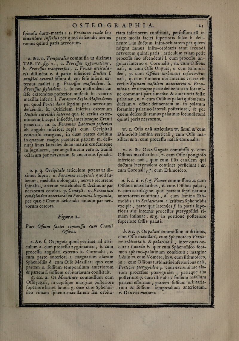 fpinofa durx-matris ; Foramen ovale feu maxillare inferius per quod defcendit tertius ramus qûinti paris nervorum. a. &c. n. Temporalia commiffa ut diximus TAB. IV-fis- > a* 'rocejjus zygomaticus , b. Procejfus tranfverfus , c. Fovea articula¬ ris diftin&a e. à parte inferiore Duftus f. acufiici externi fiffura d. oui fefe infcrit ex¬ ternus mallei ; g. Procejfus mafioideus. h. Procejfus Jlyloïdeus. i. fulcus maftoïdeus cui fefe extremitas pofterior mufculi bi - ventris maxillx inferit. i. Foramen Stylo-Mafioideum per quod Portio dura feptimi paris nervorum defcendit. k. Orificium inferius externum Duciüs carotidis interna, qua fe verfus extre¬ mitatem 1. rupis infieftit, interioraque Cranii penetrat ; ni. n. Foramen Lacerum pofierius ab angulo inferiori rupis cum Occipitali concurfu exurgens , in duas partes divifum in quarum magis patentem parcem m. deli¬ nunt finus laterales durx-matris eru&antque in jugulares , per anguftiorem vero n. tranfit octavum par nervorum & recurrens fpinalis. o. p. q. Occipitale articulum petens ut di¬ ximus fupra ; o. Foramen occipitale quod fu- beunt , medulla oblongata, nervus recurrens fpinalis , arteriæ vertebrales & decimum-par nervorum cerebri, p. Condyli ; q. Foramina condyloidea anteriora feu Foramina lingualia, per quæ è Cranio defcendit nonum par ner¬ vorum cerebri. Fiffura i. o Pars Ojfium faciei commiffa cum Cranii Offibus. a. &c. fi Os jugale quod pertinet ad arti¬ culum a. cum proceffu zygomatico , b. cum proceffu angulari externo k. Coronalis , c. cum parte anteriori r. magnarum alarum Sphenoïdis d. cum OfTe Maxillari quo cum partem e. follium temporalium anteriorum & partem fi follium orbitariarum conftituit. g. &e. x. Os Maxillare commiffum cum Offe jugali, in cujufque margine pofteriore fuperiore hxret lunula g. quæ cum Sphenoi- deo rimam fpheno-maxillarem feu orbita- riam inferiorem conftituit, perfoffum eft in parte media faciei fuperioris fulco b. deli¬ nente i. in du&nm infra-orbitarem per quem migrat ramus infra-orbitaris rami fecundi nervorum quinti paris ; articulum etiam petit proceffu fuo afeendenti 1. cum proceflu an¬ gulari interno e. Coronalis , m. cum Offibus nafi , n. cum Olle Unguis. o. cum Ethmoi- deo , p. cum Offibus turbinatis inferioribus nafi , q. cum Vomere ubi anterius videre eft verfus Spinam nafalem anteriorem s. Fora¬ mina t. ex utraque parte delinentia in forami¬ ne communi partis medix & anterioris foffx palatinx , u. v. cum Offibus palati quibufeum dudtum v. efficit delinentem m. in palatum foramine palatino laterali pofteriore , & per quem defcendit ramus palatinus fccundirami quinti paris nervorum, xr. x. Offa nafi articulata w. fimul & cum Ethmoïdis lamina verticali , cum Offe ma¬ xillari & x. cum proceffu nafali Coronalis. y.. z. &. Ossa Unguis commiffa’ y. cum Offibus maxillaribus , z. cum Offe fpongiofo inferiore nafi , qux cum illis canalem qui duiffum lacrymalem continet perficiunt ; &. cum Coronali, cum Erhmoideo. a. b. c. d. e.f. g. Vomer commiffum a. cum Offibus maxillaribus , b. cum Offibus palati, c. cum cartilagine qux partem ftpti narium anteriorem conftituit , d. cum lamina Eth¬ moïdis ; in Striaturam e. criftam Sphenoïdis excipit , partefque laterales f in partis fupe¬ rioris alar interlix proceflus pterygoidei ri¬ mam infinuat , S: g. in portione pofteriore fuperiore Offis palati. b. &c. q. Os palati commiffum ut diximus, cum Offe maxillari, cum Sphcnoideo Portio¬ ne orbitdria h. & palatina i. , inter quas oc¬ currit Lunula /*. qux cum Sphenoideo fora¬ men fpheno-p.ilatinum conftituit ; margine l. & in m. cum Vomere, in », cum F.thmoideo, in o.- cum Offibus turbinacis-inferioribus nafi , Portione pterygoidea p. cum extremitate ala¬ rum procellus pterygoidei , parteque fua pofteriore q. cum illis alis ; foffium nafalium partem efformat, partem foffium orbitaria¬ rum & foffium temporalium anteriorum.. r. Dentes molarex