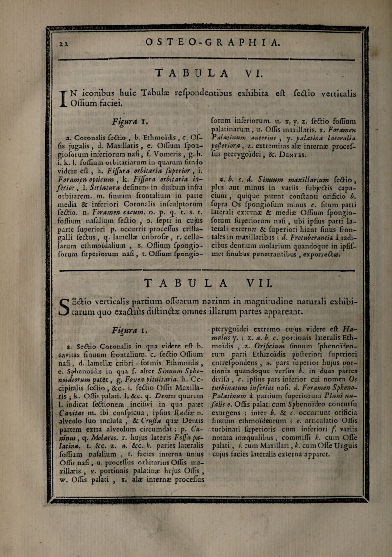 I TABULA VI. N iconibus huic Tabulæ rerpondendbus exhibita eft fedio verticalis Oilium faciei. Figura i. a. Coronalis fedio , b. Ethmoidis , c. Of¬ fis jugalis , d. Maxillaris , e. Oflium fpon- gioforum inferiorum nafi, f. Vomeris , g. h. i. k. 1. foflium orbicariarum in quarum fundo videre eft , h. Fijfura orbitaria fuperior , i. Foramen opticum , k. Fijfura orbitaria in¬ ferior , 1. Striatura definens in dudum infra orbitarem. m. finuum frontalium in parte media 8c inferiori Coronalis infculptorum fedio. n. Foramen c&cum. o. p. q. r. s. r. foftium nafalium fedio , o. fepti in cujus parte fuperiori p. occurrit proceflus crifta- galli fedfus , q. lamellæ cribrofæ , r. cellu¬ larum ethmoidalium , s. Oftîum fpongio- forum fuperiorum nafi , t. Olfium Ipongio- forum inferiorum, u. xf y. z. fedio foftium palatinarum , u. Offis maxillaris, x. Foramen Palatinum anterius , y. palatina lateralia pofieriora, z. extremitas alæ internæ procef- fus pterygoidei, 8c. Dentes. a. b. c. d. S initum maxillarium fedio , plus aut minus in variis fubjedis capa¬ cium , quique patent conftanti orificio b. fupra Os fpongiofum minus c. fitum parti laterali externae & mediae Ofllum fpongio- forum fuperiorum nafi , ubi ipfius parti la¬ terali externa: & fuperiori hiant finus fron¬ tales in maxillaribus ; d. Protuberantia à radi¬ cibus dentium molarium quandoque in ipfif- met finubus penetrantibus , exporredæ. TABULA VII, Edio verticalis partium olTeariim narium in magnitudine naturali exhibi¬ tarum quo exadiùs diftindæ omnes illarum partes appareant. s Figura i. a. Sedio Coronalis in qua videre eft b. cavitas finuum frontalium, c. fedio Oflium nafi , d. lamellæ cribri - formis Ethmoidis , e. Sphenoidis in qua f. alter Sinuum Spbe- noideorum patet, g. Fovea pituitaria, h. Oc¬ cipitalis fedio , &c.. i. fedio Oflis Maxilla¬ ris , k. Oftis palati. 1, &c. q. Dentes quarum 1. indicat fedionem incifivi in qua patet Cavitas m. ibi confpicua , ipfius Radix n. alveolo fuo inclufa , 8c Crufta qux Dentis partem extra alveolum circumdat ; p. Ca¬ ninus , q. Molares, r. hujus lateris F offa pa¬ latina. t. &c. z. a. &c. k. paries lateralis foftium nafalium , t. facies interna unius Oftis nafi , u. procefliis orbitarius Olfis ma¬ xillaris , v. portionis palatinæ hujus Oftis , \v. Oftis palati , x. alæ internæ proceflus pterygoidei extremo cujus videre eft Ha¬ mulus y. ; z. a. b. c. portionis lateralis Eth¬ moidis , z. Orificium finuum fphenoideo- rum parti Ethmoidis pofteriori fuperiori correfpondens , a. pars fuperior hujus oor- tionis quandoque verfiis b. in duas partes divifa , c. ipfius pars inferior cui nomen Os turbinatum inferius nafi. d. Foramen Spheno¬ palatinum à partium fuperiorum Plani na- falis e. Oftis palati cum Spbcnoideo concurfu exurgens ; inter b. & c. occurrunt orificia finuum ethmoideorum ; e. articulatio Oflis turbinati fuperioris cum inferiori f. variis notata inæqualibus , commifti h. cum Ofle palati , i. cum Maxillari, k. cum Ofle Unguis cujus facies lateralis externa apparet.