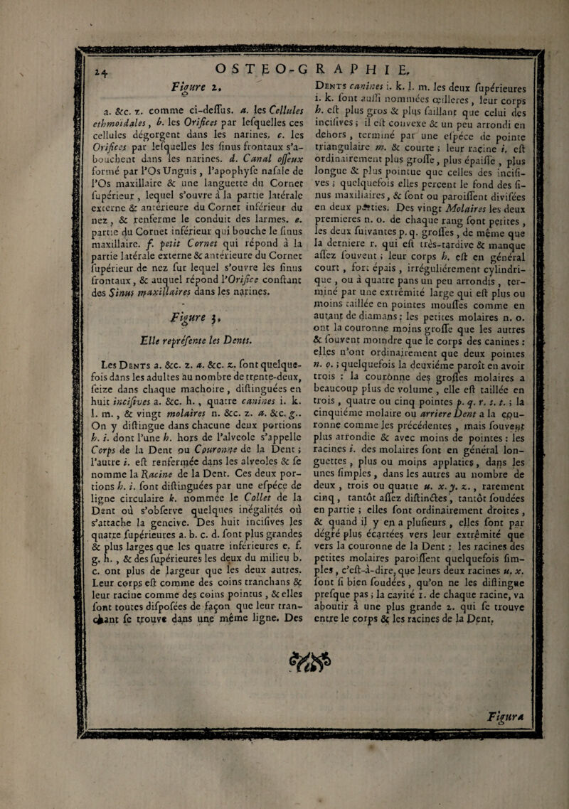 O S T fL O =- G R A P H I E, F taure z. o a. &c. x. comme ci-deffus. /*. îes Cellules ethmoidales y b. les Orifices par lefquelles ces cellules dégorgent dans les narines, c. les Orifices par lelquelles les (unis frontaux s’a¬ bouchent dans les narines, d. Canal ofieux formé par l’Os Unguis , l’apophyfc nafale de l’Os maxillaire & une languette du Cornet fupérieur , lequel s’ouvre à la partie latérale excerne & antérieure du Cornet inférieur du nez y 8c renferme le conduit des larmes, e. partie du Cornet inférieur qui bouche le fmus maxillaire. /. petit Cornet qui répond à la partie latérale externe & antérieure du Cornet fupérieur de nez fur lequel s’ouvre les finus frontaux, & auquel répond l‘Orifice confiant des Sinus maxillaires dans les narines. Figure 3, File repréfente les Dents. Les Dents a. &c. z. a. &c. z. font quelque¬ fois dans les adultes au nombre de trente-deux, feize dans chaque mâchoire , diftinguées en huit incifives a. &c. h. , quatre canines i. k. 1. m. , & vingt molaires n. &c. z. a. 8cc. g.. On y diftingue dans chacune deux portions h. i. dont l’une h. hors de l’alveole s’appelle Corps de la Dent ou Couronne de la Dent ; l’autre i. eft renfermée dans les alvéolés & fe nomme la Racine de la Dent. Ces deux por¬ tions h. i. font diftinguées par une efpéce de ligne circulaire k. nommée le Collet de la Dent où s’obferve quelques inégalités où s’attache la gencive. Des huit incifives les quatre fupérieures a. b. c. d. font plus grandes & plus larges que les quatre inférieures e. f. g. h. , & des fupérieures les deux du milieu b. c. ont plus de largeur que les deux autres. Leur corps eft comme des coins tranchans 8c leur racine comme des coins pointus , Scelles font toutes difpofées de façon que leur tran¬ Dents canines i. k. 1. m. les deux fupérieures i. k. font aufti nommées œilleres , leur corps h. eft plus gros 8c plus faillanr que celui des incifives ; il cit convexe 8c un peu arrondi en dehors , terminé par une elpéce de pointe triangulaire tn. 8c courte ; leur racine i. eft ordinairement plus grofle, plus épaifle , plus longue & plus pointue que celles des incifi¬ ves i quelquefois elles percent le fond des fi¬ nus maxillaires, & font ou paroiffent divifées en deux pAties. Des vingt Molaires les deux premières n. o. de chaque rang font petites , les deux fuivantes p. q. groftes , de même que la derniere r. qui eft très-tardive 8c manque allez fouvent ; leur corps h. eft en général court , fort épais , irrégulièrement cylindri¬ que , ou à quatre pans un peu arrondis , ter¬ miné par une extrémité large qui eft plus ou moins taillée en pointes moufles comme en autant de diamans : les petites molaires n. o. ont la couronne moins grofle que les autres & fouvent moindre que le corps des canines : elles n’ont ordinairement que deux pointes n. o. ; quelquefois la deuxième paroît en avoir trois : la couronne des groflès molaires a beaucoup plus de volume , elle eft taillée en trois, quatre ou cinq pointes p. q. r, s. t. ; la cinquième molaire ou arriéré Dent a la epu- ronne comme les précédentes , mais fouvept plus arrondie & avec moins de pointes : les racines i. des molaires font en général lon¬ guettes , plus ou moips applaties, daps les unes fimples , dans les autres au nombre de deux , trois ou quatre u. x. y. z., rarement cinq, tantôt allez diftinftes , tantôt foudées en partie ; elles font ordinairement droites , & quand il y ep a plufieurs , elles font par dégré plus écartées vers leur extrémité que vers la couronne de la Dent ; les racines des petites molaires paroiflent quelquefois fim¬ ples , c’eft-à-dire. que leurs deux racines u. x. font fi bien foudées , qu’on ne les diftingue prefque pas ; la cayité i. de chaque racine, va aboutir à une plus grande z. qui fe trouve