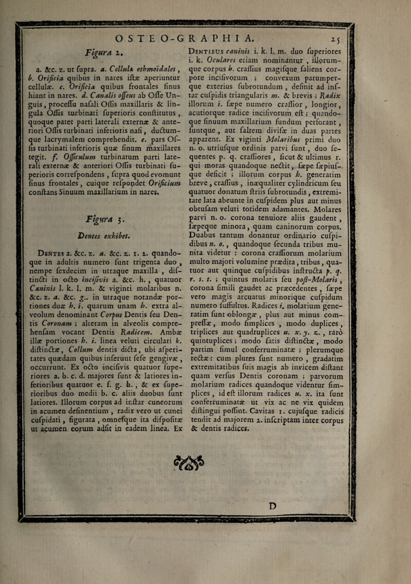 25 Figura z. a. Scc. z. ut fupra. a. Cellula ethmoidales, b. Orificia quibus in nares iftæ aperiuntur cellulæ. c. Orificia quibus frontales finus hiant in nares, d. Canalis ojfeus ab Olle Un¬ guis , procelTu nafali Ollis maxillaris & lin¬ gula Offis turbinati fuperioris conftitutus , quoque patet parti laterali externae & ante¬ riori Offis turbinati inferioris nafi , duftum- que lacrymalem comprehendit, e. pars Of¬ fis turbinati inferioris qua: finum maxillares tegit, f. Ojficulum turbinatum parti late¬ rali externae & anteriori Offis turbinati fu¬ perioris correfpondens , fupra quod evomunt finus frontales, cuique refpopdet Orificium conftans Sinuum maxillarium in nares. Figura 5. Dentes exhibet. Dentes a. &c. z. a. Scc. z. 1. i. quando¬ que in adultis numero funt trigenta duo , nempe fexdecim in utraque maxilla , dif- tin&i in odto incifivis a. &c. h. , quatuor Caninis 1. k. 1. m. Sc viginti molaribus n. &c. z. a. Scc. g.. in utraque notandæ por¬ tiones duæ h. i. quarum unam h. extra al¬ veolum denominant Cordus Dentis feu Den¬ tis Coronam ; alteram in alveolis compre- henfam vocant Dentis Radicem. Ambæ illae portiones h. i. linea veluti circulari k. diftindtæ, Collum dentis didta, ubi afperi- tates quædam quibus inferunt fefe gengivæ , occurrunt. Ex odo incifivis quatuor fupe- riores a. b. c. d. majores funt Sc latiores in¬ ferioribus quatuor e. f. g. h. , & ex fupe- rioribus duo medii b. c. aliis duobus funt latiores. Illorum corpus ad ir.ffar cuneorum in acumen definentium , radix vero ut cunei cufpidati, figurata , omnefque ita difpofitæ ut acumen eorum adfit in eadem linea. Ex Dentibus caninis i. k. 1. m. duo fuperiores i. k. Oculares etiam nominantur , iliprum- que corpus h. craffius magifque faliens cor¬ pore incifivorum ; convexum parumper- que exterius fubrotundum , definit ad inf- tar cufpidis triangularis m. Sc brevis ; Radix illorum i. fæpe numero craffior , longior, acutiorque radice incifivorum eft ; quando¬ que finuum maxillarium fundum perforant , funtque., aut faltem divifæ in duas partes apparent. Ex viginti Molaribus primi duo n. o. utriufque ordinis parvi funt , duo fe- quentes p. q. craffiores , licut & ultimus r. qui moras quandoque neflit, fæpe fæpiuf- que deficit ; illorum corpus h. generatim breve , craffius , inæqualiter cylindricum feu quatuor donatum ftriis fubrotundis, extremi¬ tate lata abeunte in cufpidem plus aut minus obtufam veluti totidem adamantes. Molares parvi n. o. corona tenuiore aliis gaudent , fæpeque minora, quam caninorum corpus. Duabus tantum donantur ordinario cufpi- dibus ». 0., quandoque fecunda tribus mu¬ nita videtur : corona crafliorum molarium multo majori volumine prædita, tribus , qua¬ tuor aut quinque cufpidibus inftrudta p. q. r. s. t. ; quintus molaris feu pofi-Molaris, corona fimili gaudet ac præcedentes , fæpe vero magis arcuatus minorique cufpidum numero fuffultus. Radices i. molarium gene¬ ratim funt oblongæ , plus aut minus com- preflæ , modo fimplices , modo duplices , triplices aut quadruplices u. x. y. z. , raro quintuplices ; modo fatis diftindtæ , modo partim fimul conferruminatæ ; plerumque reftæ: cum plures funt numero , gradatim extremitatibus fuis magis ab inyicem diftant quam verfus Dentis coronam ; parvorum molarium radices quandoque videntur fim¬ plices , id eft illorum radices u. x. ita funt conferruminatæ ut vix ac ne vix quidem diftingui poflint. Cavitas 1. cujufque radicis tendit ad majorem x. inferiptam inter corpus Sc dentis radices.