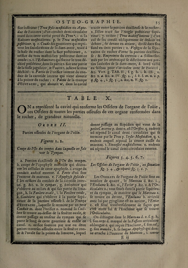 fice inférieur ( Trou fiylo-mafioïdien ou Aque¬ duc de Fallope ) d’un conduit demi circulaire tracé dans cette cavité percé du Trou *. ; o. la Rainure mafioïdienne. p. le Trou mafioïdien poflérieur. q. r. Coude des gouttières qui reçoi¬ vent les linuslatéraux de la dure-mere , tracé à la bafe du rocher dans la face poftérieure , r. orifice du trou maftoïdien poftérieur dans ce coude ; s. t. l’Echancrure qui forme le trou dé¬ chiré poftérieur,donc la parties, fait une partie delà folle jugulaire, & l’autre t. achevé le trou déchiré ; u. Partie de l’orifice interne du con¬ duit de la carotide interne qui vient aboutir à la pointe du rocher 5 v. Partie de la trompe d’EusTACHi, qui aboutit vz. dans la cavité 35 tracée entre la portion écailleufe & le rocher ; x. Sillon tracé fur l’Angle poftérieur fupa¬ rieur ; y. orifice ( Trou auditif interne ) d’un cul de lac creufé obliquement de dedans en dehors , de devant en arriéré, divifé dans fon fond en deux parties ; z. V cfiiges de la fépa- ration du rocher d’avec la portion écailleu¬ fe ; &. Empreintes du cerveau ; a. Sillons for¬ més par les artères qui fe diftribuent aux par¬ ties latérales de la dure-mere. b. bord taillé en bifeau pour s’articuler avec le Pariétal , Sec. Vor. g. TAB. II., f. g. h. i. k. III., u. &c. z. a. 8cc. u. IV. fig. z. y i- Ii. I. m. n. 0. p. q.fig. 4., i.fig. j., a. &c. n.V.fig. 1. TABLE X. ON a repréfenré la cavité qui renferme les Oflelets de l’organe de l’oiiie , ces Oflelets tk toutes les parties oflfeufes de cet organe renfermées dans le rocher, de grandeur naturelle. Ordre IL Parties ofleufes de l’organe de l’oiiie. Figures 1.2. Coupe de l’Os des tempes dans laquelle on fait voir le Tympan. a. Portion écailleufe de l’Os des tempes, b. coupc de l’apophyfe maftoïde qui décou¬ vre les cellules de cette apophyfe. c. coupe du conduit auditif externe, d. Fente d’où fort l’externe du marteau, e. VApophyfe flyloide ; f. les orifices du conduit de la carotide inter¬ ne. g. & c. u. le tympan , g. éminence qui s’oblerve au milieu & qui fait partie du lima¬ çon , h. la Fenêtre ovale , i. la Fenêtre ronde , k. Gouttière qui s’obferve à la partie fupé- rieure de la portion ofleufe 1. de la Trompe d’EusTACHi , laquelle fe termine par un petit Conduit m. dont l’orifice n. nommé la Cuil¬ lère fe trouve au-defiùs de la fenêtre ovale, & donne paflage au tenfeur du tympan qui fe porte le long de cette gouttière & enfile ce canal, o, orifice foutenu par une ou deux petites traverfes ofleufes entre la fenêtre ron¬ de & l’ovale fur la pointe du limaçon, lequel donne paflage au ftapédien qui vient de la petiteCavertie p. dont o. eft l’Orifice, q. endroit où répond le canal demi - circulaire qui fe termine parle Trou p. Stylo-Mafloidïen. q. s. endroit auquel répond la courte cuifle du marteau, t. Sinuofité mafioïdienne. u. endroit où répond le canal demi-circulaire externe. Figures 5. 4. 5. C. 7. Les OJfelcts de l’organe de l’oiiie , en fituation fiS- 3- 4- , & séparés fig. s>. 6.7. Les Osselets de l’organe de l’oiiie font au nombre de quatre , le Marteau d. &c. i. , P Enclume k. &c. o., l’Etrier p. &c. u. & l’Or- biculaire o.; tous fitués dans la partie fupérieu- re du tympan, de maniéré que le Marteau a. fe trouve en devant, l’Enclume b. articulé avec lui par gynglime eft en arriéré, l’Etrier c. eft fitué tranfverfalement de façon que c’eft entre lui Sc l’Enclume que fe trouve l’Orbiculaire. On diftingue dans le Marteau d. c. f. g. h. i. fon corps d. marqué de la Fofi'ette articulaire oblongue e. qui reçoit l’Enclume, f. fon col, g. fon manche , h. la longue Apophyfe qui don¬ ne attache à l’excerne du Marteau , i. courte - E i j