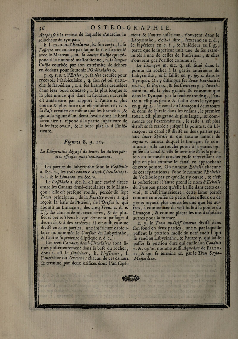 Apophyfe à la racine de laquelle s’attache le relâcheur du tympan. k. 1. m.- n. o. l’Enclume,. k. Ton corps , L fa Foffette articulaire par laquelle il eft arciculé avec le Marteau , m. fa courte Cuijfe qui ré¬ pond à la finuofité maftoïdienne , n. fa longue Cuijfe courbée par fon extrémité de dehors en dedans pour foutenir l’Qrbiculaire o. p. q. r. s. t. l’Etrier , p.. fa tête creufée pour recevoir l’Orbiculaire , q. fon col où s’atta¬ che le ftapédien r. s. fes branches creneiées dans leur bord concave , r. la plus longue & la plus mince qui dans la fuuation naturelle eft antérieure par rapport à l’autre s. plus courte & plus forte qui eft poftérieure ; t. u. fa Bafe creufée de même que les branches , & qui a la figure d’un demi ovale dont le bord circulaire t. répond à la partie fupérieure de la fenêtre ovale,, & le bord plat u. à L’infé¬ rieure. Figures 9. 10.. Le Labyrinthe dégagé de toutes les autres par¬ ties ojfeufes qui l’environnent.. Les parties du labyrinthe font le Veftibule a. &c. h.., les trois canaux demï-Circulaires i.. k. 1. & le Limaçon, mv &c. v. Le Veftibule a. &c. h. eft une cavité fiuiée entre les Canaux demi-circulaires 8c le Lima¬ çon ; elle eft prefque ronde, percée de fept Trous principaux , de la Fenêtre ovale a. qui reçoit la bafe de l’Etrier, de YOrifice b. qui aboutit au Limaçon , des cinq Trous c. à. e. f. g. des canaux demi-circulaires , & de plu- fieurs petits Trous h. qui donnent paffages à des nerfs & à des artères ; il cil aufli comme divifé en deux parties, une inférieure orbicu- laire m. nommée le Carfôur du Labyrinthe,. & l’autre fupérieure éliptique c. d. e„ Les trois Canaux demi-Circulaires font fi- tués poftérieuremen: dans l'a bafe du rocher, dont i.. eft le fupérieur y k. l’inférieur ,. 1. Y antérieur ou Y externe; chacun de ces canaux, fe termine par deux orifices dont l’ùn fùpé- rieur & l’autre inférieur , s’ouvrent dans le Labyrinthe , c’eft-à dire , l’externe en c. d. , le fupérieur en e. f. , & l’inférieur eu f. g., parce que le fupérieur unit une de fes extré¬ mités à une de celles de l'inférieur , & elles s’ouvrent par l’orifice commun f. Le Limaçon m. &c. q. eft fitué dans la pointe du rocher à la partie antérieure du Labyrinthe ,, & il faillit en g. fig. i. dans le Tympan. On y diftingue fes deux Extrémités m. n. y fa Bafe o., & lés Contours p. ;. l’extré¬ mité m.. eft la plus grande 8c. communique dans- le Tympan par la fenêtre ronde q.., l’au¬ tre n. eft. plus petite &. faillit dans le tympan en g. fig. r. ; le canal du Limaçon à deux tours &. demi de fpirale dans les enrans, le premier tour r. eft plus grand «Se plus large r & com¬ mence par l’extrémité m. , le refte s. eft plus étroit & fc rétrécit jufqu’à la pointe t. du Li¬ maçon : ce canal eft divifé en deux parties par . une lame Spirale u. qui tourne autour du noyau v. autour duquel le Limaçon fe con¬ tourne ; elle ne touche point à la parois op- poféê du canafl & elle fe termine dans la poin¬ te t. en forme de crochet en-fe retréciflant de plus en plus comme le canal en approchant de cette pointe. On nomme Echelle chacune de ces féparations ; l’une fe nomme P Echelle du Veftibule par ce qu’elle s’y ouvre , & c’eft la poftérieure ; l’autre prend le nom d’Echelle du Tympan parce qu’elle baille dans cette ca¬ vité , & c’eft l’antérieure cette lame paroît comme compofée de petits filets offeux ou de. petits tuyaux plus courts les uns que les au¬ tres , à commencer du veftibule à la pointe du Limaçon , & comme placés les uns à côtédes» autres pour la former. x. y. le Trou auditif interne divifé dans fon fond en deux parties x. une x. par laquelle' paflent la portion molle du nerf auditif qui fe rend au Labyrinthe,_ & l’autre y., qui laiffe paffer là portion dure qui enfile fon Conduit z. 8c. qu’on nomme auffi Aqueduc de Ealxo- pe, & qui fe termine 8c. par le Trou Stylo- Maftotdieji.