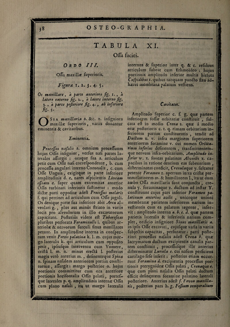 38 OSTEO-G RAPHIA. L1WMI ilkMMPWN lin II ' -■ - TABULA XI. OlTa faciei. 0 R D 0 III. Offa maxillae fuperioris. Figura i. i. 3. 4. 5. Os maxillare , i* parte anteriore fig. 1. , latere externo fig. i., a latere interno fig, 3., a parte pofieriore fig. 4., ab inferiore fig• 5- OS s a maxillaria a. &c. z. infigniora maxillæ fuperioris, variis donantur eminentis & cavitatibus. Eminentia. Proceffus nafalis a. omnium proceffuum hujus Offis infignior, verfus nafi partes la¬ terales affurgit ; oraque fua a. articulum petit cum Offe nafi correfpondcnte , b. cum proceffu angulari interno Coronalis , c. cum OiTe Unguis , exigitque in parre inferiore amplitudinis d. e. nares afpicientis Lineam effeam c. fuper quam extremitas anterior Offis turbinati interioris fuftinerur ; modo di<ftæ parti oppoiitac adeft Procejfus molaris f. qui pertinet ad articulum cum OiTe jugali. Os denique parte fua inferiore abit Arcu al¬ veolari g. , plus aut minus ftriato in variis locis pro alveolorum in illo excavatorum capacitate. Pofteriùs videre eft Tuberofitas pluribus perforata Foraminalis i. quibus ar¬ teriolae & nervorum furculi finus maxillares petunt. In amplitudine interna in confpec- tum venit Portio palatina k. 1. m. cujus mar¬ go lateralis k. qui articulum çum oppolîto petit, ipfiufque interventu cum Vomere, criftâ 1, m. n. minus ereftâ I. pofterius magis verô anterius m. , definenteque Spina n. fpinam nafalem anteriorem partim confti- tuente , alTurgit ; margo pofterior o. hujus portionis committitur cum ora anteriore portionis hojrifontalis Offis palati, partef- que laterales p. q. amplitudinis internae Offis cum plano nafali , Û4 ut margo lateralis internus & fuperior inter q. & c. refiduus articulum fubeat cum Etlimoïdeo ; hujus portionis amplitudo inferior multis hirluta Cufpidibus r. quibus tanquam pundlo fixo ad¬ haeret membrana palatum veftiens. Cavitates i Amplitudo fuperior c. f. g. qua: partem inferiorem foffae orbitarix conftituit , ful- cata eft in medio Crena s. quae à medio oræ porterions c. t. q. rimam orbitariam in¬ feriorem partim conftituentis , tendit ad Dubium u. v. infra marginem fuperiorem anteriorem foramine v. cui nomen Orbita- rium inferius definentem , tranfmittentem- que nervum infra-orbitarium. Amplitudo in. ferior \v. x. foveas palatinas Alveolis x. ca¬ pacibus in ratione dentium eas fubeuntium , difterminatas conficit, Çrenulacpe y. fulcatur petente Foramen z. apertum intra criftx par¬ tem elatiorem m. & humiliorem 1., ita ut dum ambo Ofla maxillaria funt conjun&a , cre- nula y. foraminaque z. duftum ad inftar Y, conftituunt cujus pars inferior Foramen pa¬ latinum anterius audit , uniccque unioni membranx parietem inferiorem narium in~ veftientis cum ea palatum tegente , infer- vit ; amplitudo interna a. b. c. d. qux partem parietis lateralis & inferioris narium com¬ plet , orificio infigniorc Sinus maxillaris a. in ipfo Offe excavati, cujufque varia in variis fubjeflis capacitas , perforatur ; parti pofte- riori proceffus nafalis adeft Crena b, qua: lacrymarum duflum excipientis canalis par¬ tem conftituit , proceffufque ille anterius difterminatur Lunula c. cui nafum perficiens cartilago fefe inferit ; pofterius etiam occur¬ runt Foramina d. excipientia proceffus por¬ tionis pterygoideae Offis palati , Crenaçpate. qux cum plani nafalis Offis palati dudhim efficit definentem foramine palatino laterali pofteriore. Anterius adeft f. Fovea maxilla¬ ris , pofterius pars h. g. Foffium temporalium