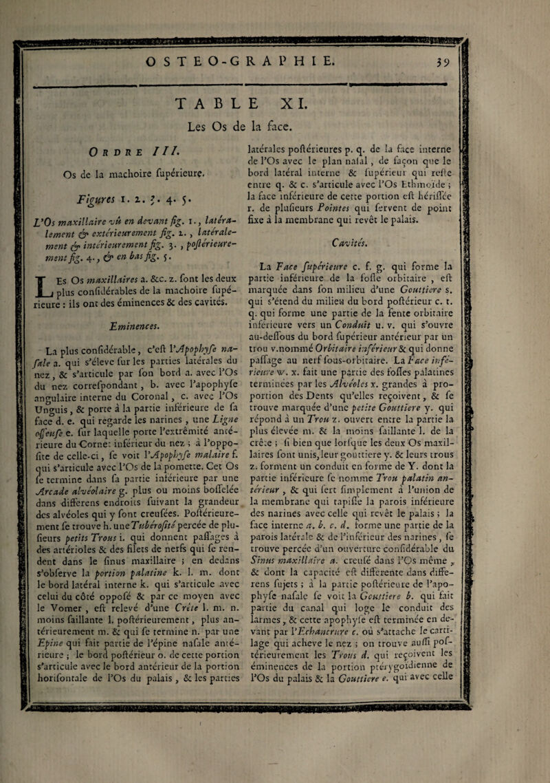 TABLE XI. Les Os de la face. Ordre III. Os de la mâchoire fupérieure. Figures i. i. 4. 5. L’Os maxillaire vu en devant fig. 1., latéra¬ lement & extérieurement fig. 1. , latérale¬ ment & intérieurement fig. 3. , pojlérieure- ment fig. 4., & en basfig. 5. Les Os maxillaires a. &c. z. font les deux plus confidérables de la mâchoire fupé¬ rieure : ils ont des eminences & des cavités. Eminences. La plus confidérable, c’eft 1 ’Apophyfe na¬ fale a. qui s’élève fur les parties latérales du nez, & s’articule par fon bord a. avec l’Os du nez correfpondant, b. avec l’apophyfe angulaire interne du Coronal, c. avec l’Os Unguis , & porte à la partie inférieure de fa face d. e. qui regarde les narines , une Ligne of'eufe e. fur laquelle porte l’extrémité anté¬ rieure duOorne: inférieur du nez ; à l’oppo- fite de celle-ci, fe voit 1 ’Apophyfe malaire f. qui s’articule avec l’Os de la pomette. Cet Os fe termine dans fa partie inférieure par une Arcade alvéolaire g. plus ou moins bolTelée dans differens endroits fuivant la grandeur des alvéoles qui y font creufées. Poftérieure- ment fe trouve h. uncTttbérofitépercée de plu- ffeurs petits Trous i. qui donnent paflages à des artérioles & des filets de nerfs qui fe ren¬ dent dans le finus maxillaire ; en dedans s’obferve la portion palatine k. 1. m. dont le bord latéral interne k. qui s’articule avec celui du côté oppofé & par ce moyen avec le Vomer , eft relevé d’une Crète 1. ni. n. moins faillante 1. poftérieurement, plus an¬ térieurement m. & qui fe termine n. par une *P ine qui fait partie de l’épine nafale anté¬ rieure ; le bord poftérieur o. de cette portion s’articule avec le bord antérieur de la portion horifontale de l’Os du palais , & les parties latérales poftérieures p. q. de la face interne de l’Os avec le plan nafal, de façon que le bord latéral interne & fupérieur qui refte entre q. & c. s’articule avec l’Os Ethmoïde ; la face inférieure de cette portion eft hériflee r. de plufieurs Pointes qui fervent de point fixe d la membrane qui revêt le palais. Cavités. La Face fupérieure c. f. g. qui forme la partie inférieure de la folle orbitaire , eft marquée dans fon milieu d’une Gouttière s. qui s’étend du milieu du bord poftérieur c. t. q. qui forme une partie de la fente orbitaire inférieure vers un Conduit u. v. qui s’ouvre au-deflous du bord fupérieur antérieur par un trou v.nommé Orbitaire inférieur St qui donne paffage au nerf fous-orbitaire. La Face infé¬ rieure w. x. fait une partie des folîes palatines terminées par les Alvéoles x. grandes d pro¬ portion des Dents qu’elles reçoivent, & fe trouve marquée d’une petite Gouttière y. qui répond d un Trou z. ouvert entre la partie la plus élevée m. & la moins faillante 1. de la crête ; fi bien que lorfque les deux Os maxil¬ laires font unis,leur gouttière y. & leurs trous z. forment un conduit en forme de Y. dont la partie inférieure fe nomme Trou palatin an¬ térieur , & qui fert Amplement d l’union de la membrane qui rapide la parois inférieure des narines avec celle cpii revêt le palais 1 la face interne a. b. c. d. forme une partie de la parois latérale & de l’inférieur des narines , fe trouve percée d’un ouverture confidérable du Sinus maxillaire a. creufé dans l’Os même y & dont la capacité eft differente dans diffe¬ rens fujets ; d la partie poftérieure de l’apo- phyfc nafale le voit la Gouttière b. qui fait partie du canal qui loge le conduit des larmes , & cette apophyfe eft terminée en de¬ vant par l’Echancrure c. où s’attache le carti¬ lage qui achevé le nez ; on trouve au fil pof¬ térieurement les Trous d. qui reçoivent les éminences de la portion ptérygoïdienne de l’Os du palais & la Gouttière e. qui avec celle