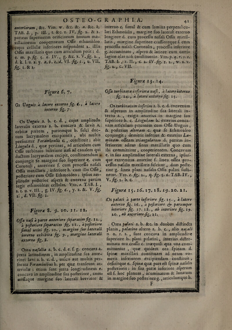 anteriorum, &c. Vid. vr. 8cc. 8c. a. 8cc. k. TAB. .1. , p. III. , t. &c. z. IV. j%. i. & i. partem fuperiorcm onticiorum linuum ma¬ xillariorum coopertorum Ofle ethmoideo reujus cellulæ inferiores refpondent z. illis Ollis maxillaris quo cum articulum petit ; d. e. m. p.fig. s- 6. IV., g. &c. x. W.fig. z., d. k. 1. u. x. y. a. b. c.:d. VI. fig. i., u. VII. fig. i. & z- interno c. fimul & cum lamina perpendicu¬ lari Ethmoidis , margine luo laterali externo longiore d. cum proceflu nafali Odis maxil¬ laris , margine fuperiore craflioreque £ cum proceflu nafali Coronalis , procefiu inferiore g. accuminato , afpcro & latiore cum carti¬ lagine alas nafi conftituente. Vid. p. q. r. s. t. TAB. I» ,• r. II. , c. z. IV. fig. i. z., w. x. v. c. VII. Fi Figuret 6. 7. Os Unguis a latere externo fig. g., à latere interno fig. 7. Os Unguis a. b. c. d. , cujus amplitudo lateralis externa a. b. concava & laevis a. orbita: partem , partemque b. fulci duc¬ tum lacrymalem excipientis , ubi multis perforatur Foraminalis c., conftituit ; abit Ungula d., quæ pertinet, ad articulum cum Ofle turbinato inferiore nafi ad canalem qui dudtum lacrymalem excipit, conftituendum conjungit ie margine fiio fuperiore e. cum Coronali , anteriore f. cum proceflu nafali Oflis maxillaris, inferiore h. cum illo Ofle,, pofteriore cum Ofle Ethmoideo ; ipfius am¬ plitudo pofterior afpera 8c convexa partim te^it ethmoideas cellulas. Vid. 0. TAB. I. , s. t. u- v. III., g. IV. j%- 6., y. z. &. V. fig. z., d. VII.fig. z. Fiaurtt S. 9. 10. 11. 11. Ojfa nafi a parte anteriore feparatimfig. lz.y a pofieriore feparatim fig. tt.,a pofteriore fimul uniti fig. 10. , margine ftto laterali interno exhibita fig. <?.} margine laterali externo fig. 8. Ossa nafalia a. b. c. d. e. £ g. concava a. juxta latitudinem , in amplitudine fua ante¬ riori lævi a. b. c. d. , unico aut inultis per¬ forata Foraminibus b. per qua: tranfeunt ar¬ teriola: s etiam fune justa longitudinem e. concava in amplitudine fua pofteriore , com- miflaque margine fuo laterali breviore & IgUYA 13. 14. Ojfa turbinata inferiora nafi , a latere interno fig. 14., à latere externo fig. 1 j. Os turbinatum inferius a. b. c. d. convexum Zc afpeium in amplitudine fua laterali in¬ terna a. , exigit anterius in margine fuo fuperiore b. c. Lingulam h. exterius conca¬ vam articulum petentem cum Ofle Unguis , & poilerius alteram c. qua: ,fe Ethmoideo conjungit ; demittit inferius & exterius La¬ minam ofleam triangularem d. partem in¬ feriorem aditus finus maxillaris quo cum ibi committitur , cooperientem. Concavum e. in fua amplitudine laterali externa , ipfiuf- que extremitas anterior £ linea oflea pro- ceflus nafalis maxillaris fulcitur , dum pofte¬ rior g. linea plani nafalis Olfis palati fufti- netur. Vid. c. fig. z., q. fig. 5. 6. TAB. IV., y.fig. z. b. c. Figura 15.16. 17. 18.19.20. 21. Os palati a parte inferiore fig. 1 , a latere externo fig. 16. , à pofteriore & parumper interiore fig. 17. iS. , ab interiore fig. 19. zo. , ab amer iere fig. zi. Ossa palati a. b. & c. in duobus diftin-dta planis , palatino altero a. b. c. , alio najali n. o. r. s. , fune concava in amplitudine fuperiore b. plani palatini , interius difter- minata ora crafla c. inaequali qua una com¬ mittuntur , qua: quidem ora fpinam d. fpinte maxillari .continuam ad oram vo¬ meris inferiorem excipiendam conftituit , definitque e. Spina quæ pars eft fpinæ nafalis porterions ; in fua parce iuferiore afperum eft £ hoc planum , acuminatum & lunatum in margine fuo pofteriore g., articulumque h. F