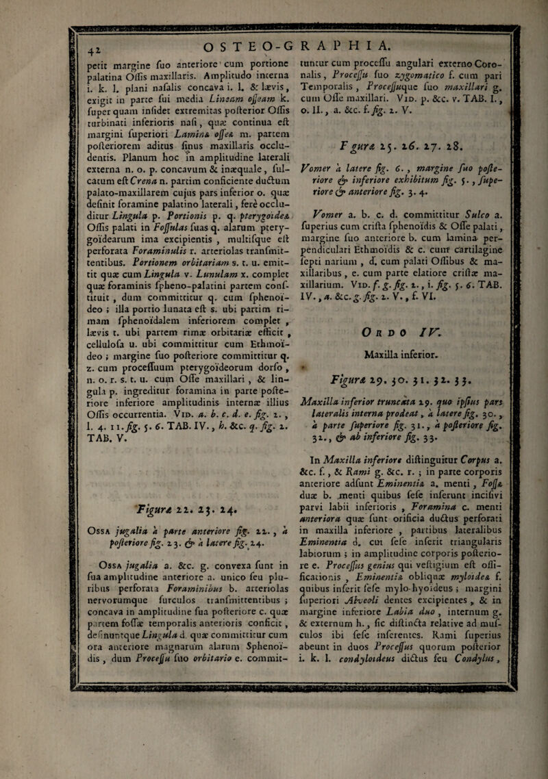41 petit margine fuo anteriore cum portione palatina Oiïis maxillaris. Amplitudo interna i. k. 1. plani nafalis concava i. 1. & laevis, exigit in parte fui media Limam ojjeam k. fuperquam inlidet extremitas pofterior Offis turbinati inferioris nati, quae continua eft margini fuperiori Lamina. ofiea m. partem pofleriorem aditus Imus maxillaris occlu¬ dentis. Planum hoc in amplitudine laterali externa n. o. p. concavum & inaequale, ful- catum eft Crena n. parcim conficiente duftum palato-maxillarem cujus pars inferior o. quae definit foramine palatino laterali, ferè occlu¬ ditur Lingula p. Portionis p. q. pterygoidea Offis palati in Fojfulas fuas q. alarum ptery¬ goidearum ima excipientis , multifque eft perforata Foraminalis r. arteriolas tranfmit- tentibus. Portionem orbitariam s. t. u. emit¬ tit quae cum Lingula v. Lunulam x. complet quae foraminis fpheno-palatini partem conf- tituit , dum committitur q. cum fphenoi- deo ; illa portio lunata eft s. ubi partim ri¬ mam fphenoidalem inferiorem complet , larvis t. ubi partem rima: orbitariae efficit t cellulofa u. ubi committitur cum Ethmoi- deo ; margine fuo pofteriore committitur q. z. cum procefluum pterygoideorum dorfo , n. o. r. s. t. u. cupa OlTe maxillari , & lin¬ gula p. ingreditur foramina in parte pofte¬ riore inferiore amplitudinis internae illius Offis occurrentia. Vn>. a. b. c. d. e. fig. i. , 1. 4. 11 .fig. j. 6. TAB. IV., h. &c. q. fig. x. TAB. V. OSTEO-GRAPHIA. tuntur cum proccffu angulari externo Coro¬ nalis , Procefiu fuo zygomatico f. cum pari Temporalis , Frocejjui^nc fuo maxillari g. cum Olle maxillari. Vid. p. &c. v. TAB. I., o. II., a. &c. (-fig. z. V. 'Figuret 11. IJ. 14. Ossa jugalia a parte anteriore fig. zz. , a pofieriore fig. z 3. & a latere fig. Z4. Ossa jugalia a. & c. g. convexa funt in fua amplitudine anteriore a. unico feu plu¬ ribus perforata Foraminibus b. arteriolas nervorumque furculos tranfmitrentibus ; concava in amplitudine fua pofteriore c. quae partem foliae temporalis anterioris conficit , defmuntque Lingula d. qua; committitur cum ora anteriore magnarum alarum Sphenoi- Fgura 25. 16. 27. 28. Vomer d latere fig. 6. , margine fuo pofie¬ riore <& inferiore exhibitum fig. 5. , fupe- riore & anteriore fig. 3. 4. Vomer a. b. c. d. committitur Sulco a. fuperius cum crifta fphenoidis & Ofle palati, margine fuo anteriore b. cum lamina per¬ pendiculari Ethmoïdis & c. cum cartilagine fepti narium , d'. cum palati Offibus & ma¬ xillaribus , e. cum parte elatiore crifta: ma¬ xillarium. Vid. f. g-fig. t., i. fig. t. 6. TAB. IV. t a. &c.g-fig. 2.. V., f. VI. Ordo IF Maxilla inferior. 9 Figura 29. 30. $ 1. $2. 3 Maxilla inferior truncata ip. quo ipfius pars lateralis interna prodeat, a latere fig. 30., a parte fuperiore fig. 31., a pofieriore fig. 31., & *b inferiore fig. 33. In Maxilla inferiore diftinguitur Corpus a. &c. f., & Rami g. &c. r. ; in parte corporis anteriore adfunt Eminentia a. menti, Fofia duae b. menti quibus fefe inferunt incifivi parvi labii inferioris , Foramina c. menti anteriora quæ funt orificia du&us perforati in maxilla inferiore , partibus lateralibus Eminentia d. eut fefe inferit triangularis labiorum > in amplitudine corporis pofterio¬ re e. Proce fias genius qui veftigium eft offi- ficationis > Eminentia obliquae myloidea f. quibus inferit fefe mylo hyoideus ; margini fuperiori Alveoli dentes excipientes * & in margine inferiore Labia duo , internum g. & externum h., fic diftindfta relative ad muf- cnlos ibi fefe inferentes. Rami fuperius abeunt in duos Procefius quorum pofterior