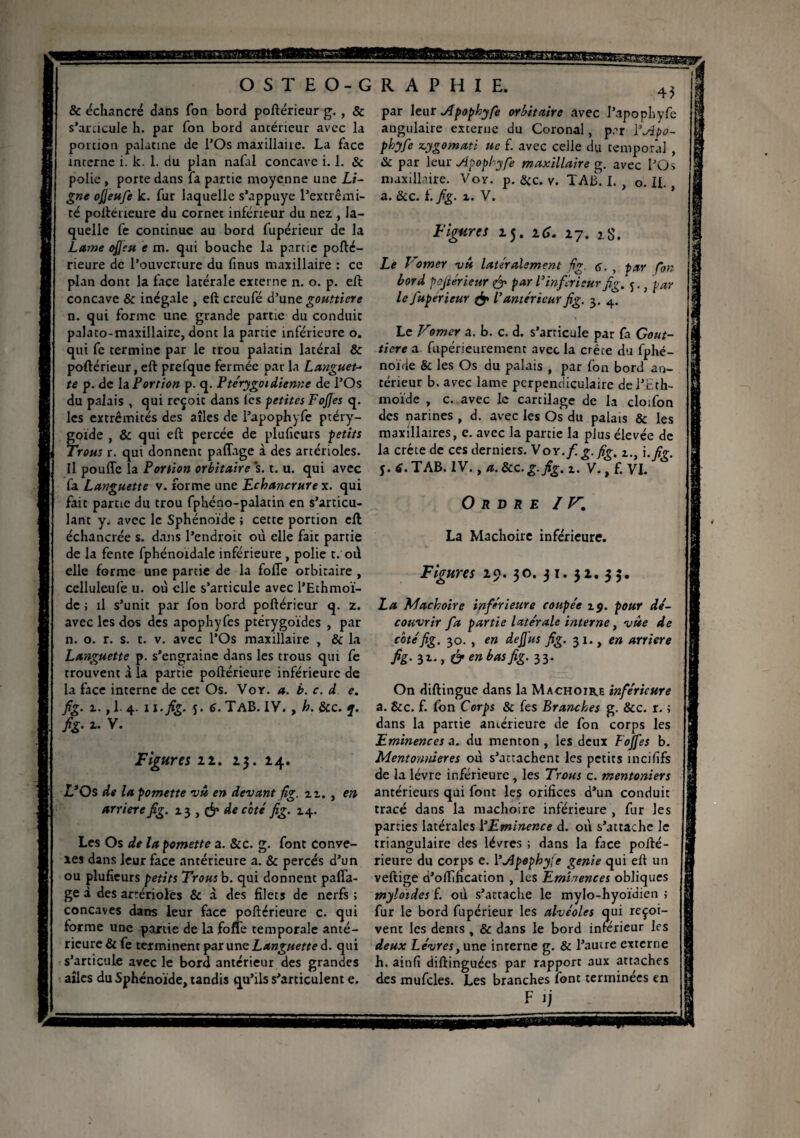 & échancré dans Ton bord poftérieur g. , & s'articule h. par fon bord antérieur avec la portion palatine de l'Os maxillaire. La face interne i. k. 1. du plan nafal concave i. 1. & polie , porte dans fa partie moyenne une Li¬ gne ojjeufe k. fur laquelle s’appuye l'extrémi¬ té poftérieure du cornet inférieur du nez , la¬ quelle fe continue au bord fupérieur de la Lame ofieu e m. qui bouche la partie pofté- rieure de l’ouverture du (mus maxillaire : ce plan dont la lace latérale externe n. o. p. eft concave & inégale , eft creufé d'une gouttière n. qui forme une grande partie du conduit palato-maxillaire, dont la partie inférieure o. qui fe termine par le trou palatin latéral & poftérieur, eft prefque fermée par la Languet¬ te p. de la. Portion p. q. Pte'rygoidienne de l’Os du palais , qui reçoit dans (ès petites FoJJes q. les extrémités des allés de l'apophyfe ptéry- goide , & qui eft percée de plufieurs petits Trous r. qui donnent paffage à des artérioles. Il pouffe la Portion orbitaire s. t. u. qui avec fa Languette v. forme une Echancrure x. qui fait partie du trou fphéno-palatin en s’articu¬ lant y„ avec le Sphénoïde ; cette portion eft échancrée s. dans l'endroit où elle fait partie de la fente fphénoïdale inférieure , polie t. où elle forme une partie de la foffe orbitaire , celluleufe u. où elle s’articule avec l’Ethmoï- de ; il s’unit par fon bord poftérieur q. z. avec les dos des apophyfes ptérygoïdes , par n. o. r. s. t. v. avec l’Os maxillaire , & la Languette p. s’engraine dans les trous qui fe trouvent à la partie poftérieure inférieure de la face interne de cet Os. Vor. a. b. c. d e. fig. i., 1. 4. x i.fig. 5. 6. TAB. iy., h. &c. j. fig. x. V. Figures 22. 23. 24. L’Os de la pomette vu en devant fig. u,, en arriéré fig. 13 , & de côté fig. 14. Les Os de la pomette a. &c. g. font conve¬ xes dans leur face antérieure a. & percés d’un ou plufieurs petits Trousb. qui donnent paffa¬ ge à des artérioles & à des filets de nerfs; concaves dans leur face poftérieure c. qui forme une partie de la foffe temporale anté¬ rieure & fe terminent pat une Languette d. qui s'articule avec le bord antérieur des grandes ailes du Sphénoïde, tandis qu’ils s’articulent e. R A P H I E. 43 par leur Apophyfe orbitaire avec l’apophyfe angulaire externe du Coronal, per l'Apo- phyfie scygomati ue f. avec celle du temporal , 8c par leur Apopl-yfe maxillaire g. avec l’Os maxillaire. Voy. p. &c. v. TAB. I. , o. IL , a. & c. f. fig. x. V. Figures 25. 16. 27. 28. Le l'orner vû latéralement fig. <5. , pur fon bord poftérieur & par P inférieur fig. j.} par le Jupericur & l'antérieur fig. 3. 4. Le Vomer a. b. c. d. s’articule par fa Gout¬ tière a fupérieurement avec la crête du fphé- noïde & les Os du palais , par fon bord an¬ térieur b. avec lame perpendiculaire del’Eth- moïde , c. avec le cartilage de la cloifon des narines , d. avec les Os du palais & les maxillaires, e. avec la partie la plus élevée de la crête de ces derniers. Voy .fi g. fig. z., i.fig. y. 6. TAB. IV., a. &c. g. fig. 1. V., fi VI. Ordre I V% La Mâchoire inférieure. Figures 29. 30. 3 1. 3 2. 3 5. La Mâchoire inférieure coupée z$. pour dé¬ couvrir fia partie latérale interne, vue de côté fig. 30. , en de fus fig. 31., en arriéré fig- 31* > à en bas fig. 33. On diftingue dans la Mâchoire inférieure a. &c. f. fon Corps & fes Branches g. &c. r. ; dans la partie antérieure de fon corps les Eminences a. du menton , les deux Fojfes b. Mentonnières où s’attachent les petits incififs de la lèvre inférieure, les Trous c. mentoniers antérieurs qui font les orifices d’un conduit tracé dans la mâchoire inférieure , fur les parties latérales l'Eminence d. où s’attache le triangulaire des lèvres ; dans la face pofté¬ rieure du corps e. l'Apophyfe genie qui eft un veftige d’offification , les Eminences obliques myloides f. où s’attache le mylo-hyoïdien ; fur le bord fupérieur les alvéoles qui reçoi¬ vent les dents, & dans le bord inferieur les deux Lèvres, une interne g. & l’autre externe h. ainfi diftinguées par rapport aux attaches des mufcles. Les branches font terminées en F ij