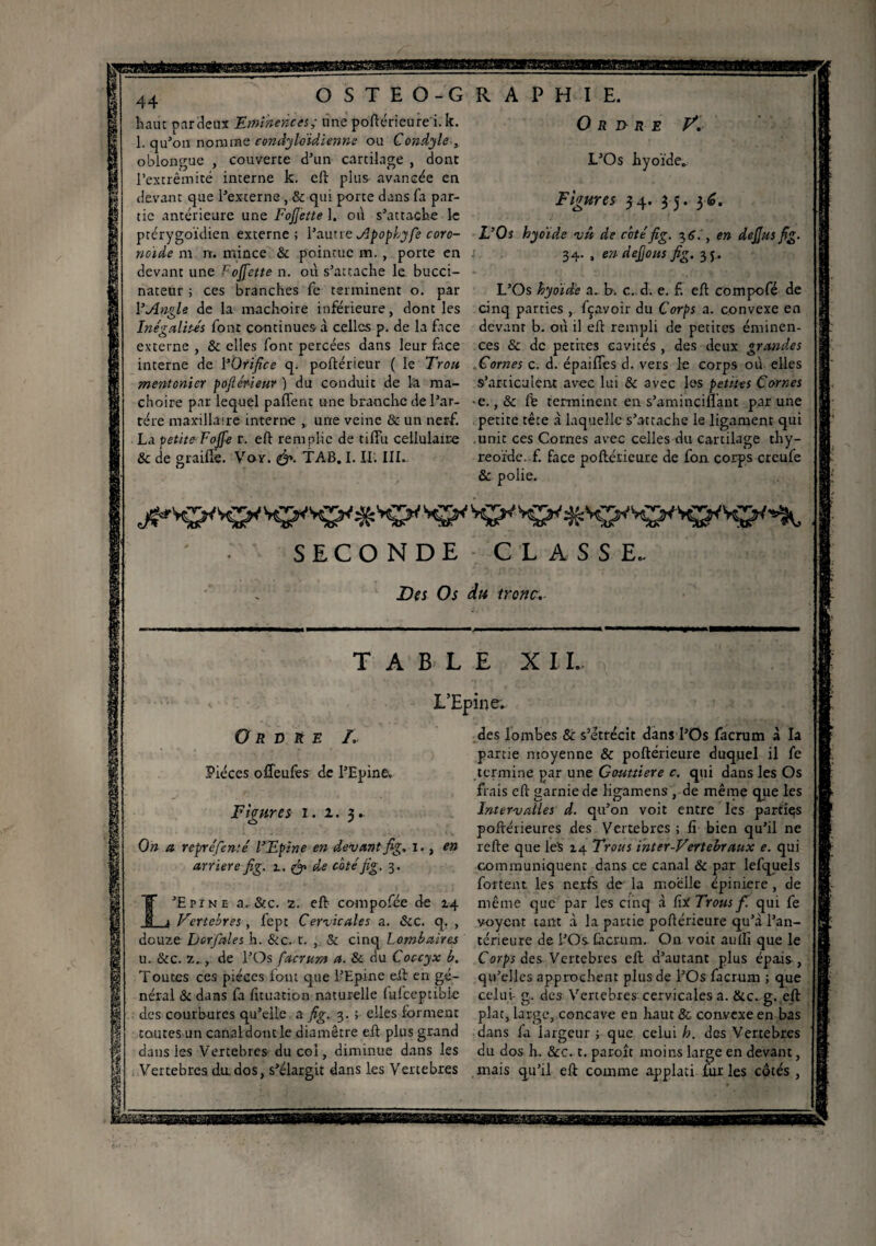 haut par deux Eminences,- une poftérieure'i. k. 1. qu’on nomme condyloïdienne ou Condyle , oblongue , couverte d’un cartilage , dont l’extrémité interne k. eft plus- avancée en devant que l’externe , & qui porte dans fa par¬ tie antérieure une FoJJette 1. où s’attache le ptérygoïdien externe; l’autre ApopLyfe coro- noide m n. mince & pointue m. , porte en devant une Foffette n. où s’attache le bucci- nateur ; ces branches fe terminent o. par Y Angle de la mâchoire inférieure, dont les Inégalités font continues à celles p. de la face externe , & elles font percées dans leur face interne de YOrifice q. poftérieur ( le Trou mentonier poftérieur ) du conduit de 1a mâ¬ choire par lequel paflent une branche del’ar- tére maxillaire interne „ une veine & un nerf. La petite-Foffe r. eft remplie de tiffu cellulaire & de graille. Voy. &• TAB. I. IL III. O R J> R E V. L’Os hyoïde. Figures 34. 35. L’Os hyoïde vû de côtéfig. 36. , en dejjus fig. 34. , en defjous fig. 35. L’Os hyoïde a. K c. d. e. £ eft compofé de cinq parties , fçavoir du Corps a. convexe en devant b. où il eft rempli de petites éminen¬ ces & de petites cavités , des deux grandes .Cornes c. d. épaifies d. vers le corps où elles s’articulent avec lui & avec les petites Cornes •e. ,& ffe terminent en s’aminciflant par une petite tête à laquelle s’attache le ligament qui unit ces Cornes avec celles du cartilage thy- reoïdc. f. face poftérieure de fon corps creufe & polie. SECONDE CLASSE. Des Os du troue. TABLE X I !.. L’Epine. Ordre I. Pièces offeufes de l’Epine, Figures 1. 1. On a repréfen.-é l’Epine en devant fig, 1. arriéré fig. n. & de côté fig. 3. en ’Epine a. &c. 2. eft cornpofée de 14 Vertébrés , fept Cervicales a. «Sic. q. , douze Derfales h. &c. t. , & cinq Lombaires u. &c. z.., de l’Os factura a. & du Coccyx b. Toutes ces pièces font que l’Epine eft en gé¬ néral Si dans fa fttuation naturelle fulceptible des courbures qu’elle a fig. 3. ; elles forment toutes un canal dont le diamètre eft plus grand daus les Vertébrés du coi, diminue dans les Vertebres du. dos, s’élargit dans les Vertébrés des lombes & s’étrécit dans l’Os facrum à la partie moyenne & poftérieure duquel il fe termine par une Gouttière c. qui dans les Os frais eft garnie de ligamens , de même que les Intervalles d. qu’on voit entre les parties poftérieures des Vertebres ; fi bien qu’il ne refte que leS 14 Trous inter-Vertebraux e. qui communiquent dans ce canal & par lefquels fortent les nerfs de la moelle épiniere , de même que par les cinq à fii Trous fi qui fe voyent tant à la partie poftérieure qu’à l’an¬ térieure de l’Os facrum. On voit aullï que le Corps des Vertebres eft d’autant plus épais, qu’elles approchent plus de l’Os facrum ; que celui- g. des Vertebres cervicales a. &c. g. eft plat, large, concave en haut & convexe en bas dans fa largeur ; que celui h. des Vertebres du dos h. Sec. t. paroît moins large en devant, mais qu’il eft comme applati fur les côtés ,