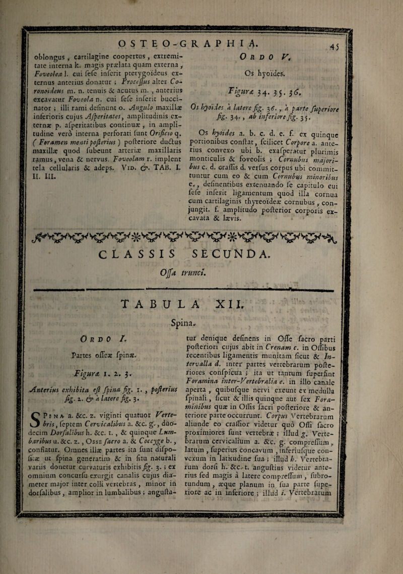 oblongus , cartilagine coopertus , extremi¬ tate interna k. magis prselata quam externa , Foveolea 1. eui fefe infcrit pterygoideus ex¬ ternus anterius donatur ; Procejjus alter Co¬ ronoideus m. n. tenuis & acutus m. , anterius excavatur Foveola n. cui fefe inferit bucci¬ nator ; illi rami definunt o. Angulo maxillae interioris cujus Afperitates, amplitudinis ex¬ ternae p. afperitatibus continuae, in ampli¬ tudine vero interna perforati funt Orificio q. ( Foramen menti pojlerius ) pofteriore dudlus maxillae quod fubcunt arteriae maxillaris ramus, vena & nervus. Foveolam r. implent tela cellularis & adeps. Vid. &. TAB. I. II. III. 45 Ordo V, Os hyoïdes. Figura 34. 35. $6. Os hyoïdes k Utere fig. 3 g. , a parte fiiperiore fiS• 34- , ttb inferiore fig. 35. Os hyoïdes a. b. c. d. e. f. ex quinque portionibus conflat, fcilicet Corpore a. ante¬ rius convexo ubi b. exafperatur plurimis monticulis & fo-veolis ; Cornubus majori¬ bus c. d. craffis d. verfus corpus ubi commit¬ tuntur cum eo & cum Cornubus minoribus e„, delinentibus extenuando fe caoitulo eui fefe inferit ligamentum quod illa cornua cum cartilaginis thyreoideae cornubus , con¬ jungit. f. amplitudo poflerior corporis ex¬ cavata & laevis. CLASSIS SECUNDA. Offa trunci. TABULA XII. Spina. Ordo h Partes offeae fpinae. Figura 1. 2. 3. Anterius exhibita e fi fpina fig. 1. , pofierius fig. z. <& 'a latere fig. 3. SPina a. &c. z. viginti quatuor Verte¬ bris, feptem Cervicalibus a. &c. g., duo¬ decim Dorfalibus h. &c. t. , & quinque Lum¬ baribus u. &c. z., Osse facro a. & Coccyge b., conflatur. Omnes illae partes ita funt difpo- Cux ut fpina generarim Sc in fi tu naturali variis donetur curvaturis exhibitis fig. 3. ; ex omnium concurfu exurgit canalis cujus dia¬ meter major inter colli vertebras , minor in dorfalibus , amplior in lumbalibus ; angufta- tur denique delinens in OfTe facro parti pofteriori cujus abit in Crenam c. in Oflibus recentibus ligamentis munitam ficut & In¬ tervalla d. inter partes vertebrarum poflc- riores confpfcira ; ita ut tantum fuperfint Foramina inter-Vertebrali a e. in illo canale aperta , quibufque nervi exeunt cx medulla fpinali, ficut & illis quinque aut fex Fora¬ minibus quæ in Offis facri pofteriore & an¬ teriore parte occurrunt. Corpus Vertebrarum aliunde eo craffior videtur quo Ofti facro proximiores funt vertebrae ,* illud g. Verte¬ brarum cervicalium a. &c. g. comprefilun, latum , fuperius concavum , inferiufque con¬ vexum in latitudine fu a- ; illud h. Vertebra¬ rum dorfi h. anguftias videtur ante¬ rius fed magis à latere compreffum , fubro- tundum , æque planum in fua parte fupe- riore ac in inferiore ; illud i. Vertebrarum