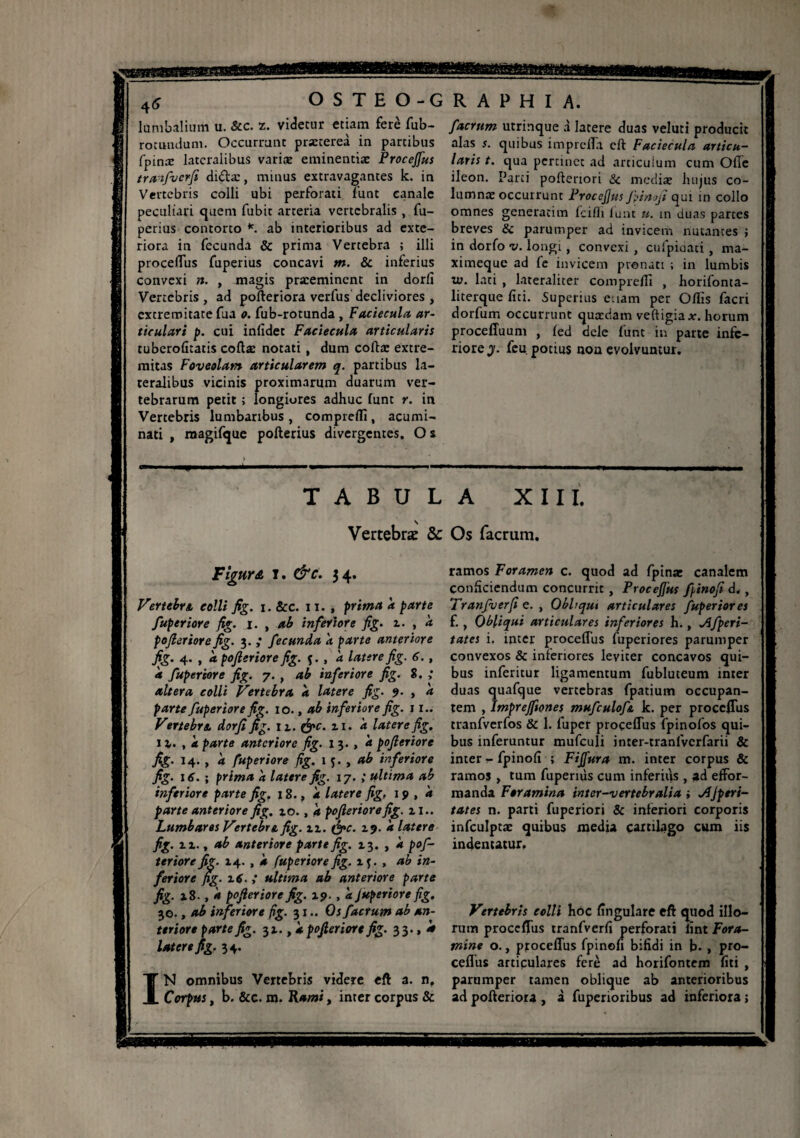 lumbalium u. &c. z. videtur etiam ferè fub- rotundum. Occurrunt prxtereà in partibus fpinÆ lateralibus varice eminentiæ Procejfus tranfverfi didtæ, minus extravagantes k. in Vertebris colli ubi perforati Tunt canale peculiari quem fubit arteria vertebralis , fu- perius contorto *. ab interioribus ad exte¬ riora in fecunda 5c prima Vertebra ; illi proceflus fuperius concavi m. & inferius convexi n. , magis præemincnt in dorfi Vertebris , ad pofteriora verfus decliviores , extremitate fua o. fub-rotunda , Faciecula ar¬ ticulari p. cui infidet Faciecula articularis tuberoûtatis coftæ notati, dum cofta: extre¬ mitas Foveolam articularem q. partibus la¬ teralibus vicinis proximarum duarum ver¬ tebrarum petit ; longiores adhuc funt r. in Vertebris lumbaribus, comprefli, acumi¬ nati , magifque pofterius divergentes. Os /aerum utrinque à latere duas veluti producit alas s. quibus imprefla eft Faciecula articu¬ laris t. qua pertinet ad arcicuium cum Ofie ileon. Parci pofteriori & mediae hujus co¬ lumna: occurrunt Procejjus fpinoji qui in collo omnes generatim fcifli lunt u. m duas parces breves & parumper ad invicem nutantes ; in dorfo v. longi, convexi , cufpidati, ma- ximeque ad fe invicem pronati ; in lumbis w. lati , lateraliter comprefli , horifonta- literque lui. Superius c.iam per Oflis facri dorfum occurrunt quædam veftigiax. horum proceffuum , (ed dele funt in parte infe¬ riore j. feu. potius non evolvuntur. TABULA XIII Vertebrae & Os facrum. Figur& t. &c. 34» Vertebri colli fig. i. &c. 11. , prima a parte fuperiore fig. i. , ab inferiore fig. i. , a pojleriore fig. 3. ,* fecunda k parte anteriore fig. 4. , a pojleriore fig. $. , k latere fig. 6., a fuperiore fig. 7. , ab inferiore fig. $. ; altera colli Vertebra k latere fig. 9. , k parte fuperiore fig. 10., ab inferiore fig. 11.. Vtrtebn dorfi fig. 11. &c. 11. k latere fig. 11.. 7 k parte anteriore fig. 13. , k pojleriore fig. 14. , k fuperiore fig. 1 j. , ab inferiore fig. 16. ; prima k latere fig. 17. ; ultima ab inferiore parte fig. 18., k latere fig, 19 , k parte anteriore fig. 10. , 4 pojleriore fig. n.. Lumbares Vertebri fig. n. ife>c. 19.it latere fig. ii., ab anteriore parte fig. 13. , k pof- teriore fig. 14. , a fuperiore fig. if. , ab in¬ feriore fig. 16. ; ultima ab anteriore parte fig. x8. , k pojleriore fig. 19. , k Jupeviore fig. 30., ab inferiore fig. 31.. Os facrum ab an¬ teriore parte fig. 31. pojleriore fig. 33., à latere fig, 34. IN omnibus Vertebris videre eft a. n. Corpus, b. &c. m. Kami, inter corpus & ramos Foramen c. quod ad fpina: canalem conficiendum concurrit , ProceJJus fiinofi d. , Tranfverfi e. , Obbqut articulares fuperiores f. , Obliqui articulares inferiores h., jifperi- tates i. inter proceflus fuperiores parumper convexos & inferiores leviter concavos qui¬ bus inferitur ligamentum fubluteum inter duas quafque vertebras fpatium occupan¬ tem , Imprejftones mufculofi k. per proceflus tranfverfos & 1. fuper proceflus fpinofos qui¬ bus inferuntur mufculi inter-tranfvcrfarii & inter - fpinofi ; Fijfura m. inter corpus & ramos , tum fuperms cum inferius , ad effbr- manda Foramina inter-vertebralia ; Jfjptri- tates n. parti fuperiori & inferiori corporis infculptæ quibus media cartilago cum iis indentatur. Vertebris colli hoc Angulare eft quod illo¬ rum proceflus tranfverfi perforati lint Fora¬ mine o., proceflus fpinoh bifidi in b. , pro¬ ceflus articulares ferè ad horifontem fiti , parumper tamen oblique ab anterioribus ad pofteriora , à fuperioribus ad inferiora ; EEBSB