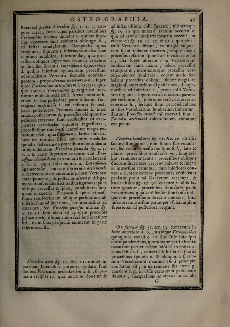 acaanan OSTEO-GRAPHIA. Praeterea prima Vertebra fig. i. z. 3. cor- pore caret , loco cujus partibus lateralibus Portionibus duabus donatur a. quibus fupe- rius excavatae funt cavitates oblongae b. , ad inftar condylorum Occipitalis quos excipiunt, figuratae ; inferius vero aliae duae c. minus notabiles , fubrotundæ , quae pro- ceflus obliquos fuperiores fecundæ vertebrae in finu fuo fovent ; Imprejftones ligamentoft d. quibus inferitur ligamentum proceffum odontoideum Vertebrae fecundae conftrin- gentem , prope Arcum anteriorem e., fuper quod Faci e cui am articularem f. excavat, qui¬ que anterius Tuberculum g. exigit cui infe¬ runtur mufculi re£h colli. Arcus poflerior h. etiam in fua pofteriore parte donatur Im- preffione mufculofa i. cui inferunt fe refti parvi pofteriores. Praeterea Lunuli k. inter arcum pofteriorem & proceffus obliquos fu¬ periores excavata: funt profundius ad exci¬ piendas vertebrales cranium ingrefluras , proceffufque tranfverfi lateraliter magis ex- trofum devii, quia For amen 1. latius non fo- lum ob initium illud fubeuntis medulla: fpinalis, fed etiam ob proceffum odontoideum in eo nidulatum. Vertebra fecunda fig. 4. f. 6. 7, 2. parte fuperiore corporis edit Pro- cejfum odontoideumfixtremitati & parti laterali a. b. c. cujus inferibuntur a. Imprejftones ligamentofae , anterius Faciecula articularis b. facieculae arcus anterioris primae Vertebrae correfpondens , & pofterius altera c. a liga¬ menti tranfverfaiis fr,i£tionibus figurata ; iplius obliqui proceffus & fpina , notabiliores funt quam in egeteris ; Foramen d. ipfius 'procef- fuura tran.fverforum oblique perforatum ab inferioribus ad fuperiora , ab interioribus ad exteriora, &c. Proceffus fpinofus ultimae fig. 9. 10. 11. ferè idem eft ac idem proceffus primae dorfi ; iliique ambo ferè horilontaliter fiti, ita ut fatis perfpicuè emineant in parte inferiore colli. Vertebri dorfi fig. 11. 8cc. zi. omnes in partibus lateralibus corporis figillatse funt duobus Facieculis articularibus a. b., fi pri¬ mam excipias 17. quæ unica a. donatur &c 49 ad inftar ultimae colli figurata , ultimamque fig. 19. in qua unica b. tantum occurrit & quae ad primae lumbaris formam accedit , ut videre eft fig. 18. 19. 20. & a 1.; quo plus à colli Vertebris diftant , eo magis lingula¬ rem luam induunt formam , eoque magis proceffus ipfarum fpinofi ad invicem nutant c., alia fuper alteram ; ut Vertebrarum lombarium fiunt vicina: , iidem proceflus exurgunt d. , mentiunturque proceffus cor- refpondentes lumbares : eodem modo fele habent proceffus obliqui , fluunt magis ac magis ab anterioribus ad pofteriora , à fupe- rioribus ad inferiora e., prout colli Verte¬ bras fugiunt ; fuperiores ad interiora parum¬ per vertuntur fi , inferiores vero parumper ad exteriora h. , ferèque fiunt perpendiculares ut illos Vertebrarum lumbarium imitentur ; illarum Proceffus tranfverfi excavati funt i. Foveola articulari tuberofitatem coftarum excipiente. Vertebri lumbares fig. zz. &c. 30. ab aliis facile diftinguntur , non folum luo volumi¬ ne , fed etiarrif proceffu fuo fpinofo l., lato & plano ; proceflibus tranfverlis m., longiori¬ bus , tenuibus & acutis ; proceflibus obliquis quorum fuperiores perpendiculares & fulçati n. introrfum vertuntur , dum inferiores con¬ vexi 0. à latere externo prodeunt ; craflefcunt paulatim prout ad Os facrum accedunt, & ita ut ultima fig. 2.7. 30. corpore p. aliis la¬ tiore gaudeat , proceflibus tranfverlis paulo brevioribus; quia verô fenfim fine fenfu obli¬ quorum proceffuum direftio mutatur , hinc inferiores antrorfum parumper afpiciunt,dum fuperiores ad pofteriora vergunt, Os facrum fig. 31. &c. 33. concavum in | facie anteriore a. b. , utrinque Foraminibus quinque b. canali c. in illo Offe infculpto correfpondentibus, quorumque parti obverfæ j occurrunt pariter decem alia d. in pofterio- ribus Ollis e. f. , convexis & hirfutis à fpuriis proceflibus fpinofis e. & obliquis f. fpuria- I rum Vertebrarum quarum Os à principio 1 conflatum eft , in extremitate fua crena g. j canalem c. g. in Offe excavatum perficiente donatis , inaequalibus & afperis in h. ubi j G