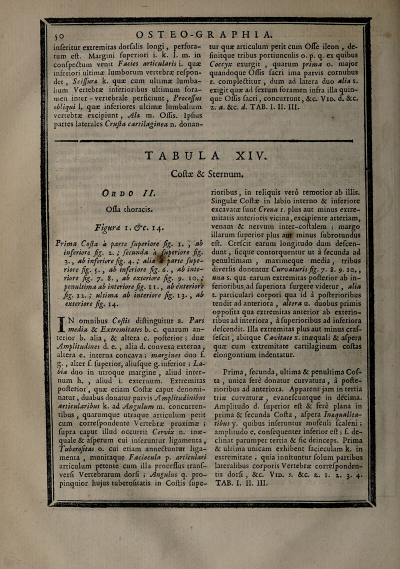 inferieur extremitas dorfalis longi, perfora¬ tum cft. Margini fuperiori i. k. 1. m. in confpedlum venit Faciès articularis i. quæ inferiori ultimæ lumborum vertebrae refpon- det , Scijfura k. quæ cum ultimae lumba¬ lium Vertebræ inferioribus ultimum fora¬ men inter - vertebrale perficiunt, ProceJJ'us obliqui 1. quæ inferiores ultimae lumbalium vertebrae excipiunt, Ah m. Ollis. Ipfius partes laterales Crujla cartilaginea n. donan- tur quae articulum petit cum Ofle ileon , de- finitque tribus portiunculis o. p. q. ex quibus Coccyx exurgit , quarum prima o. major quandoque Olfis facri ima parvis cornubus r. comple£litur , dum ad latera duo alia s. exigit quae ad fextum foramen infra illa quin¬ que Oflis facri, concurrunt, &c. Vi», fi. &C. z. a. &c. d. TAB. I. II. III, TABULA XIV. Coftæ & Sternum. Ordo II. Olïa thoracis. Figura i. &c. 14. Prima Cojla k parte fuperiore fig. 1. ab inferiore fig. z. ; fecunda a fuperiore fig. 3., ab inferiore fig. 4. ,* alia k parte fupe¬ riore fig. 5. , ab inferiore fig. 6. , ab inte¬ riore fig. 7. 8. , ab exteriore fig. 9. 10. j penultima ab interiore fig. 11., ab e'xterior'e fig. 11. ; ultima ab interiore fig. 13. , ab exteriore fig. 14. ÎN omnibus Cofiis diftinguitur a. Pars media & Extremitates b. c. quarum an¬ terior b. alia, & altera c. pofterior ; duae Amplitudines d. e. , alia d. convexa externa , altera e. interna concava ; margines duo f. g. , alter f. fuperior, aliufque g. inferior ; La¬ bia duo in utroque margine , aliud inter¬ num h. , aliud i. externum. Extremitas pofterior1, quæ etiam Coftae caput denomi¬ natur , duabus donatur parvis Amplitudinibus articularibus k. ad Angulum m. concurren¬ tibus , quarumque utraque articulum petit cum correfpondente Vertebrae proximæ ; fupra caput illud occurrit Cervix n. inae¬ quale & afperum cui inferuntur ligamenta, Tuberofitas o. cui etiam annefruntur liga¬ menta , munitaque Faciecula p. articulari articulum petente cum illa proceflus tranf- verfi Vertebrarum dorfi ; Angulus q. pro¬ pinquior hujus tuberofitatis in Collis fupe- riorihus, in reliquis vero remotior ab illis. Singulae Coftae in labio interno & inferiore excavatae funt Crena r. plus aut minus extre¬ mitatis anterioris vicina,excipiente arteriam, venam & nervum inter-collalem ; margo illarum fuperior plus aut minus fubrotundus eft. Crefcit earum longitudo dum defeen- dunt, ficque contorquentur ut à fecunda ad penultimam , maximeque media, tribus diverlis donentur Curvaturis fig. 7. 8. 9. 10., una s. qua earum extremitas pofterior ab in- ferioribus.ad fuperiora furgere videtur , alia t. particulari corpori qua id à pofterioribus tendit ad anteriora , altera u. duobus primis oppofita qua extremitas anterior ab exterio¬ ribus ad interiora , à fuperioribus ad inferiora defeendit. Illa extremitas plus aut minus craf- fefeit, abitque Cavitate x. inæquali & afpera quæ cum extremitate cartilaginum collas elongontium indentatur. Prima, fecunda, ultima & penultima Cof- ta , unica fere donatur curvatura, à pofle- rioribus ad anteriora. Apparent jam in tertia triæ curvaturx , evanefcuntque in decima. Amplitudo d. fuperior eft & ferè plana in prima & fecunda Colla , afpera InAqualita- tibus y. quibus inferuntur mufculi fcaleni ; amplitudo e. confequenter inferior eft ; f. de¬ clinat parumper tertia & lie deinceps. Prima & ultima unicam exhibent facieculam k. in extremitate > quia innituntur folum partibus lateralibus corporis Vertebræ correfponden- tis dorfi , &c. Vid. s. &c. z. 1. z. 3. 4. TAB. I. II. III.