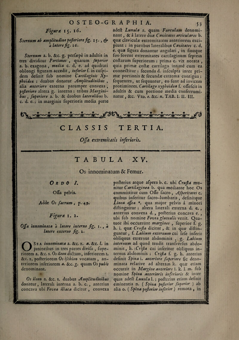 OSTEO-G RAPHIA. FlgHYA IJ. \6. Sternum ab amplitudine pofieriore fig. 1J. , é* a latere fig. 16. Sternum a. b. &c. g. perfæpè in adultis in tres dividitur Portiones , quarum /aperior a. b. exagona , media c. d. e. ad quadrati oblongi figuram accedit, inferior f. in cufpi- dem definit fub nomine Cartilaginis Xy¬ phoïdes. ; duabus donatur Amplitudinibus , alia anteriore externa parumper convexa, pojleriore alcera g. interna ; tribus Margini¬ bus , fuperiore a. b. & duobus lateralibus b. c. d. e. ; in marginis fuperioris media parte 53 adeft Lunula a. quam Furculam denomi¬ nant , Ôc à latere duæ Cavitates articulares b. quæ clavicula: extremitatem anteriorem exci¬ piunt ; in partibus lateralibus Cavitates c. d. e. qua figura donantur angulari , in finuque fuo fovent extremitates cartilaginum feptein Coftarum fuperiorum ; prima c. vix notata , quia primæ coftæ cartilago intimé cum ea connedfitur ; fecunda d. infculpta inter pri¬ mæ portionis & fecundæ extrema contigua ; fequentes, ut fequuntur, eo funt ad invicem proximiores. Cartilago xyphoïdea f. oflfefcitin adultis & cum portione media conferrumi¬ natur , & c. Viu. e. Scc. n. TAB. I. IL III. CLASSIS TERTIA. Offa extremitatis inferioris. TABULA XV. Os innominatam & Femur. O R D 0 /. Offa pelvis. Adde Os facrum , p. 45. Figura 1.2. <!> Offa innominata a latere interno fig. 1., a latere externo fig. z. OS s a innominata a. &c. z. a. &c. I. in junioribus in tres partes divifa , fupe- riorem a. &c. s. Os ileon diéfam, inferiorem t. &c. z. pofteriorem Os ifchion vocatam , an¬ teriorem inferiorem a. Scc. g. quam Os pubis denominant. Os ileon a. &c. s. duabus Amplitudinibus donatur, laterali interna a. b. c. , anterius concava ubi Fovea iliaca dicitur , convexa pofterius atque afpera b. c. ubi Crufta mu¬ nitur Cartilaginea b. qua mediante hoc Os committitur cum Olle facro , Afperitates c. quibus inferitur facro-lumbaris , definitque Linea offea *. qua major pelvis à minori diftinguitur ; altera laterali externa d. e. , anterius convexa d., pofterius concava e. , ubi fub nomine Foves, glutealis venit. Qua¬ tuor ibi occurrunt margines , fuperior f. g. h. i. quæ Crufia dicitur , & in quæ diffin¬ guntur , f. Labium externum cui fefe inferie obliquus externus abdominis , g. Labium internum ad quod tendit tranfverfus abdo¬ minis, h. iCrifia cui inferitur obliquus in¬ ternus abdominis ; Crifia f. g. h. anterius definit Spina i. anteriore fuperiore fic deno¬ minata relative ad alteram k. quæ etiam occurrit in Margine anteriore i. k. 1. m. fub nomine Spina anterioris inferioris Sc inter quas adeft Lumdal. ; pofterius etiam definit eminentia n. ( Spina pofierior fuperior ) ab alia o. ( Spina pofierior inferior ) remota , in
