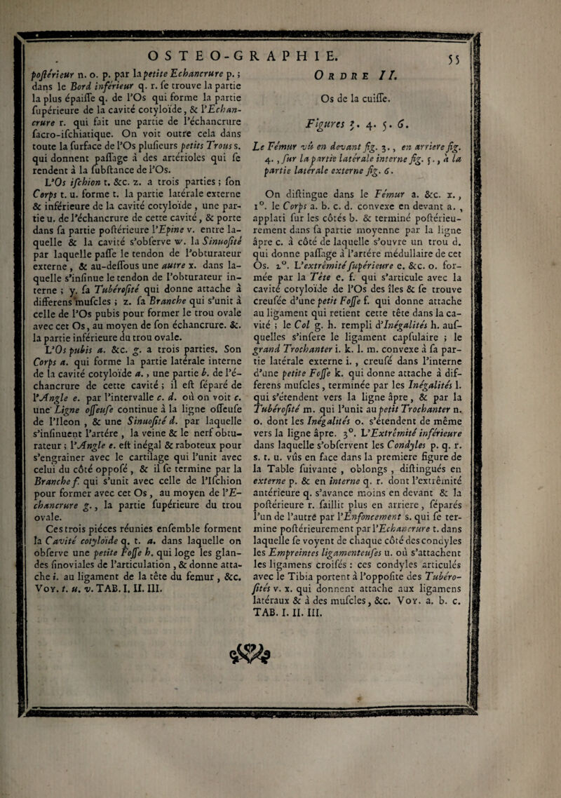 55 pofie'rieur n. o. p. par \apetite Echancrure p. ; dans le Bord inferieur q. r. fe trouve la partie la plus épaiffe q. de l’Os qui forme la partie fupérieure de la cavité cotyloïde, & Y Echan¬ crure r. qui fait une partie de l’échancrure facro-ifchiatique. On voit outre cela dans toute la furface de l’Os pluficurs petits Trous s. qui donnent paffagc à des artérioles qui fe rendent à la fubftance de l’Os. L’Or ifchion t. Sec. z. a trois parties ; fon Corps t. u. forme t. la partie latérale externe & inférieure de la cavité cotyloïde , une par¬ tie u. de l’échancrure de cette cavité, & porte dans fa partie poftérieure YEpine v. entre la¬ quelle & la cavité s’obferve w. la Sinuofité par laquelle paffe le tendon de l’obturateur externe , Se au-deffous une autre x. dans la¬ quelle s’infinue le tendon de l’obturateur in¬ terne ; y. fa Tubérofité qui donne attache à differens mufcles ; z. fa Branche qui s’unit à celle de l’Os pubis pour former le trou ovale avec cet Os, au moyen de fon échancrure. &. la partie inférieure du trou ovale. L’Os pubis a. Scc. g. a trois parties. Son Corps a. qui forme la partie latérale interne de la cavité cotyloïde a., une partie b. de l’é¬ chancrure de cette cavité ; il eft féparé de Y Angle e. par l’intervalle c. d. où on voit c. un t Ligne ojfeufe continue à la ligne offcufe de l’Ileon , & une Sinuofité d. par laquelle s’infinuent l’artére , la veine & le nerf obtu¬ rateur ; Y Angle e. eft inégal & raboteux pour s’engrainer avec le cartilage qui l’unit avec celui du côté oppofé , & il fe termine par la Branche fi qui s’unit avec celle de l’Ifchion pour former avec cet Os , au moyen de YE- chancrure g., la partie fupérieure du trou ovale. Ces trois pièces réunies enfemble forment la Cavité cotyloïde q. t. a. dans laquelle on obferve une petite Fojfe h. qui loge les glan¬ des finoviales de l’articulation , & donne atta¬ che i. au ligament de la tête du fémur , &c. Voy. t. «. v. TAB. I. II. III. Ordre IL Os de la cuiffe. Figures J. 4. 5.6. Le Fémur vu en devant fig. 3., en arriéréfig. 4. ,fiur la partie latérale interne fig. , a la partie latérale externe fig. 6. On diflingue dans le Fémur a. Sec. x., i°. le Corps a. b. c. d. convexe en devant a. , applati fur les côtés b. & terminé poftérieu- rement dans fa partie moyenne par la ligne âpre c. à côté de laquelle s’ouvre un trou d. qui donne pafTage à l’artére médullaire de cet Os. i°. U extrémité fupérieure e. &c. o. for¬ mée par la Tète e. f. qui s’articule avec la cavité cotyloïde de l’Os des îles & fe trouve creufée d’une petit Fojfe f. qui donne attache au ligament qui retient cette tête dans la ca¬ vité ; le Col g. h. rempli d'Inégalités h. auf- quelles s’infere le ligament capfulaire ; le grand Trochanter i. k. 1. m. convexe à fa par¬ tie latérale externe i. , creufé dans l’interne d’une petite Fojfe k. qui donne attache à dif¬ ferens mufcles, terminée par les Inégalités 1. qui s’étendent vers la ligne âpre, & par la Tubérofité m. qui l’unit au petit Trochanter n. o. dont les Inégalités o. s’étendent de même vers la ligne âpre. 30. L'Extrémité inférieure dans laquelle s’obfervent les Condyles p. q. r. s. t. u. vus en face dans la première figure de la Table fuivante , oblongs , diftingués en externe p. & en interne q. r. dont l’extrémité antérieure q. s’avance moins en devant & la poftérieure r. faillit plus en arriéré, féparés l’un de l’autre par YEnfoncement s. qui fe ter¬ mine poftérieurement par YEchancrure t. dans laquelle fe voyent de chaque côté des conoyles les Empreintes ligamenteufes u. où s’attachent les ltgamens croifés : ces condyles articulés avec le Tibia portent à l’oppofite des Tubéro- fités v. x. qui donnent attache aux ligamens latéraux Se à des mufcles, Scc. Voy. a. b. c. TAB. I. II. III.