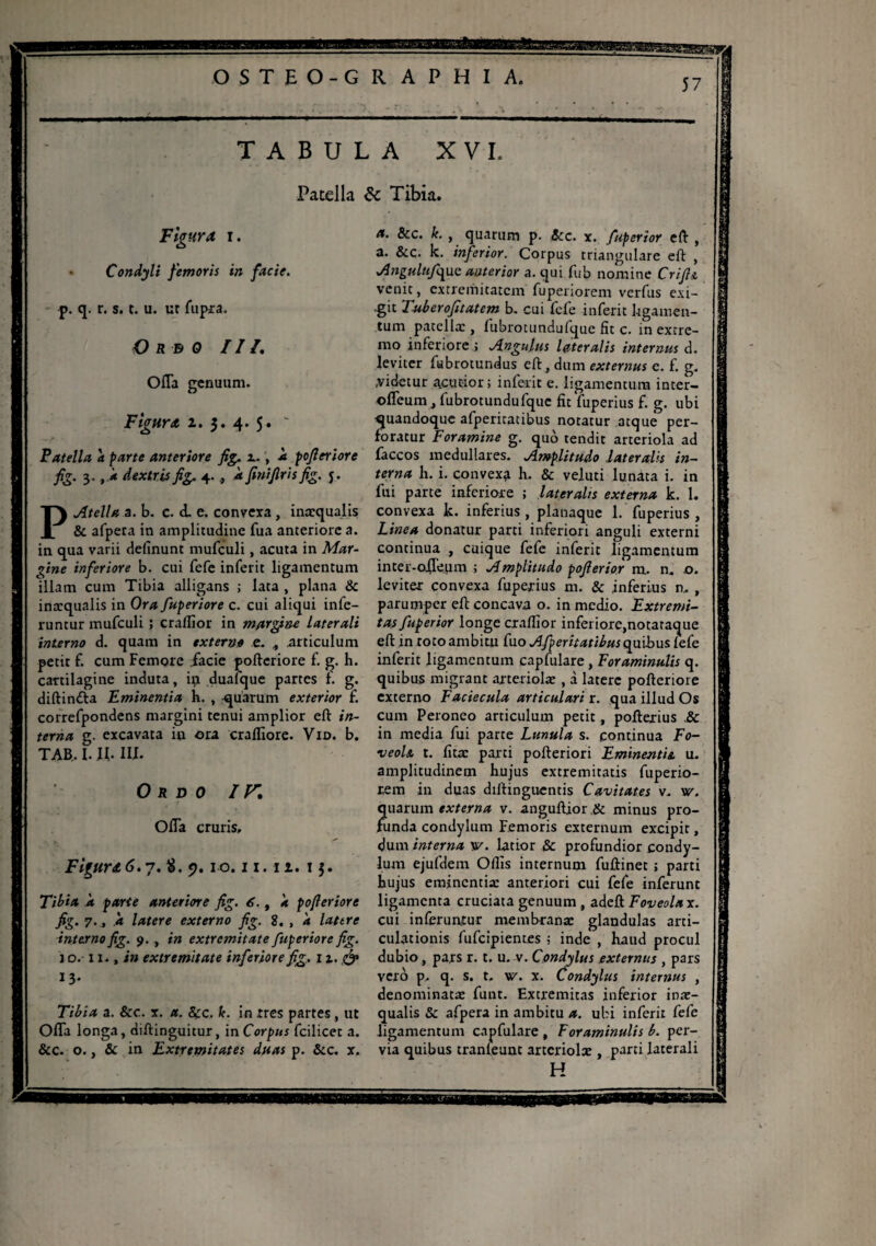 TABULA XVI. Patella 6c Tibia. Figura i. • Condyli femoris in facie. p. q. r. s. t. u. ut fupra. O RB 0 III. Oiïa genuum. Figura i. $. 4. 5. ' Patella a parte anteriore fig. x., à pofleriore fig. 3- *+ dextrisfig. 4., k finiflris fig. y. P Atella a. b. c. d. e. convexa, inaequalis & afpera in amplitudine fua anteriore a. in qua varii definunt mufeuli, acuta in Mar- gine inferiore b. cui fefe inferit ligamentum illam cum Tibia alligans ; lata , plana & inæqualis in Or a fuperiore c. cui aliqui infe¬ runtur mufeuli ; craflior in margflne laterali interno d. quam in externo c. „ .articulum petit f. cum Femore facie pofteriore f. g. h. cartilagine induta, in duafque partes f. g. diftin&a Eminentia h. , quarum exterior f. correfpondens margini tenui amplior eft in¬ terna g. excavata in ora cralïiore. Vid. b. T AB, I. II. III. O R D 0 IV, Oïïa cruris. Figura6. y. $. 9.10.11.11. 1 j. Tibia à parte anteriore fig. 6., a pofleriore fig. 7.., a latere externo fig. 8. , k lattre interno fig. 9. , in extremitate fuperiore fig. 1 o. 11., in extremitate inferiore fig. 1 %. & 13* Tibia a. &c. x. a. Sec. k. in très partes, ut Offa longa, diftinguitur, in Corpus fcilicet a. & c. o., & in Extremitates duas p. &c. x. a. &c. k. , quarum p. &c. x. fuperior eft , a. &c. k. inferior. Corpus triangulare eft , Angulttf^xc anterior a. qui fub nomine Crijh venit, extremitatem fupenorem verfus exi¬ git Tuberofitatem b. cui fefe inferit ligamen¬ tum patella:, lubrotundufque fit c. in extre¬ mo inferiore ; Angulus lateralis internus d. leviter fubrotundus eft, dum externus e. f. g. .videtur acutior ; inferit e. ligamentum inter— ofleum, fubrotundufquc fit fuperius f. g. ubi quandoque afperitatibus notatur atque per¬ foratur Foramine g. quo tendit arteriola ad faccos medullares. Amplitudo lateralis in¬ terna h. i. convexa h. & veluti lunata i. in fui parte inferiore ; lateralis externa k. 1. convexa k. infertus , planaque 1. fuperius , Linea donatur parti inferiori anguli externi continua , cuique fefe inferie ligamentum inter-oITeum ; Amplitudo pofierior m. n, .0. leviter convexa fuperius m. & inferius n, , parumper eft concava o. in medio. Extremi¬ tas fuperior longe craflior inferiore.notaraque eft in toto ambitu fuo Afperitatibus quibus iefe inferit ligamentum capfulare , Foraminulis q. quibus migrant arteriola: , à latere pofteriore externo Faciecula articulari r. qua illud Os cum Peroneo articulum petit, pofterius .& in media fui parte Lunula s. continua Fo¬ veola. t. fitte parti pofteriori Eminentia, u. amplitudinem hujus extremitatis fuperio- rem in duas diftinguentis Cavitates v. w. quarum externa v. anguftior & minus pro¬ funda condylum Femoris externum excipit, dum interna w. latior & profundior condy¬ lum ejufdem Odis internum fuftinet ; parti hujus eminentia: anteriori cui fefe inferunt ligamenta cruciata genuum , adeft Foveola x. cui inferuntur membrana: glandulas arti¬ culationis fufeipientes : inde , haud procul dubio, pars r. t. u. v. Condylus externus , pars vero p, q. s. t. w. x. Condylus internus , denominata: funt. Extremitas inferior inæ- quaiis Sc afpera in ambitu a. ubi inferit fefe ligamentum capfulare , Foraminulis b. per¬ via quibus tranfeunt arteriolæ , parti laterali H