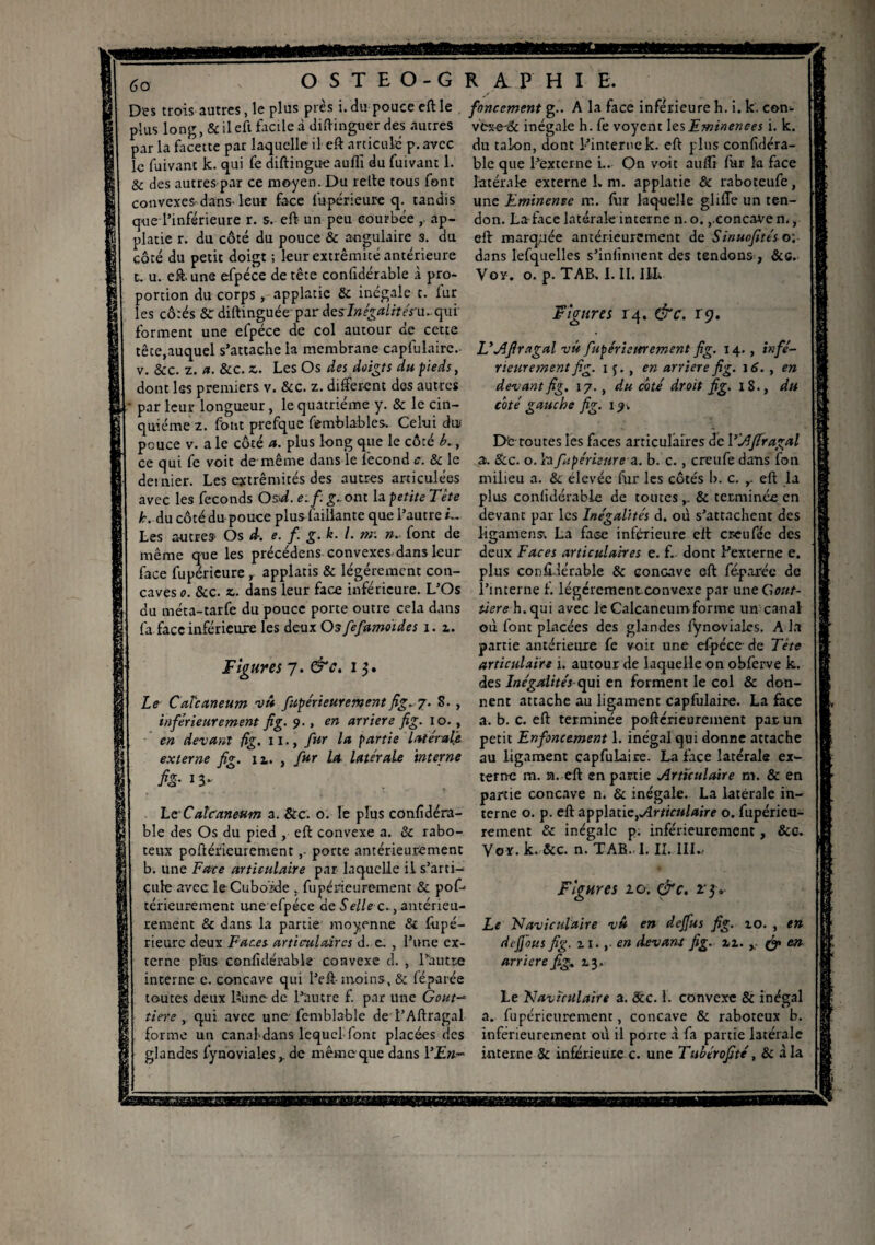 6o OSTEO-GR iP HI E. Des trois autres, le plus près i. du pouce eft le fine ement g.. A la face inférieure h. i. k. con¬ cis long, & il eft facile à diftinguer des autres v’txe-éc inégale h. fe voyent les Eminences i. k. par la facette par laquelle il eft articulé p.avcc du talon, dont l’interne k. eft plus confédéra¬ le fuivant k. qui fe diftingue aufli du fuivant 1. ble que l’externe i.. On voit aufîî fur la face & des autres par ce moyen. Du relte tous font latérale externe L m. applatie & raboteufe, convexes dans'leur face fupérieure q. tandis une Eminence rn. fiir laquelle gliffe un te-n- que l’inférieure r. s. eft un peu courbée ,■ ap- don. La face latérale interne n. o.concave n., platie r. du côté du pouce & angulaire s. du eft marquée antérieurement de Sinuofités o; côté du petit doigt ; leur extrémité antérieure dans lefquelles s’infinnent des tendons , &c. t. u. eft. une efpéce de tête confidérable à pro- Voy. o. p. TAB. I. II. I1L portion du corps , applatie & inégale t. fur les côtés &r diftinguée par des/w^i/r/m. qui Figures 14. &c. r<7. forment une efpéce de col autour de cette tête,auquel s’attache la membrane capfulaire.- UAfiragal vit fupérieurement fig. 14., infé- v. &c. z. a. 8tc.z. Les Os des doigts du pieds, dont les premiers v. &c. z. different des autres par leur longueur, le quatrième y. & le cin¬ quième z. fout prefque femblables. Celui du pouce v. a le côté a. plus long que le côté b., ce qui fe voit de même dans le fécond e. & le dernier. Les extrémités des autres articulées avec les féconds OsvL e,f. g-ont la petite Tète plus confidérable de toutes ,_ & terminée en rieurernent fig. 1 , en arriéré fig. 16. , en devant fig. 17., du coté droit fig. 18., du coté gauche fig. 19, Dis-routes les faces articulaires dé l’Ajfragal a. 8cc. o. la fupérieure a. b. c., creufe dans fon milieu a. &. élevée fur les côtés b. c. r eft la devanc par les Inégalités d. où s’attachent des ligamens. La face inférieure eft creufée des deux Faces articulaires e. f. dont l’excerne e. plus confidérable & conuave eft féparéc de l’interne f. légèrement convexe par une Gout- du méta-tarfe du pouce porte outre cela dans ùere h. qui avec le Calcaneum forme un canal où font placées des glandes fynovialcs. A la partie antérieure fe voit une efpéce- de Tête articulaire 1. autour de laquelle on obferve k. des Inégalités qui en forment le col & don- h. Au côté du pouce plus Taillante que l’autre L Les autres Os d. e. f. g. k. I. nr. ». font de même que les précédais convexes dans leur face fupérieure r applatis & légèrement con¬ caves 0. &c. z. dans leur face inférieure. L’Os fa face inférieure les deux Os fefamoïdes 1. z. Figures 7. &c. 1 3. lient attache au ligament capfulaire. La face a. b. c. eft terminée poftérieurement par un petit Enfoncement 1. inégal qui donne attache au ligament capfulaire. La face latérale ex¬ terne m. n. eft en partie Articulaire m. & en partie concave n. & inégale. La latérale in- Fe. Calcaneum a. &c. 0. le plus confidéra- terne o. p. eft applatie,Articulaire o. fupérieu- Le Calcanéum vû fupérieurement fig, 7. S. , inférieurement fig. 9., en arriéré fig. 10. , en devant fig. 11., fur la partie latérale externe fig. iz. , fur la latérale interne h-13- rement & inégale p; inférieurement, 8cc. Voy. k. &c. n. TAB.. 1. II. III./ Figures 10. &c. 23. Le Naviculaire vû en dejfus fig. 10. , en dejjous fig. il. ,■ en devant fig. zz. >; (y> en arriéré fig; Z3 .. Le 'Naviculaire a. &c. 1. convexe & inégal a. fupérieurement, concave & raboteux b. forme un canal dans lequel font placées des inférieurement où il porte à fa partie latérale glandes fynovialesde mêmeque dans !’£»- interne & inférieure c. une Tubérofitt, & à la ble des Os du pied , eft convexe a. & rabo¬ teux poftérieurement,- porte antérieurement b. une Face articulaire par laquelle il s’arti¬ cule avec le Cubo'ide , fupérieurement & poD térieurement une efpéce de Selle c., antérieu¬ rement & dans la partie moyenne & fùpé- rieurc deux Faces articulaires d. e. , l’une ex¬ terne plus confidérable convexe d. , l’autre interne c. concave qui l’eft- moins, & féparée toutes deux lîune de l’autre f. par une Goût- tiers, qui avec une- femblable de l’Aftragal