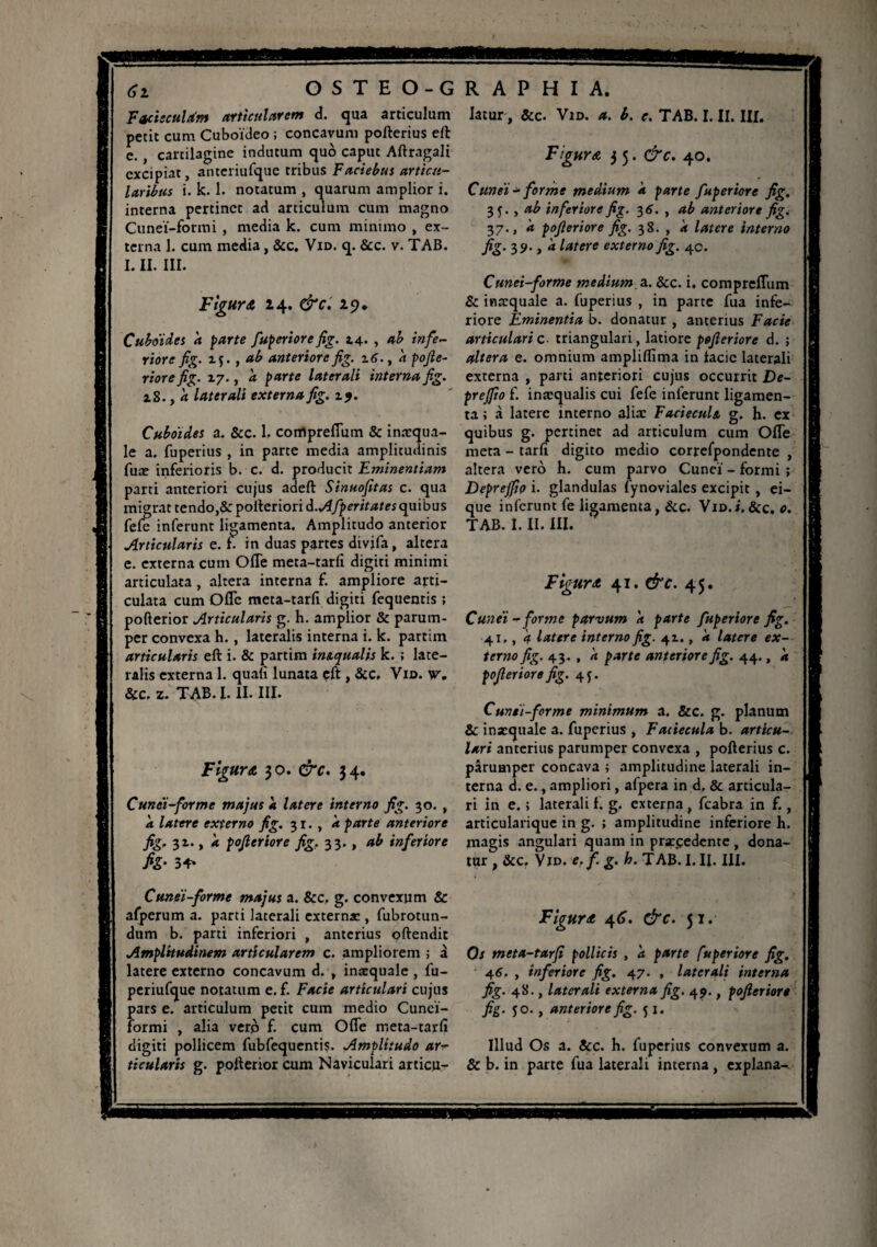 6i OSTEO-G F&hcula'm articularem d. qua articulum petit cum Cuboideo ; concavum pofterius eft e., cartilagine indutum quo caput Aftragali excipiat, anteriufque tribus F aciebus articu¬ laribus i. k. 1. notatum , quarum amplior i. interna pertinet ad articulum cum magno Cunei-formi, media k. cum minimo , ex¬ terna 1. cum media, &c. Vid. q. &c. v. TAB. RAPHIA. latur, &c. Vid. a. b. e. TAB. I. II. III. Figura 35. &c. 40. Cunei •»■ forme medium k farte fuperiore fig. 3f. , ab inferiore fig. 3 6. , ab anteriore fig. 37., k pojleriore fig. 38. , k latere interno fig. 35»., k latere externo fig. 40. I. II. III. Figura 14. &c. zp. Cuboïdes k parte fuperiore fig. 14. , ab infe¬ riore fig. z$., ab anteriore fig. 16., k pofe¬ riore fig. 17., a parte laterali interna fig. 18., a laterali externa fig. z j. Cuboïdes a. &c. 1, coiflpreflum & inaequa¬ le a. fuperius , in parte media amplitudinis fuæ inferioris b. c. d. producit Eminentiam parti anteriori cujus adeft Sinuofitas c. qua migrat tendo,&: pofteriond.Afperitates quibus fele inferunt ligamenta. Amplitudo anterior Articularis e. 1. in duas partes divifa, altera e. externa cum Ofle meta-tarfi digiti minimi articulata, altera interna f. ampliore arti¬ culata cum Ofle meta-tarfi digiti fequentis ; pofterior Articularis g. h. amplior & parum¬ per convexa h., lateralis interna i. k. partim articularis eft i. & partim imqualis k. ; late¬ ralis externa 1. quali lunata çft , &c. Vid. Cunei-forme medium a. &c. i. comprefliim & inarquale a. fuperius , in parte fua infe¬ riore Eminentia b. donatur , anterius Facie articularie■ triangulari, latiore pofieriore d. ; altera e. omnium amplilfima in lacie laterali externa , parti anteriori cujus occurrit De- prejfto f. inæqualis cui fefe inferunt ligamen¬ ta ; à latere interno alia: FaciecuU g. h. ex quibus g. pertinet ad articulum cum Ofle meta - tarli digito medio correfpondente , altera vero h. cum parvo Cunei' - formi ; Deprejfio i. glandulas fynoviales excipit , ei- que inferunt fe ligamenta, &c. Vid.i.&c. 0. TAB. I. II. III. Figuret 41. &c. 45. Cunei-forme parvum k parte fuperiore fig. 41,, k latere interno fig. 41., k latere ex¬ terno fig. 43. , k parte anteriore fig. 44., k pofieriore fig. 45. &c. z. TAB. I. II. III. Figuret 30. &c. 34. Cunei-forme majus k latere interno fig. 30. , k latere externo fig. 31., k parte anteriore fig. 31., k pofieriore fig, 33., ab inferiore h- 34* Cunei-forme minimum a. &c. g. planum Sc inxquale a. fuperius , Faciecula b. articu¬ lari anterius parumper convexa , pofterius c. parumper concava ; amplitudine laterali in¬ terna d. e., ampliori, afpera in d. & articula¬ ri in e. ; laterali f. g. externa , fcabra in f., articularique in g. ; amplitudine inferiore h. magis angulari quam in praecedente , dona¬ tur , &c. V id. e. f. g. h. T AB. I. II. III. Cunei-forme majus a. &c, g. convexum & afperum a. parti laterali externae , fubrotun- dum b. parti inferiori , anterius oftendit Amplitudinem articularem c. ampliorem ; à latere externo concavum d. , inaequale , fu- periufque notatum e. f. Facie articulari cujus pars e. articulum petit cum medio Cunei¬ formi , alia vero f. cum Ofle meta-tarfi digiti pollicem fubfequentiç. Amplitudo ar¬ ticularis g. pofterior cum Naviculari articu- Figurct 46. &c. 51. Os meta-tarfi pollicis , k parte fuperiore fig. 46. , inferiore fig. 47. , laterali interna fig. 48., laterali externa fig. 49., pofieriore fig. 50., anteriore fig. 51. Illud Os a. &c. h. fuperius convexum a. & b. in parte fua laterali interna, explana-