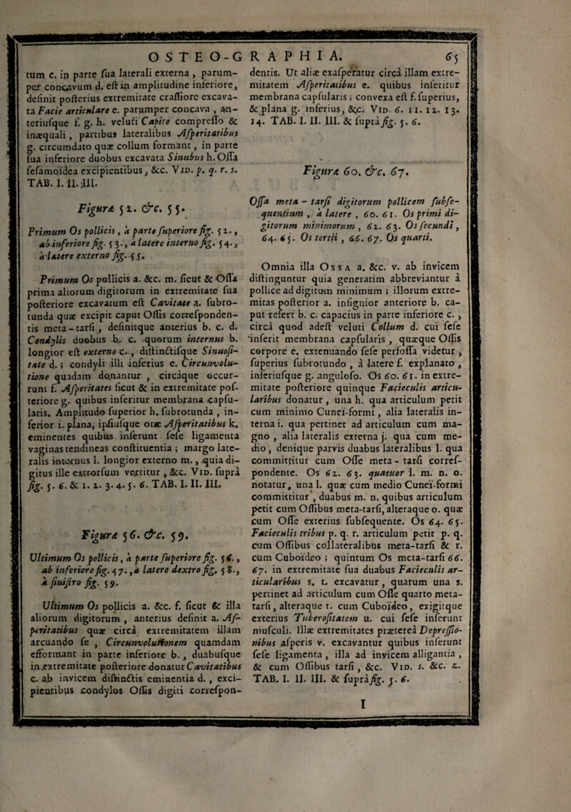 cum c. ip parte fua laterali externa , parum¬ per concavum d. eft in amplitudine inferiore, delinit poftcrius extremicate crafliorc excava¬ ta Facie articulare e. parumper concava , an- teriufque fi g. h. veluti C ait te compreflo & inæquali , partibus lateralibus Afperitatibus g. circumdato quae collum formant, in parte fua inferiore duobus excavata Sintibus h. Offa fefamoïâea excipientibus, &c. Vid. p. q. r. s. TAB. I. îb -IU- Figura 5 z. &c. 55 . Primum Os pollicis, a parte fuperiore fig. jz., ab inferiore fig. ^ 3., 4 latere interno fig. 54., alatere externo fig. $ .5, Primum Os pellicis a. &c. m. licut & Offa prima aliorum digitorum in extremitate fua pofteriore excavatum eft Cavitate a. fubro- tunda quæ excipit caput Ollis correfponden- tis meta-tarli, definitque anterius b. c. d. Condylis duobus -b, c. quorum internus b. longior eft externo ç. , diftindlifque Sinuofi- tate d. ; condyli illi inferius e. Circunvolu- tione quadam dojnantur , circdquc occur¬ runt f. Afperitates licut & in extremitate pof¬ teriore g. quibus inferitur membrana .capfu¬ laris. Amplitudo fuperior h. fubrotunda , in¬ ferior i. plana, ipiiufque or* Afperitatibus k. eminentes quibus inferunt fefe ligamenta vaginas tendineas conftituentia ; margo late¬ ralis internus 1. longior externo m., .quia di¬ gitus ille extrorfum vertitur , &c. Vid. fuprà fig. 5. 6. 1. l. 3- 4- J* TAB. I. II. III. Figura 5 6. &c. 59. Ultimum Os pollicis, a parte fuperiore fig. 5 £., ab inferiore fig. .5 7. ,4 latere dextro fig. 58., a finifiro fig. 55. Ultimum Os poUicis a. &c. f. licut & illa aliorum digitorum , anterius definit a. Af¬ peritatibus quae circi extremitatem illam arcuando fe , CircunvoluAontm quamdam efformant in parte inferiore b., duabufque in.extremitate pofteriore donatur C avitatibus c. ab invicem dilVindiis eminentia d. , exci¬ pientibus condylos Offis digiti corrcfpon- dentis. Ut aliæ exafperatur circi illam extre¬ mitatem Afperitatibus e. quibus inferitur membrana capfularis ; convexa eft f.fuperius, & plana g. inferius, 8c.c. Vid. 6. xi. iz. 13. 14. TAB. I. II. III. & fuprà fig. 5. 6. Figura 6o. &c. 67. Offa meta - tarfi digitorum pollicem fubfe- qu entium , à latere , 60. 6 i. Os primi di¬ gitorum minimorum , 61. 6 3. Os fecundi, 64. *5. Os tertii, 66. 67. Os quarti. Omnia illa Ossa a. &c. v. ab invicem diffinguntur quia generarim abbreviantur i pollice ad digitum minimum ; illorum extre¬ mitas pofterior a. infignior anteriore b. ca¬ put refert b. c. capacius in parte inferiore c. , circi quod adeft veluti Collum d. cui fefe 'inferit membrana capfularis , quæque Ollis corpore e. extenuando fefe perfofla videtur , fuperius fubrotundo , i latere f. explanato , inferiufque g. nngulofo. Os 60. 61. in extre¬ mitate pofteriore quinque Facieeulis articu¬ laribus donatur , una h. qua articulum petit cum minimo Cuneï-formi, alia lateralis in¬ terna i. qua pertinet ad articulum cum ma¬ gno , alia lateralis externa j. qua cum me¬ dio , denique parvis duabus lateralibus 1. qua committitur cum Offe meta - tarfi corref- pondente. Os 61. 63. quatuor 1. m. n. o. notatur, una 1. quae cum medio Cunei-fornai committitur', duabus m. n. quibus articulum petit cum Olfibus meta-tarfi, alteraque o. quæ cum Offe exterius fubfequente. Os 64. 65. Facieeulis tribus p. q. r. articulum petit p. q. cum Olfibus collateralibus meta-tarfi & r. cum Cuboideo ; quintum Os meta-tarfi 66. 67. in extremitate fua duabus Facieeulis ar¬ ticularibus s, t. excavatur, quarum una s. percinet ad articulum cum Offe quarto meta- tarfi , alteraque t. cum Cuboideo, exigitque exterius 'Tuberofitatem u. cui fefe inferunt mufculi. Ulse extremitates prætereà Deprejfio- nibus alpcris v. excavantur quibus inferunt fefe ligamenta , illa ad invicem alligantia , & cum Olfibus tarfi, &c. Vid. s. Stc. z. TAB, I. H. III. & (upiàfig. y 6. I