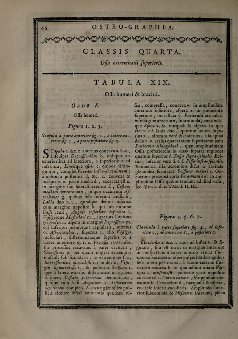 TABULA XIX. OfTa humeri de brachii. 0 R V 0 ï. OfTa humeri. Figura i. 2. 3. Scapula a parte anteriore fig. 1., a latere ex¬ terno fig. z.} a parte pofieriore fig. 3. S Capula a. &c. 7.. anterius concava a. b. c., infculpta Deprejfionibus b. obliquis ab exterioribus ad interiora , à fuperionbus ad inferiora, Lîneisqac oJJ'eis c. quibus diftin- guntur , complet Foveam infra-ficapularem ; amplitudo pollerior d. &c. z. convexa & inaequalis in parte media d. , excavata elt e. in margine fuo laterali externo f. , Cofiam mediam denominato , in quo occurrunt Af- peritates g. quibus fefe inferunt mufculi , Labia duo h. i. , quodque delinit inferius cum margine oppofîto k. qui fub nomine Bafis venit , Angulo pofieriore infaiore 1. Vefiigioc.jue Muficulari m., fuperius Caritate glenoidea n. afpera in marginzDeprejfione m. cui inferitur membrana capfularis , inferius o. Afperitatibus , luperius p. alio Vefiigio mufculari , dillerminataque fuperius & à latere anteriore q. r. s. Procejju coracoideo. Ille proceffus excavatus à parte cavitatis , Sinuofitate g. per quam migrat extremitas mufculi fub-fcapularis ; in extremitate fua , Imprefftonibus mufculofis r. ; indorfo, Vefiti- giis ligamentofis s. , & polferius Scififura t. quae à latere externo difterminat marginem u. quem Cofiam fuperiorem denominant , quique cum bafi Angulum v. pofieriorem juperiorem complet. A cavité glenoidea pol¬ licis circiter diftat eminentia quaedam of- fca , comprefla , concava v. m amplitudine anteriore inferiore, afpera x. in pofteriore fuperiore , incruftata y. Faciecula articulari in margine anteriore, fubrotunda, continua- que SpinA z. &. inaequali & afperæ in qua videre eil labia duo quorum unum fupe¬ rius z., alterum vero &. inferius ; illa fpina delinit a. verfus quadrantem fuperiorem bafis Faciecula triangulari , quae amplitudinem Olfis pofieriorem in duas feparat regiones quarum fuperior b. Fojfa fiupra-Jpinalis dici¬ tur , inferior vero d. e. f. Fojfa infra-[pinalis. Eminentia illa acromion didfa à cavitate glenoidea feparatur Sciffura majori c. Oc¬ currunt prætereà varia Foraminula d. in am¬ plitudine Offis quibus tendunt ad illud vafa , &c. Vid. c. d. e. TAB. I. II. III. Figura 4. 5 . 6. 7» Clavicula a parte fuperiore fig. 4., ab infe¬ riore 5., ab anteriore 6., '<* pofieriore 7. Clavicula a. &c. i. cum ad inflar s. fit fi¬ gurata , lita eft ita ut in margine anteriore in confpeflum à latere interno veniat Cur¬ vatura convexa 3. afpera afperitatibus quibus fefe inferit peéforalis ; à latere externo Cur¬ vatura concava b. in qua adfunt etiam Vef- tigia c. mufculof* ; polferius parti oppofitæ curvaturae a. Curva cavae. , & oppolitæ cur¬ vaturae b. Convexitas d., inæqualis & afpera , cui fefe inferit cucullaris. Amplitudo fupe¬ rior fubrotunda & hirfuta e. interius, plana vm