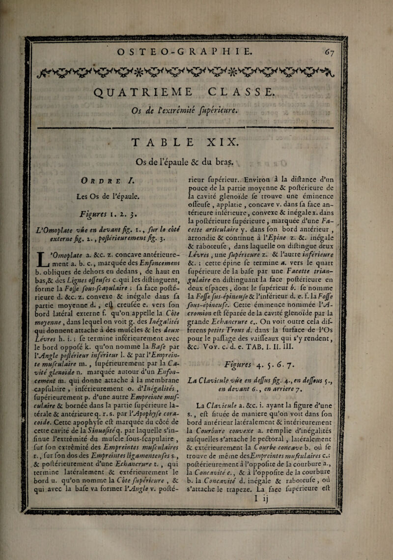 OSTEO-GRAPHIE. 67 J&SPSP 'KFSP*^ Kf* SP SPXSP*P SPSP^ QUATRIEME CLASSE. Os de l'extrémité fupérieure. TABLE XIX. Os de 1 épaulé & du bras. Ordre /. Les Os de l’épaule. Figures 1. 2. 3. L’Omoplate vue en devant fig. i., fur le coté externe fig. i., pofiérieurement fig. 3. L’Omoplate a. &c. z. concave antérieure¬ ment a. b. c., marquée des Enfoncement b. obliques de dehors en dedans , de haut en bas,& des Lignes ojfeufes c.qui les diftinguent, forme la FoJJe fous-fcapulaire ; fa face pofté- rieure d. &c. z. convexe & inégale dans fa partie moyenne d. , e(J creufée e. vers fon bord latéral externe f. qu’on appelle la Côte moyenne , dans lequel on voit g. des Inégalités qui donnent attache à des mufcles & les deux Lèvres h. i. ; fe termine inférieurement avec le bord oppofé k. qu’on nomme la Bafe par Y Angle poftérieur inférieur 1. & par Y Emprein¬ te mufculaire m. , fupérieurement par la Ca¬ vité glenoïde n. marquée autour d’un Enfon¬ cement m. qui donne attache à la membrane capfulaire , inférieurement o. d’inégalités , fupérieurement p. d’une autre Empreinte muf¬ culaire 8t bornée dans la partie fupérieure la¬ térale & antérieure q. r. s. par YApophyfe cora¬ coïde. Cette apophyfe eft marquée du côté de cette cavité de la Sinuofitéq. par laquelle s’in- fînue l’extrémité du mufcle fous-fcapulaire , fur fon extrémité des Empreintes mufculaires r., fur fon dos des Empreintes ligamenteufes S-, 8c poftérieurement d’une Echancrure t. , qui termine latéralement & extérieurement le bord u. qu’on nomme la Côte fupérieure , 8c qui avec la bafe va former ŸAngle v. pofté¬ rieur fupe'rieur. Environ à la diftance d’un pouce de la partie moyenne 8c poftérieure de la cavité glenoïde fe trouve une éminence ofléufe , applatic , concave v. dans fa face an¬ térieure inférieure, convexe & inégale x. dans la poftérieure fupérieure , marquée d’une Fa¬ cette articulaire y. dans fon bord antérieur , arrondie & continue à YEpine z. 8c. inégale & raboteufe , dans laquelle on diftingue deux Lèvres , une fupérieure z. & l’autre inférieure 8c. ; cette épine fe termine a. vers le quart fupérieure de la bafe par une Facette trian¬ gulaire en diftinguant la face poftérieure en deux efpaces, dont le fupérieur b. fe nomme la Fojfe fus-épineufe8c l’inférieur d. e. f. la Fojfe fous-épineufe. Cette éminence nommée YA- cromion eft féparée de la cavité glenoïde par la grande Echancrure c,. On voit outre cela dif¬ ferens petits Trous d. dans la furface de l’Os pour le pafTage des vaiffeaux qui s’y rendent, &c. Vox. c. d. e. TAB. I. II. III. Figures 4. 5.6. 7. La Clavicule vue en de fus fig. 4., en dejfous en devant 6., en arriéré 7. La Clazicule a. &c. i. ayant la figure d’une s., eft fituée de maniéré qu’on voit dans fon bord antérieur latéralement 8c intérieurement la Courbure convexe a. remplie d’inégalités aufquelles s’attache le peétoral , latéralement & extérieurement la Courbe concave b. où fe trouve de même des Empreintes mufculaires c.; poftérieurement à l’oppofite de la courbure a., la Concavité c., & à l’oppofite de la courbure b. la Concavité d. inégale & raboteufe , où s’attache le trapeze. La face fupérieure eft