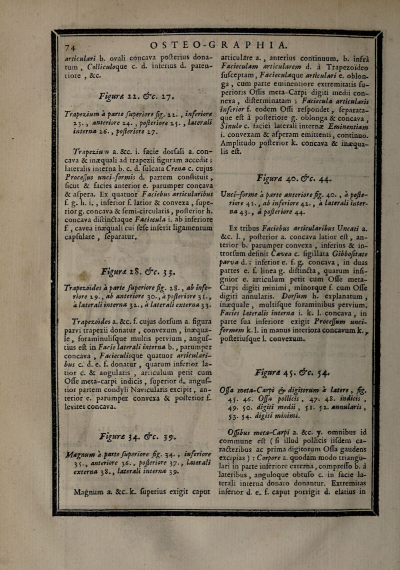74 articulari b. ovali tum , Colliculoqae ciore , &c. Figuret zi. &c. 27. Trapezium 'a parte faperior e fig. n, , inferiore 13. , anteriore 14. , pofieriore 15. , laterali interna z6., pofieriore zy. Trapeziun a. &c. i. facie dorfali a. con¬ cava & înæquali ad trapezii figuram accedit ; lateralis incerna b. c. d. filicata Crena c. cujus Procejfus unci-formis d. partem conftituit, ficut & facies anterior e. parumper conçava & afpera. Ex quatuor F aciebus articularibus f. g. h. i. , inferior f. latior & convexa , fupe- rior g. concava & femi-circularis , pofterior h. concava difcin&aque Faciecula i. ab inferiore £ , cavea inæquali cui fefe inferit ligamentum capfulare , feparatur. Figura 28. &c. 3 3. Trapezoides à parte fuperiore fig. z8., ab infe¬ riore zy.,ab anteriore 30., a pojleriore 31., h laterali interna 31., a laterali externa 33. Trapezoidei a. & c. f. cujus dorfum a. figura parvi trapezii donatur , convexum , inæqua- le ,, foraminulifque multis pervium , anguf- tius eft in Facie laterali interna b. , parumper concava F acieculisqae quatuor articulari¬ bus c. d.. e., f- donatur , quarum inferior la¬ tior c. & angularis , articulum petit cum Offe meta-carpi indicis , fuperior d. anguf- tior partem condyli Navicularis excipit, an¬ terior e. parumper convexa & pofterior £.. leviter concava- Figures 34. &c. 39* Magnum a parte fuperiore fig. 34. , inferiore 33., anteriore 36., pojleriore 37., laterali externa 38., laterali interna 39. Magnum a. &c.. k. fuperius exigit caput articulare a. , anterius continuum, b. infrà Facieculam articularem d. à Trapezoideo fufeeptam, Facieculaqnc articulari e. oblon¬ ga , cum parte eminentiore extremitatis fu- perioris Ollis meta-Carpi digiti medii con¬ nexa , difterminatam ; Faciecula articularis inferior f. eodem Olli refpondet y feparata- que eft à pofteriore g. oblonga & concava , Sinulo c. faciei laterali internæ FLminentiam i. convexam & afperam emittenti, continuo. Amplitudo pofterior k. concava & inatqua- lis eft. Figura 40. &c. 44- Und-forme a parte anteriore fig. 40. , a pofie¬ riore 41., ab inferiore 41., k laterali inter¬ na 43., à pofieriore44. Ex tribus F aciebus articularibus Uncati a. &c. 1. , pofterior a. concava latior eftan¬ terior b. parumper convexa , inferius & in- trorfum definit Cavea c. figillata Gibbofitate parva d. ; inferior e. f. g, concava , in duas partes e. £ linea g. diftindfa, quarum infi- gnior e. articulum petit cum OfTe meta- Carpi digiti minimi, minorque f. cum Ofle digiti annularis. Dorfum h. explanatum , inæquale , multifque foraminibus pervium. Facies lateralis interna i. k. 1. concava , in parte fua inferiore exigit Frocejfum unci- formem k. 1. in manus interiora concavum k. r pofteriufque 1. convexum- Figuret 45. &c. 54- OJfa meta-Carpi digitorum a latere , fig. 45. 46. OJfa pollicis , 47. 48. indicis , 47. jo. digiti medii, ji. 5 z. annularis, 53. 54. digiti minimi. Ojfibus meta-Carpi a. &c. y. omnibus id commune eft ( fi illud pollicis iifdem ca- radleribus ac prima digitorum Olla gaudens excipias ) : Corpore a. quodam modo triangu¬ lari in parte inferiore externa, compreffo b. à lateribus, anguloque obtufo c. in facie la¬ terali interna donato donantur. Extremitas inferior d. e. f. caput porrigit d. elatius in OSTEO-G RAP H IA. concava pofterius dona- c. d. interius d. paten-