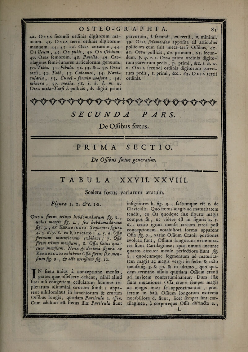 4t. Os sa fecundi ordinis digitorum ma¬ nuum. 43. Ossa tertii ordinis digicorum manuum. 44. 45. 46. Ossa coxarum , 44. Os ileum , 4Ç. Os pubis , 45. Os ifchium. 47. Ossa femorum. 48. Patella. 49. Car¬ tilagines femi-lunares articulorum genuum, yo. Tibi a. 51. Fibula., yx. {3. &c. 57. Ossa tarfi , yx. Tali, y 3. Calcanei, y4. Navi¬ cularia, 5 y. Cunei - for mia majora , y 6. minora , y 7. inedia, y 8. fe. /. w. ». Ossa meta-Tarfi i. pollicis , k. digiti primi parvorum , l. fecundi , m. tertii, ». minimi, y 9. Ossa fefamoidea appofira ad articulos pollicum cum fuis meta-tarli Odibus. 60. 61. Ossa pollicis, 60. primum , 61. fecun¬ dum. p. q. r. s. Ossa primi ordinis digito¬ rum parvorum pedis , p. primi , &c. t. u. v. x. Ossa fecundi ordinis digicorum parvo¬ rum pedis, t. primi, &c.. 61. Ossa tertii ordinis. SECUNDA PARS. De Oflibus foetus. PRIMA De OJfibus TABULA Sceleta foetus Figuret i. 1. &c. io. Oss a foetus trium hebdomadarum fig. 1. , unius menfis fig. z. , fex hebdomadarum fig• 3., ex Kerkringio. S equentes figura .4. y. 6. 7. 8. ex Ruyschio ; 4. y. 6. Ojfa fcetuum maturiorum exhibent ; 7. Ojfa foetus trium menfium , 8. Ojfa foetus qua¬ tuor menfium. Nona decima figura ex Kerkringiq exhibent Ojfa foetus fex men¬ fium fig. 9. , & otto menfium fig. 10. IN fatu unius à conceptione menfis , partes quae offefcere debent, nihil aliud fuat nili congeriem cellularum humore re¬ pletarum albumini avorum fimili ; appa¬ rent nihilominus in brachiorum & crurum Oflibus longis, quaedam Particula a. ojfea. Cum adultior eft fœtus illae Particula tiunc S E C T I O. fœtus gener atim. XXVII. XXVIIL variarum ætatum. infigniores b. fig. 3. , fadtumque eft c. de Claviculis. Quo fœtus magis ad maturitatem tendit, eo Os quodque fuæ figura: magis compos fir , ut videre eft in figuris 4. y. 6. ; tertio igitur menfe circum circa poft conceptionem notabiliori forma apparent Offa fig. 7-, varia: Ollium Cranii portiones evolutae funt , Olfiam longorum extremita¬ tes fiunt Cartilagineae ; quae omnia ineunte quarto circiter menfe perfetfiora fiunt fig. 8. ; quodcumque fegmentum ad maturita¬ tem magis aç magis vergic in fedlo & o£to menfe fig. 9. & jo, & in ultimo , quo qui¬ dem termino affula quædam Offium cranii ad invicem conferruminantur. Dum illae fiunt mutationes Offa cranii lemper magis ac magis inter fe approximantur , prae¬ feram in bafi. Olfium longorum extrema notabiliora d. fiunt, licet lemper fint car¬ tilaginea , à corporeque Olfis diftin&a e. , L