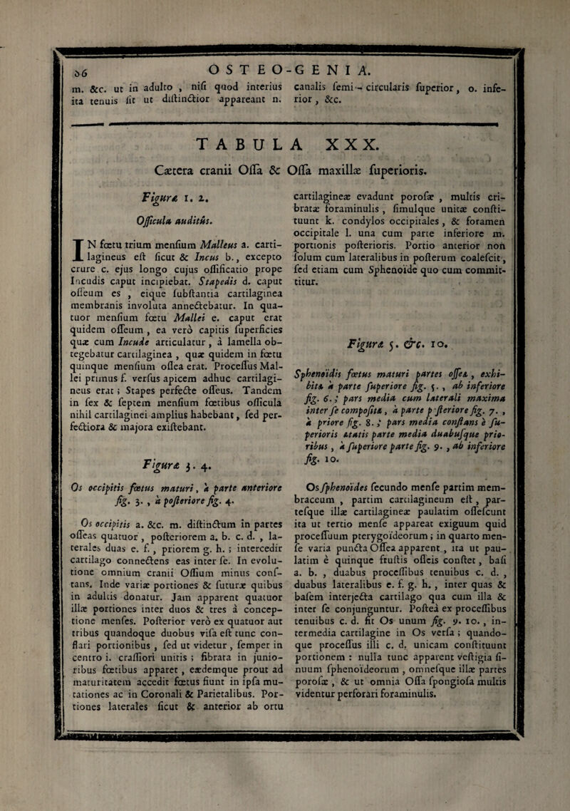 56 OST EO-GENIA. m. &c. ut in adulto , nifi quod interius canalis femi - circularis fuperior, o. infe- ita tenuis lit ut diftin&ior appareant n. rior, &c. TABULA XXX. Cætera cranii Offa de Ofla maxillæ fuperioris. Figura r. x. Ofiicula au dittis. IN fœtu trium menfium Malleus a. carti¬ lagineus eft ficut Sc Incus b., excepto crure c. ejus longo cujus offificatio prope Incudis caput incipiebat. Stapedis d. caput olieum es , eique lubftantia cartilaginea membranis involuta anne&ebatur. In qua¬ tuor menfium fcetu Mallei e. caput erat quidem offeum , ea vero capitis fuperficies qua: cum Incude articulatur , à lamella ob¬ tegebatur cartilaginea , quae quidem in fcetu quinque menfium oflea erat. ProcelTus Mal¬ lei primus f. verfus apicem adhuc cartilagi¬ neus erat ; Stapes perfe&e offeus. Tandem in fex & feptern menfium fœtibus officula nihil cartilaginei amplius habebant, fed per¬ fectiora & majora exiftebant. FigurA 3. 4. Os occipitis foetus maturi, a parte anteriore fig- 3- 1 « pofieriore fig. 4. Os occipitis a. &c. m. diftinétum in partes ■ofleas quatuor , pofteriorem a. b. c. d. , la¬ terales duas e. f., priorem g. h. ; intercedir cartilago conneCtens eas inter fe. In evolu¬ tione omnium cranii Offlum minus conf- tans. Inde variae portiones & futurae quibus in adultis donatur. Jam apparent quatuor illae portiones inter duos & tres a concep¬ tione menfes. Pofterior verô ex quatuor aut tribus quandoque duobus vifa eft tunc con¬ flari portionibus , fed ut videtur , femper in centro i. crafliori uniris ; fibrata in junio¬ ribus fœtibus apparet , eædemque prout ad maturitatem accedit fœtus fiunt in ipfa mu¬ tationes ac in Coronali & Parietalibus. Por¬ tiones laterales ficut & anterior ab ortu cartilagineae evadunt porofae , multis cri¬ bratae foraminulis , fimulque unita: confti- tuunt k. condylos occipitales , & foramen occipitale 1. una cum parte inferiore m. portionis porterions. Portio anterior non folum cum lateralibus in pofterum coalefcit, fed etiam cum Sphénoïde quo cum commit¬ titur. Figura 5. &c. 10. Sphenoidis foetus maturi partes ojfes. , exhi¬ bite, a parte fuperior e fig. 5. , ab inferiore fig. 6. ; pars media cum laterali maxima inter fe compofiu , d parte pfieriore fig, 7. , d priore fig. 8.pars media confiant e fu¬ perioris At at is parte media duabufque prio¬ ribus , d fuperior e parte fig. 9. , ab inferiore fig' 10- * Os fphenoides fecundo menfe partim mem- braceum , partim cartilagineum eft , par- tefque illae cartilagineae paulatim oflefcunt ita ut tertio menfe appareat exiguum quid procefluum pterygoideorum; in quarto men¬ fe varia punCta Oflea apparent , ita ut pau¬ latim è quinque fruftis offeis conftet, bafi a. b. , duabus proccifibus tenuibus c. d. , duabus lateralibus e. f. g. h., inter quas & bafem interjeCta cartilago qua cum illa & inter fe conjunguntur. Poftei ex proceffibus tenuibus c. d. fit Os unum fig. y. 10. , in¬ termedia cartilagine in Os verfa ; quando¬ que proceflus illi c. d. unicam conftituunt portionem : nulla tunc apparent veftigia fi- nuum fphenoideorum , omnefque illae partes porofx , & ut omnia Offa fpongiofa multis videntur perforari foraminulis.