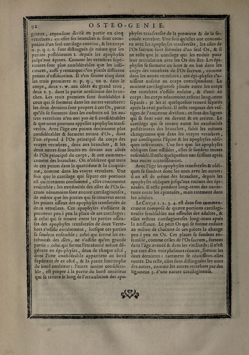 < CJ9 OSTEO- ineux , cependant divifé en partie en cinq erccbrcs ; en effet Tes branches n. font cora- poiées d’un feul cartilage continu, & les corps o. p. q. r. s. font diftingués de même que les parties poftérieures t. depuis les apophyfes jufqu’aux épines. Comme les vertebres fupé- rieures font plus confidérables que les infé¬ rieures, auflï y remarque-t’on plutôt differens points d’offitication. Il s’en forme cinq dans les trois premières o. p. q., un u. dans le corps , deux v. w. aux côtés du grand trou , deux x. y. dans La partie antérieure des bran¬ ches. Les trois premiers font femblablys- à ceux qui fe forment dans les autres vertebres : les deux derniers font propres à cet Os , parce qu’ils fe forment dans les endroits où les au¬ tres vertebres n’en ont pas de fi confidérables & que nous pouvons appeller apophyfes tranf¬ verfes. Avec Tàge ces points deviennent plus confidérables & forment autant. d’Os-, dont l’un répond à l’Os principal du corps des vrayes vertebres, deux aux branches , & les deux autres font foudés en devant aux côtés de l’Os principal du corps , & aux commen¬ cement des branches. On n’oblerve que trois de ces points dans la quatrième & la cinquiè¬ me, comme dans les vrayes vertebres. Une fois que le cartilage qui féparc ces portions eff entièrement confommé , elles concourent eniemble ; les extrémités des ailes de l’Os fa¬ crum néanmoins font encore cartilagineufcs , de même que les parties qui fe trouvent entre les points offeux des apophyfes tranfverfes cle deux vertebres. Ces apophyfes s’offiffent & prennent peu à peu la place de ces cartilages ; & celui qui fe trouve entre les parties offeu- fes des apophyfes tranfverfes de deux Verte¬ bres s’oiîific entièrement, lorfque ces parties fe foudent enfemble ; celui qui forme les ex¬ trémités des ailes,, ne s’ollîfie qu’en grande partie ; celui qui forme l’extrémité même dé¬ généré en épi-phyfes , deux de chaque côté , dont l’une confidérable appartient au bord fupérieur de ce côté , & la partie limitrophe du bord antérieur ; l’autre moins conûdéra- ble , eff propre à la partie du bord antérieur qui fe trouve le long de l’articulation des apo- GENIE. phyfes tranfverfes de la première & de la fé¬ condé vertébré. Une fois qu’elles ont concou¬ ru avec les apophyfes tranfverfes , les ailes de i’Os facrum (ont formées d’un feul Os, & il ne relie que le cartilage qui les enduit pour leur articulation avec les Os des îles. Les épi- phyfes fe forment en haut & en bas dans les corps des vertebres de l’Os facrum , comme dans les autres vertebres ; ces épi-phyfes s'u¬ nifient enfuite au corp3 correfpondant. La matière cartilagineufe placée entre les corps des vertebres s’offifie enfuite , & s’unit au corps ; les corps néanmoins refient long-tems féparés ; je les ai quelquefois trouvé féparés après la crue parfaite. Il relie toujours des vef- tiges de l’ancienne divifion ; ce lont des lignes qui fe font voir en devant &. en arriéré. Le cartilage qui fe trouve entre les extrémités poftérieures des branches , fubit les mêmes changemens que dans les vrayes vertebres , par conféquenc l’épine & les apophyfes obli¬ ques inférieures. Une fois que les apophyfes obliques font offifiées , elles fe foudent toutes enfemble.il Feiie quelquefois une feiffure après leur entier accroiîTement. Avec l’âge les apophyfes tranfverfes & obli¬ ques fe foudent donc les unes avec les autres ; il en eli de même des branches, depuis les apophyfes obliques jufqu’aux racines des épi— neules. Il relie pendant long-tems des ouver¬ tures entre les épineufes , mais rarement dans les adultes. Le Coccyx i. z. 3. 4. eff: dans fon commen¬ cement compofé de quatre portions cartilagi- neufes femblables aux offeufes des adultes, & elles relient cartilagineufcs long-tems apr-ès la nailTunce. Le petit Os qui fe forme enfuite au milieu de chacune de ces pièces la change peu à peu en Os. Ces places fe foudent en- fcmble, comme celles de l’Os facrumfurtout dans l’âge avancé & dans les vieillards ; il n’eft pas rare d’en voir-plulieurs réunies , furtout les deux dernières ; rarement fe réunilTent-elles toutes. Du relie, elles font diftinguées les unes des autres, comme les autres vertebres par des ligumens d’une nature canilagineufe.