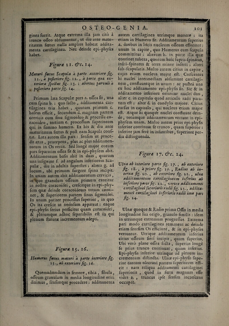 loi gineafucrit. Atque extrema illa jam cito à trunco oflco ablumuntur, ut diu ante matu¬ ritatem foetus nulla amplius habeat addita¬ menta cartilaginea. Nec deinde epi-phyfes habet. Figura 11. &c. 14. Maturi fœtus Scapula a parte anteriore fig. n., a pofieriorefig. 11. , a parte qus. ex¬ teriora fpebiat fig. 13. ï abortus parvuli a , pofieriore parte fig. 14. Primum lata Scapula: pars a. oflea fit, una cum fpina b. ; quo fadto , additamenta car¬ tilaginea tiia habet , quorum primum c. bafem efficit , fecundum d. magnam partem cervicis cum finu ligmoideo & procetlu co¬ racoideo , tertium e. procelTum fuperiorem qui in fummo humero. Ex his & diu ante maturitatem fœtus & poft eam Scapula conf- tat. Lata autem illa pars ; fenlim ut proce¬ dit ætas , prorepens , plus ac plus additamen¬ torum in Os vertit. Sed longe major eorum pars ieparatim olfea fit Se in epi-phyfem abit. Additamentum bafis abit in duas , quarum una infignior f. ad angulum inferiorem Sca¬ pula: , diu in adultis fuperftes ; altera g. ad locum , ubi primum furgere fpina incipit. In unam autem abit additamentum cervicis , in'quo granulum offeum primum exoritur in roftro coracoidei, crefcitque in epi-phy- fcm quae deinde coracoideum totum conti¬ net , Se fuperiorem partem finus figmoidei. I11 unam pariter proceflus fuperior , in quo Os ita crefcit ut nodofum appareat ; eaque epi-phyfis ferius perficitur quam coracoidei, Se plerumque adhuc feparabilis eft iis qui plenum flaturae incrementum adepti. Figura 15. 16. Humerus fœtus maturi a parte interiore fig. 15., ab exteriore fig. 16. Quemadmodum in femore , tibia , fibula , offeum granulum in media longitudine oriri diximus , fenfimquc procedere ; additamenta autem cartilaginea utrimque manere ; ita etiam in Humero fit. Additamentum fuperius a. duobus in locis nucleum offeum efformat ; unum in capite , quo Humerus cum fcapula committitur ; alterum b. in parte illa qua: continet tubera, quorum huiclupra-fpinatus, infrd-fpinatus & teres minor inferti j alteri fub-fcapularis. Multo autem citius in capite , cujus etiam nucleus major eft. Crefcentes hi nuclei intermediam abfumunt cartilagi¬ nem , confluuntque in unum : ac pofteà una cx hoc additamento epi-phyfis fit. Sic & in additamento inferiore oriuntur nuclei duo , alter c. in capitulo quod articulo radii para¬ tum eft ; alter d. in condylo majore. Citius rurfus in capitulo , qui nucleus etiam major eft. Atque hi quoqu’e nuclei confluunt dein¬ de , totumque additamentum vertunt in epi- phylem unam. Multo autem prius epi-phyfis inferior continuat fe trunco , quam fuperior : inferior jam ferè in infantibus, fuperiore per- diu diftinguenda. Figura 17. &c. 24. \Jlna ab interiore parte fig. 17. , ab exteriore fig. 18. , à priore fig. ip. , Radius ab in¬ terna fig. zo. , ab exteriore fig. zi. , ulnA additamentum cartilagineum inferius ab inferiore parte fig. zz., vertex additamenti cartilaginei fuperioris radii fig. Z3., addita¬ menti cartilaginei inferioris radii ima pars Ulna: quoque & Radio prima Offis in media longitudine lira origo, granulo fimilis : idem in utrumque extremum progreflus. Extrema pari modo cartilaginea remanent ac deinde etiam feorfim Os efficiunt, & in epi-phyfes Vertuntur. Urrique additamentum inferius citius offeum fieri incipit , quam fuperius. Ubi vero plane oflea fadfa , fuperius longe fe prius trunco continuat , quam inferius. Epi-phyfis inferior utrinque ad plenum in¬ crementum diftintta. Ulnae epi-phyfis fupe¬ rior cantum olecrani partem fuperiorem effi¬ cit : nam reliqua additamenti cartilaginei fuperioris , quod in fœtu magnum efle vides a. , truncus ipfe fenfim increfcens occupat.