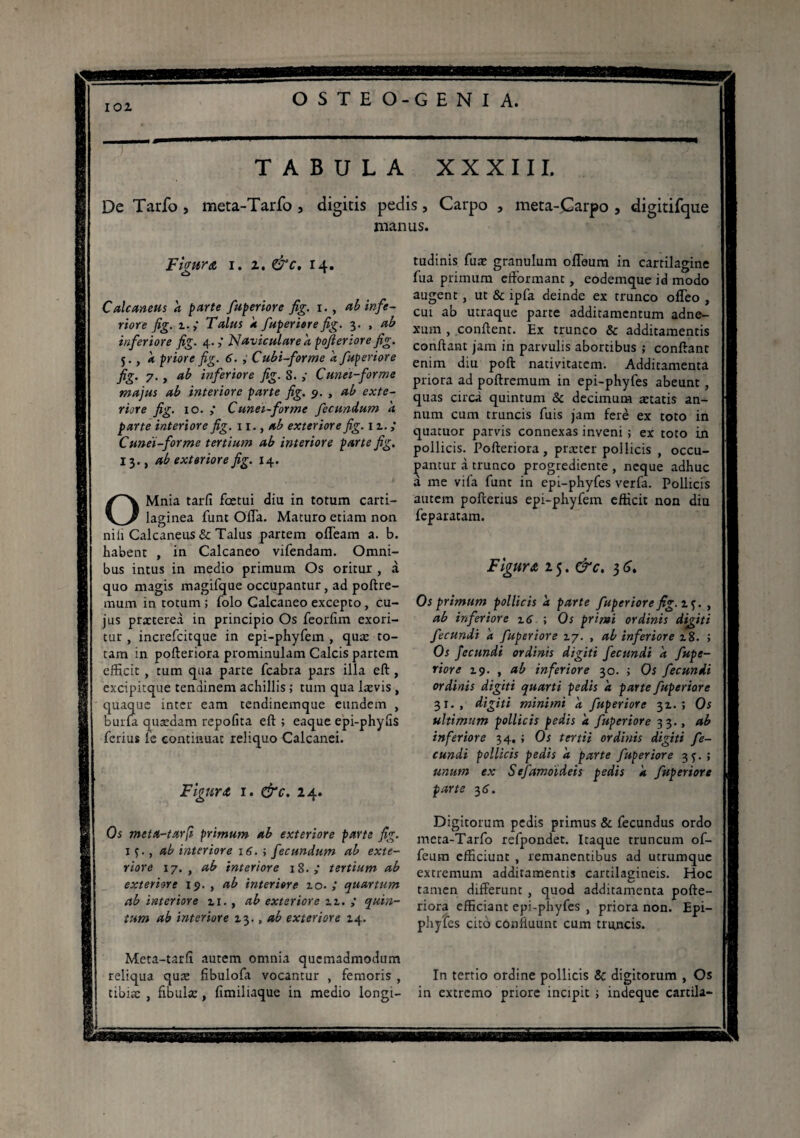 IOZ OSTEO-GENIA. TABULA XXXIII. De Tarfo , meta-Tarfo , digitis pedis, Carpo , meta-Carpo , digitifque manus. Figura i. z. &c. 14. Calcaneus a parte fuperiore fig. 1. , ab infe¬ riore fig. z.,’ Talus À fuperiorefig. 3. , ab inferiore fig. 4. ; Naviculare à pofieriore fig. j., k priore fig. 6. , Cubi-forme a fuperiore fig. 7. , ab inferiore fig. 8. ,• Cunei-forme majus ab interiore parte fig. 9. , ab exte¬ riore fig. 10. > Cunei-forme fecundum a parte interiore fig. 11., ab exteriore fig. 11. ; Cunei-forme tertium ab interiore parte fig. 13., ab exteriore fig. 14. OMnia tarfi fcetui diu in totum carti¬ laginea funt Offa. Maturo etiam non nih Calcaneus & Talus partem ofleam a. b. habent , in Calcaneo vifendam. Omni¬ bus intus in medio primum Os oritur , à quo magis magifque occupantur, ad poftre- inum in totum ; folo Galcaneo excepto, cu¬ jus prxtereà in principio Os feorfim exori¬ tur , increfcitque in epi-phyfem , qua: to¬ tam in pofteriora prominulam Calcis partem efficit , tum qua parte fcabra pars illa eft, excipitque tendinem achillis ; tum qua lævis , Huc inter eam tendinemque eundem , t quædam repofita eft ; eaque epi-phyfis ferius fe continuat reliquo Calcanei. Figura 1. ehr. 24. Os meta-tarfi primum ab exteriore parte fig. 1 s-, ab interiore 16. ; fecundum ab exte¬ riore 17. , ab interiore 18.; tertium ab exteriore 19., ab interiere io. quartum ab interiore 2,1., ab exteriore u. ; quin¬ tum ab interiore 13., ab exteriore 14. Meta-tarfi autem omnia quemadmodum reliqua quæ fibulofa vocantur , femoris , tibiae , fibula:, fimiliaque in medio longi¬ tudinis fux granulum offeum in cartilagine fua primum eft'orm3nt, eodemque id modo augent, ut & ipfa deinde ex trunco ofleo , cui ab utraque parte additamentum adne¬ xum , confient. Ex trunco & additamentis conflant jam in parvulis abortibus ; confiant enim diu poft nativitatem. Additamenta priora ad poftremum in epi-phyfes abeunt, quas circa quintum & decimum aetatis an¬ num cum truncis fuis jam ferè ex toto in quatuor parvis connexas inveni ; ex toto in pollicis. Pofteriora, praeter pollicis , occu¬ bantur à trunco progrediente , neque adhuc à me vi la funt in epi-phyfes verfa. Pollicis autem pofierius epi-phyfem efficit non diu feparatam. Figura 15. &c. 3 6, Os primum pollicis à parte fuperiore fig. zf. , ab inferiore 16 -, Os primi ordinis digiti fecundi a fuperiore 27. , ab inferiore 28. ; Os fecundi ordinis digiti fecundi a fupe¬ riore 19. , ab inferiore 30. ; Os fecundi ordinis digiti quarti pedis 'a parte fuperiore 31., digiti minimi 'a fuperiore 31.; Os ultimum pollicis pedis a fuperiore 33., ab inferiore 34. ; Os tertii ordinis digiti fe¬ cundi pollicis pedis a parte fuperiore 3 f. ; unum ex Sefamotdeis pedis a fuperiore farte 36. Digitorum pedis primus & fecundus ordo meta-Tarfo refpondet. Itaque truncum of- feum efficiunt , remanentibus ad utrumque extremum additamentis cartilagineis. Hoc tamen differunt , quod additamenta pofte¬ riora efficiant epi-phyfes , priora non. Epi- phyfes cito cônfiuunt cum truncis. In tertio ordine pollicis & digitorum , Os in extremo priore incipit ; indeque cartila-