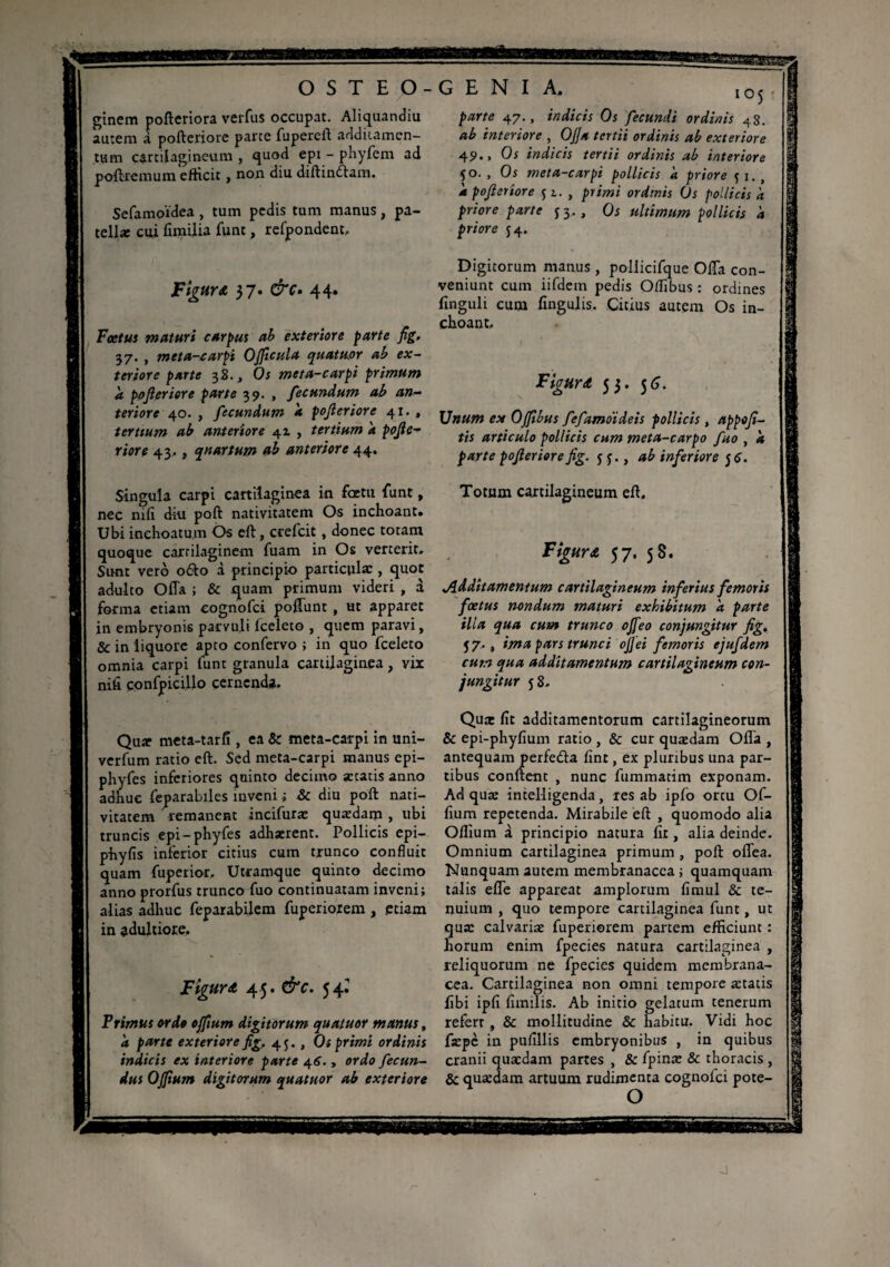 OSTEO- ginem pofteriora verfus occupat. Aliquandiu autem à pofteriore parce fupercft additamen¬ tum cartilagineum , quod epi - phyfem ad poftrenmm efficit, non diu diftindiam. Sefamoidea, tum pedis tum manus, pa- tell* cui fimilia funt, refpondent. Figuret 37. &C» 44. Fœtus maturi carpus ab exteriore parte fig. 37. , meta-carpi OJftcula quatuor ab ex¬ teriore parte 38., Os meta-carpi primum <t pofteriore parte 39. , fecundum ab an¬ teriore 40. , fecundum a pofteriore 41. , tertium ab anteriore 41 , tertium a pofte¬ riore 43., quartum ab anteriore 44. Singula carpi cartilaginea in fetu funt, nec nifi diu poft nativitatem Os inchoant. Ubi inchoatum Os eft, crefcit, donec totam quoque cartilaginem fuam in Os verterit. Sunt vero o6to à principio particula: , quot adulto Offa ; & quam primum videri , à forma etiam cognofci poffunt , ut apparet in embryonis parvuli fceleto , quem paravi, Sc in liquore apto confervo ; in quo fceleto omnia carpi funt granula cartilaginea, vix nifi çonfpicillo cernenda. Quæ meta-tarfi , ea & meta-carpi in uni- verfum ratio eft. Sed meta-carpi manus epi- phyfes inferiores quinto decimo aetatis anno adhuc feparabiles inveni ; Sc diu poft nati¬ vitatem remanent incifuræ quaedam , ubi truncis epi-phyfes adhaerent. Pollicis epi- phyfis inferior citius cum trunco confluit quam fuperior. Utramque quinto decimo anno prorfus trunco fuo continuatam inveni; alias adhuc feparabilem fuperiorem , etiam in adultiore. Figura 4 5. &c. 54^ Trimus ordo ojftum digitorum quatuor manus, a parte exteriore fig, 45. , Os primi ordinis indicis ex interiore parte 41s., ordo fecun¬ dus Ojftum digitorum quatuor ab exteriore G E N I A. I05 parte 47., indicis Os fecundi ordinis 48. ab interiore , OJJa tertii ordinis ab exteriore 49., Os indicis tertii ordinis ab interiore 50. , Os meta-carpi pollicis a priore j 1.1 a pofteriore 51., primi ordinis Os pollicis à priore parte Os ultimum pollicis à priore 54. Digitorum manus , pollicifque Offa con¬ veniunt cum iifdem pedis Offibus : ordines linguli cum fingulis. Citius autem Os in¬ choant. Figurée 53. 56. \Jnum ex Ojftbus fefamoideis pollicis, appofi- tis articulo pollicis cum meta-carpo fuo , k parte pofteriore fig. j j., ab inferiore j 6. Totum cartilagineum eft. Figuret 57. 58. »Additamentum cartilagineum inferius femoris fœtus nondum maturi exhibitum a parte illa qua cum trunco ojfeo conjungitur fig. 5 7., ima pars trunci ojjei femoris ejufdem cum qua additamentum cartilagineum con¬ jungitur 5 8. Qute fit additamentorum cartilagineorum & epi-phyfium ratio , & cur quædam Offa , antequam perfedla fint, ex pluribus una par¬ tibus confient , nunc fummacim exponam. Ad quae intelligenda, res ab ipfo ortu Of- fium repetenda. Mirabile eft , quomodo alia Oflium à principio natura fit, alia deinde. Omnium cartilaginea primum , poft offea. Nunquam autem membranacea ; quamquam talis efle appareat amplorum fimul & te¬ nuium , quo tempore cartilaginea funt, ut qua: calvariae fuperiorem partem efficiunt : horum enim fpecies natura cartilaginea , reliquorum ne fpecies quidem membrana¬ cea. Cartilaginea non omni tempore artatis fibi ipfi fimilis. Ab initio gelatum tenerum refert, & mollitudine & habitu. Vidi hoc faepe in pufillis embryonibus , in quibus cranii quaedam partes , & fpinæ & thoracis , & quaedam artuum rudimenta cognofci pote- o