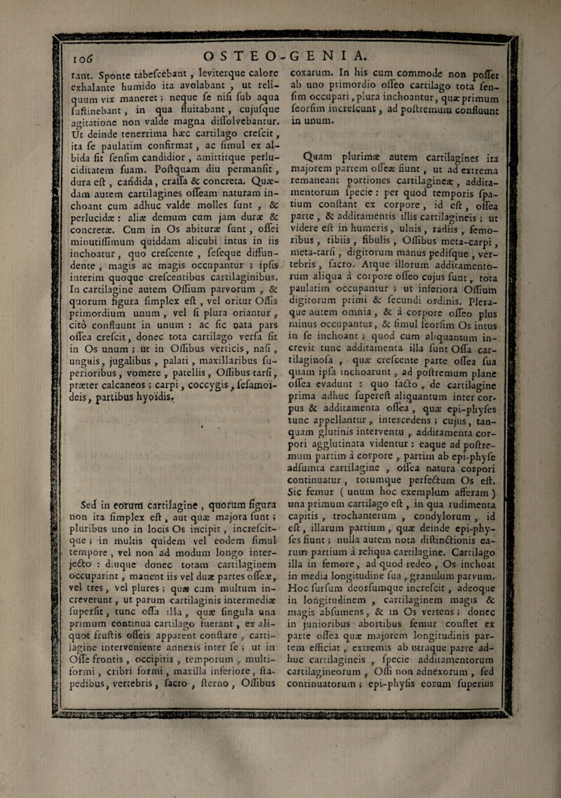 ram. Sponte tabefcebant, leviterque calore exhalante humido ita avolabant , ut reli¬ quum vix maneret ; neque fe nifi fub aqua fuftinebant, in qua fluitabant , cujufque agitatione non valde magna dillolvebantur. Ut deinde tenerrima hæc cartilago crefcit , ita fe paulatim confirmat, ac fnnul ex al¬ bida fit fenfim candidior , amittitque perlu¬ ciditatem fuam. Poftquam diu permanfit , dura eft , candida, cralTa & concreta. Quæ- dam autem cartilagines ofiearn naturam in¬ choant cum adhuc valde molies funt , & perlucidas : aliæ demum cum jam durae Sc concretae. Cum in Os abiturae funt , offei minutiffimum quiddam alicubi intus in iis inchoatur, quo crefcente , fefeque diffun¬ dente , magis ac magis occupantur ; ipfis intérim quoque crefcentibus cartilaginibus. In cartilagine autem Oilium parvorum , & quorum figura fimplex eft , vel oritur Offis primordium unum , vel fi plura oriantur , cito confluunt in unum : ac fie nata pars offea crefcit, donec tota cartilago verfa fit in Os unum ; ut in Offibus verticis, nafi , unguis, jugalibus , palati , maxillaribus fu- perioribus , vomere , patellis, Offibus tarfi, praeter calcaneos ; carpi, coccygis> fefamoï- deis, partibus hypidis» OSTEO-GENIA. coxarum. In his cum commode non poflet ab uno primordio offeo cartilago tota fen¬ fim occupari, plura inchoantur, quae primum feorfim increlcunt, ad poftremum confluunt rn unum. Sed in eotutri cartilagine , quorum figura non ita fimplex eft , aut quae majora funt ; pluribus uno in locis Os incipit , increlcit- que ; in multis quidem vel eodem fimul tempore , vel non ad modum longo inter¬ jette : duique donec totam cartilaginem occuparint , manent iis vel duæ partes ofleæ, vel tres, vel plures ; qu» cum multum in¬ creverunt , ut parum cartilaginis intermediae luperfit, tunc offa illa, quae lingula una primum continua cartilago fuerant , ex ali¬ quot fruftis offeis apparent conftare ,, carti¬ lagine interveniente annexis inter fe ; ut in Offe frontis, occipitis , temporum , multi¬ formi , cribri formi, maxilla inferiore, fta- pedibus, vertebris , facro , fterno , Offibus Qtiam plurimae^ autem cartilagines ita majorem partem oifeæ fiunt , ut ad extrema remaneant portiones cartilaginea:, addita¬ mentorum lpecie : per quod temporis fpa- tium conttant ex corpore, id eft, offea parte , & additamentis illis cartilagineis ; ut videre eft in humeris, ulnis , radiis , femo¬ ribus , tibiis , fibulis, Offibus meta-carpi, meta-carfi, digitorum manus pedifque , ver¬ tebris , facro. Atque illorum additamento¬ rum aliqua à corpore offeo cujus funt r tota paulatim occupantur ; ut inferiora Offium digitorum primi & fecundi ordinis. Plera¬ que autem omnia , & à corpore offeo plus ruinus occupantur, & fimul feorfim Os intus in fe inchoant ; quod cum aliquantum in¬ crevit tunc additamenta illa funt Offa car- tilaginofa , qua: crefcente parte offea fua quam ipfa inchoarunt , ad poftremum plane offea evadunt :• quo fatto , de cartilagine prima adhuc fupereft aliquantum inter cor¬ pus & additamenta offea , qua: epi-phyfes tunc appellantur, intercedens ; cujus, tan- quam glutinis interventu , additamenta cor¬ pori agglutinata videntur : eaque ad poftre¬ mum parum à corpore , partira ab epi-phyfe adfumta cartilagine , offea natura corpori continuatur , totumque perfettum Os eft. Sic femur ( unum hoc exemplum afferam ) una primum cartilago eft , in qua rudimenta capitis trochanterum , condylorum , id eft , illarum partium quæ deinde epi-phy¬ fes fiunt ; nulla autem nota diftinttionis ea¬ rum' partium à reliqua cartilagine. Cartilago illa in femore, ad quod redeo , Os inchoat in media longitudine fua ,, granulum parvum. Hoc furfum deorfumque increfcic , adeoque in longitudinem , cartilaginem magis & magis abfumens, & in Os vertens ; donec in junioribus abortibus femur conflet ex parte offea quæ majorem longitudinis par¬ tem efficiat , extremis ab utraque parte ad¬ huc cartilagineis , fpecie additamentorum cartilagineorum , Offi non adnexorum , fed continuatorum > epi-phyfis eorum fuperius