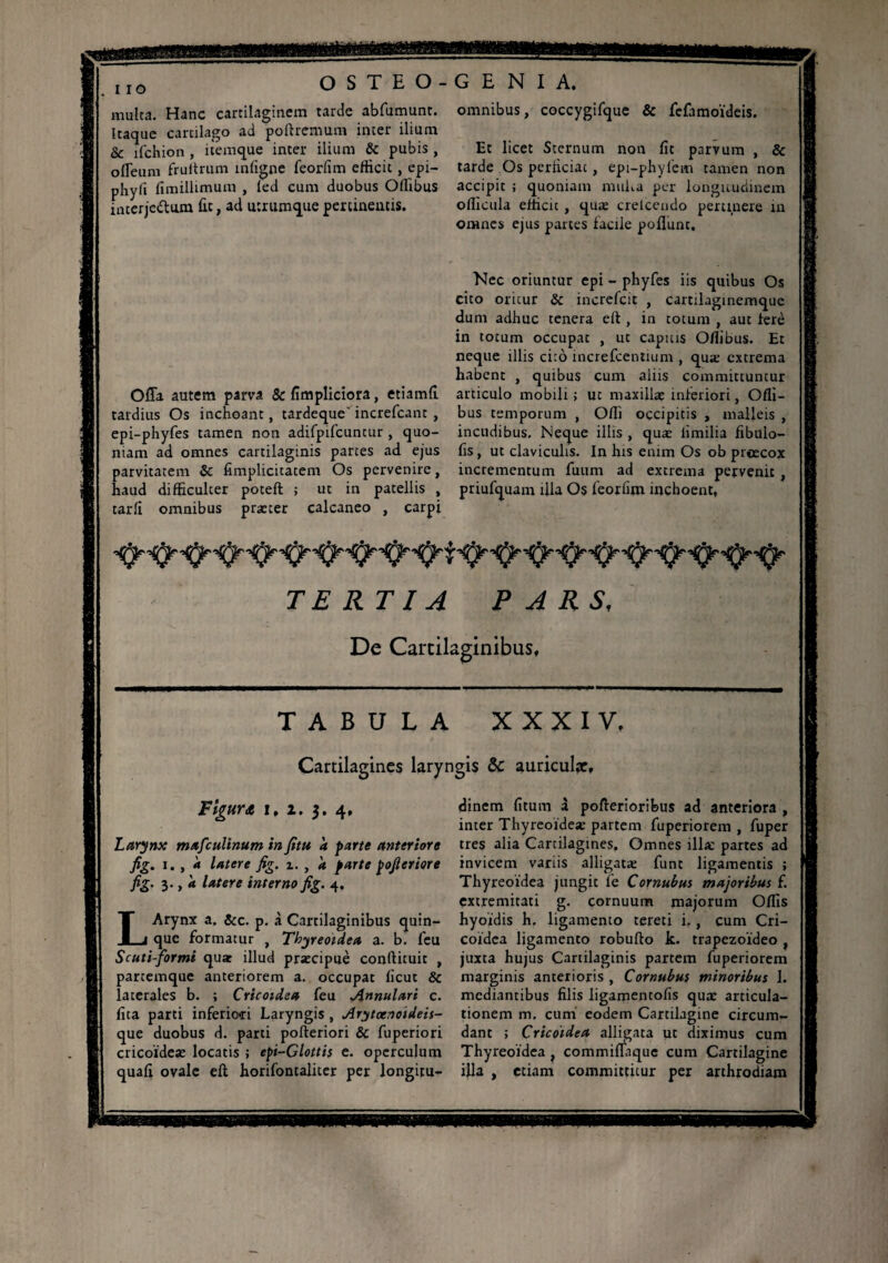 . I IO multa. Hanc cartilaginem tarde abfumunt. Itaque cartilago ad poftremum inter ilium & lfchion , itemque inter ilium & pubis , offeum frultrum mfigne feorlim efficit , epi- phyfi fimillimum , fed cum duobus Offibus interjectum fit, ad utrumque pertinentis. OSTEO-GENIA. omnibus, coccygifque & fefamoideis. Offa autem parva &fimpliciora, etiamfi tardius Os inchoant, tardequc' increfcant , epi-phyfes tamen non adifpifcuntur , quo¬ niam ad omnes cartilaginis partes ad ejus parvitatem & fimplicitatem Os pervenire, haud difficulter poteft ; ut in patellis , tarfi omnibus præter calcaneo , carpi Et licet Sternum non fit parvum , & tarde Os perficiat, epi-phyfem tamen non accipit ; quoniam muha per longitudinem officula efficit , quæ crelceudo pertinere in omnes ejus partes facile poflunc. Nec oriuntur epi - phyfes iis quibus Os cito oritur & increfcit , cartilaginemquc dum adhuc tenera eft , in totum , aut tere in totum occupat , ut capitis Offibus. Et neque illis cito increfcentium , quæ extrema habent , quibus cum aiiis committuntur articulo mobili ; ut maxillae inferiori, Ofli- bus temporum , Offi occipitis , malleis , incudibus. Neque illis , quæ iimilia fibulo- fis, ut claviculis. In his enim Os ob prcecox incrementum fiium ad extrema pervenit , priufquam Ula Os feorfim inchoent, ^ TERTIA PARS, De Cartilaginibus, TABULA XXXIV, Cartilagines laryngis & auriculae. Figurt i, i. 3. 4, Larynx mafculinum infitu a farte anteriore fig. 1., 4 latere fig. i. , a farte fofieriore fig. 3- > « latere interno fig. 4. LArynx a. &c. p. à Cartilaginibus quin¬ que formatur , Thyreoidea a. b. feu Scuti-formi quæ illud præcipuè conftituit , partemque anteriorem a. occupat ficut & laterales b. ; Cricoidea feu Annulari c. fita parti inferiori Laryngis , Arytcenoideis- que duobus d. parti pofteriori & fuperiori cricoïdeæ locatis ; efi-Glottis e. operculum quafi ovale efl horifontaliter per longitu¬ dinem fitum à pofteriorifcus ad anteriora , inter Thyreoïdeæ partem fuperiorem , fuper tres alia Carcilagines. Omnes îllæ partes ad invicem variis allig3tæ funt ligamentis ; Thyreoidea jungit fe Cornubus majoribus f. extremitati g. cornuum majorum Offis hyoidis h. ligamento tereti i., cum Cri¬ coidea ligamento robufto k. trapezoideo , juxta hujus Cartilaginis partem fuperiorem marginis anterioris , Cornubus minoribus 1. mediantibus filis ligamentofis quæ articula¬ tionem m, cum eodem Cartilagine circum¬ dant ; Cricoidea alligata ut diximus cum Thyreoidea , commifiaque cum Cartilagine illa , etiam committitur per arthrodiam