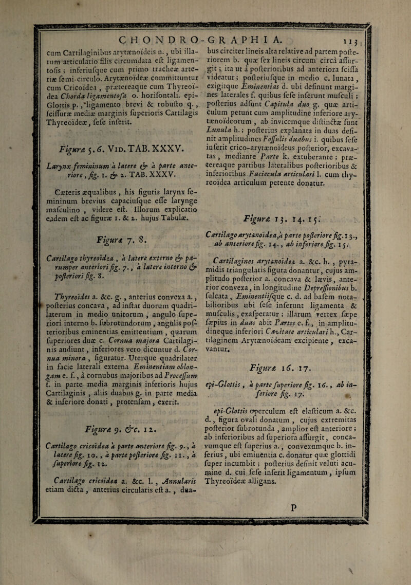 cum Cartilaginibus arytænoïdcis n., ubi illa¬ rum articulatio filis circumdata eft ligamen- tofis ; inferiufque cum primo trachea: arte- riae femi-circulo. Arytænoïdeæ committuntur cum Cricoidea , prætereaque cum Thyreoi¬ dea Chorda ligamentofia o. horifontali. epi- Glottis p. /ligamento brevi & robufto q., Icilfuræ media: marginis fuperioris Cartilagis Thyreoidea:, fefe inferit. Figura 5.6. Vid. TAB. XXXV. Larynx femininum à latere & a parte ante¬ riore , fig. 1. & 1. TAB. XXXV. Cæteris aequalibus , his figuris larynx fe¬ mininum brevius capaciufque e fle larynge mafculino , videre eft. Illorum explicatio eadem eft ac figura: 1. & i. hujus Tabulæ. Figura 7. 8. o ' bus circiter lineis alta relative ad partem pofte- riorem b. quae fex lineis circum circa aflur- git ; ita ut à pofterioribus ad anteriora fcifla videatur; pofteriufque in medio c. lunata , exigitque Eminentias d. ubi delinunt margi¬ nes laterales f. quibus fefe inferunt mufculi ; pofterius adfunt Capitula duo g. quæ arti¬ culum petunt cum amplitudine inferiore ary¬ tenoideorum , ab inviccmque diftin&az funt Lunula h.; pofterius explanata in duas defi¬ nit amplitudines F offulis duabus i. quibus fefe inferit crico-arytænoïdeus pofterior, excava¬ tas , mediante Farte k. extuberante ; præ¬ tereaque partibus lateralibus pofterioribus Sc inferioribus Faciecula articulari 1. cum thy¬ reoidea articulum petente donatur. Figura 13. 14. 15.' Cartilagoaryt&noidea,h parte pofieriore fig.z 3., ab anteriorefig. 14., ab inferiore fig. 1 j. Cartilago thyreoidea , a latere externo <fr> pa¬ rumper anteriori fig. 7., a latere interno & pofieriori fig. 8. Thyredides a. &c. g. , anterius convexa a., pofterius concava , ad inftar duorum quadri- laterum in medio unitorum , angulo fupe- riori interno b. fiibrotundorum , angulis pos¬ terioribus eminentias emittentium , quarum fuperiores dux c. Cornua majora Cartilagi¬ nis audiunt, inferiores vero dicuntur d. Cor¬ nua minora , figuratur. Uterque quadrilater in facie laterali externa Eminentiam oblon¬ gam e. f., à cornubus majoribus ad Proceffum f. in parte media marginis inferioris hujus Cartilaginis , aliis duabus g. in parte media & inferiore donati, protenfam, exerit. Figura 9. &c. 12. Cartilago cricoidea à parte anteriore fig. 9., a latere fig. 10. , a parte pofieriore fig. 11. , d fiuperiore fig. 11. Cartilago cricoidea a. &c. 1. , Annularis etiam di£U , anterius circularis eft a. , dua- Cartilagines aryt&noides. a. &c. h. , pyra¬ midis triangularis figura donantur, cujus am¬ plitudo pofterior a. concava & lævis, ante¬ rior convexa, in longitudine Deprejfionibus b. fulcata, Eminentiifiopxç. c. d. ad bafem nota¬ bilioribus ubi fele inferunt ligamenta & mufculis , exafpcratur ; illarum vertex fæpe fæpius in duas abit Partes e. f., in amplitu¬ dineque inferiori Cavitate articulari b.., Car¬ tilaginem Arytænoïdeam excipiente , exca¬ vantur. Figura 16. 17. epi-Glottis, à parte fiuperiore fig. 16., ab in¬ feriore fig. 17. epi-Glottis operculum eft elafticum a. &c. d., figura ovali donatum , cujus extremitas pofterior fubrotunda , amplior eft anteriore ; ab inferioribus ad fuperiora aflurgit, conca¬ vumque eft fuperius a., convexumque b. in¬ ferius , ubi eminentia c. donatur quæ glottidi fuper incumbit ; pofterius definit veluti acu¬ mine d. cui fefe inferit ligamentum , ipfum Thyreoïdeæ alligans. P