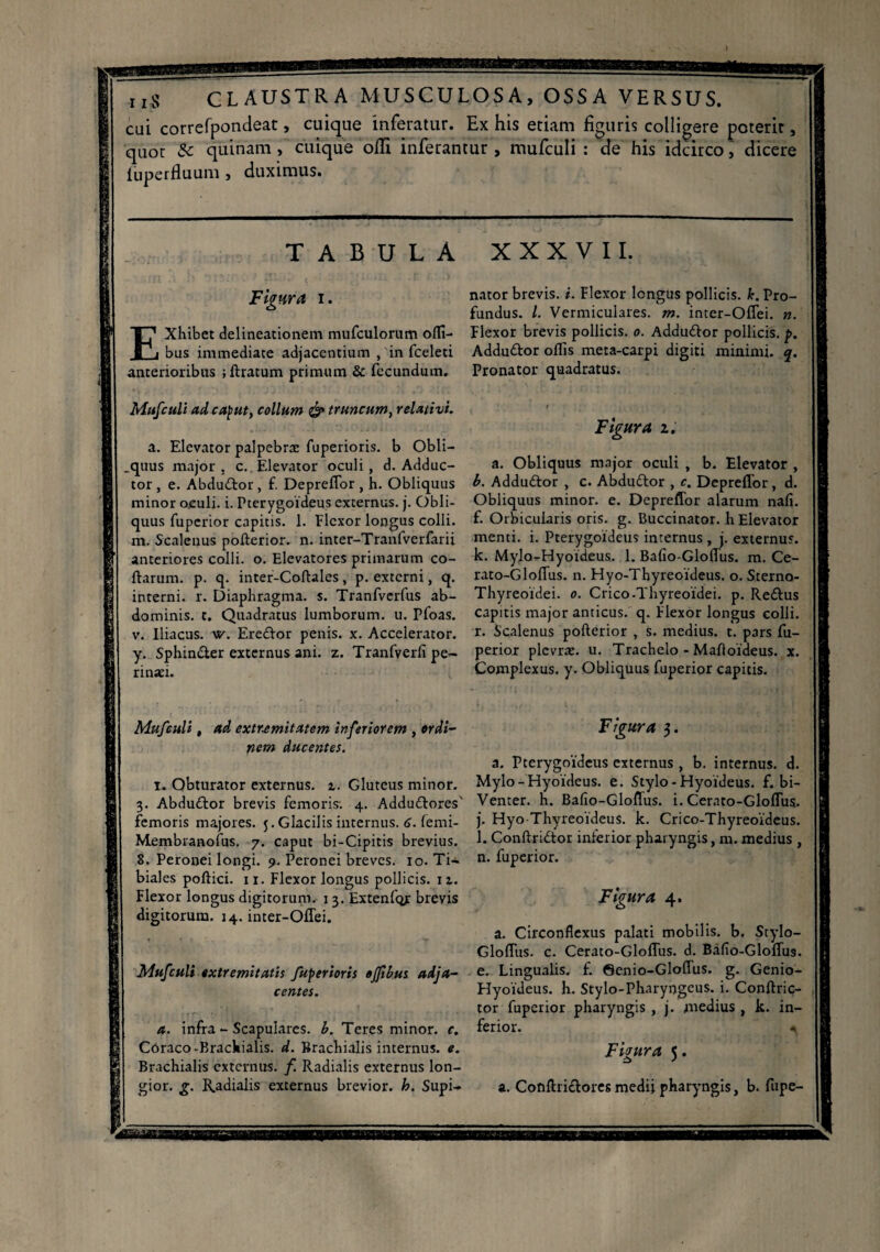 cui correfpondeat, cuique inferatur. Ex his etiam figuris colligere poterit, quot & quinam, cuique ofli inferantur, mufculi : de his idcirco dicere luperfluum , duximus. TABULA XXXVII. Figura i. EXhibet delineationem mufculorum o(fi- bus immediate adjacentium , in (celeti anterioribus ; (Iratum primum & fecundum. Mufculi ad caput, collum & truncum, relativi. a. Elevator palpebra: fuperioris. b Obli- _quus major . c. Elevator oculi , d. Adduc¬ tor , e. Abdu&or , f. Depreflor , h. Obliquus minor oculi, i. Pterygoideus externus, j. Obli¬ quus fuperior capitis. 1. Flexor longus colli, m. Scalenus pofterior. n. inter-Tranfverfarii anteriores colli, o. Elevatores primarum co¬ darum. p. q. inter-Coftales , p. externi, q. interni, r. Diaphragma, s. Tranfverfus ab¬ dominis. t. Quadratus lumborum, u. Pfoas. v. Iliacus, w. Erefror penis, x. Accelerator, y. Sphin&er externus ani. z. Tranfverfi pe¬ rinaei. nator brevis, i. Flexor longus pollicis, k. Pro¬ fundus. I. Vermiculares. m. inter-Oflei. ». Flexor brevis pollicis, o. Addu&or pollicis, p. Adduttor olfis meta-carpi digiti minimi, q. Pronator quadratus. Figura i. a. Obliquus major oculi , b. Elevator , b. Addudtor , c. Abdu&or , c. Depreflor, d. Obliquus minor, e. Depreflor alarum nafi. f. Orbicularis oris. g. Buccinator, h Elevator menti, i. Pterygoideus internus, j. externus, k. Mylo-Hyoideus. 1. Bafio-Gloflus. m. Ce¬ rato-Gloflus. n. Hyo-Thyreoideus. o. Sterno- Thyreoidei. o. Crico-Thyreoidei, p. Re&us capitis major anticus, q. Flexor longus colli, r. Scalenus pofterior , s. medius, t. pars fu¬ perior plcvræ. u. Trachelo - Maftoideus. x. Complexus, y. Obliquus fuperior capitis. Mufculi, ad extremitatem inferiorem , ordi¬ nem ducentes. i. Obturator externus, z. Gluteus minor. 3. Abdud/tor brevis femoris: 4. Addudftores' femoris majores. 5. Glacilis internus. 6. femi- Membranofus. 7. caput bi-Cipitis brevius. 8. Peronei longi. 9. Peronei breves. 10. Ti¬ biales poftici. 11. Flexor longus pollicis, iz. Flexor longus digitorum. 1 3. Extenfty: brevis digitorum. 14. inter-Oflei. Mufculi extremitatis fuperioris ejfibus adja¬ centes. a. infra - Scapulares, b. Teres minor, c. Côraco-Brachialis, d. Brachialis internus, e. Brachialis externus, f. Radialis externus lon¬ gior. g. Radialis externus brevior, b. Supi- Figura 3. a. Pterygoideus externus, b. internus, d. Mylo-Hyoideus. e. Stylo-Hyoideus, f. bi- Venter. h. Bafio-Gloflus. i. Cerato-Gloflus. j. Hyo Thyreoideus, k. Crico-Thyreoïdeus. 1. Conftridtor inferior pharyngis, m. medius , n. fuperior. Figura 4. a. Circonflexus palati mobilis, b. Stylo- Gloflus. c. Cerato-Gloflus. d. Bafio-Gloflus. e. Lingualis, f. ©enio-Gloflus. g. Genio- Hyoideus. h. Stylo-Pharyngcus. i. Conftric- tor fuperior pharyngis , j. medius , k. in¬ ferior. -1 Figura s • a. Conftri£tores medii pharyngis, b. fupe-