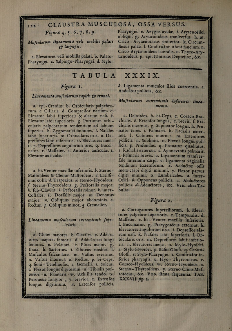 Figura 4. 5. 6. 7. S. 9. Pharyngei, e. Azygos uvulae, f. Arytenoidei ^ obliqui, g. Arytænoïdeus tranfverlus. h. m. Mufculorum lineamenta veli mobilis palati Crico - Arytænoïdeus pofterior. k. Circum- & laryngis. flexus palati. 1. Conftridor ithmi faucium, n. Crico-Arytænoideus lateralis. o. Thyro-Ary- a. Elevatores veli mobilis palati, b. Palato- tasnoideus. p. epi-Glottidis Depreflor, &c. Pharyngei, c. Salpingo-Pharyngei. d. Scylo- TABULA XXXIX. Figura 1. Lineamenta mufculorum capitis & trunci. a. epi-Cranius. b. Orbicularis palpebra¬ rum. c. Ciliaris, d. Compreffor narium, e. Elevator labn fuperioris & alarum nafl. f. Elevator labii fuperioris. g. Portiones orbi¬ cularis palpebrarum tendentium ad labium fuperius. h. Zygomatici minores. 1. Nafliles labii fuperioris. m. Orbicularis oris. n. De¬ preflores labii inferioris, o. Elevatores men¬ ti. p. Depreflores angulorum oris. q. Bucci¬ nator. r. Maffeter. s. Anterior auriculae, t. Elevator auriculae. a. bi-Venter maxillae inferioris, b. Sterno- Maftoïdeus & Cleino-Maftoïdeus. c. Latifli- mus colli, d. Trapezius, e. Sterno-Hyoideus. f Sterno-Thyreoideus. g. Peftoralis major. h. fub-Clavius. i. Pedtoralis minor, k. inter- Coftales. /. Dorfalis major, m. Dentatus major. ». Obliquus major abdominis. 0. Reftus. p. Obliquus minor, q. Cremafter. Lineamenta mufculorum extremitatis fupe¬ rioris. a. Glutei majores, b. Glaciles. c. Adduc¬ tores majores femoris, d. A.ddu£tores longi femoris, e. Pe&inei. f. Pfoas major, g. Iliaci, h. Sartorius, i. Gluteus medius. 1. Mufculus fafcias-latas. m. Vaftus externus, n. Vaftus internus, o. Re£his. p. bi-Ceps. q. femi - Tendinofus. r. Gemelli, s. Soleus, t. Flexor longus digitorum, u. Tibialis pof¬ terior. u. Plantari-s. w. Achillis tendo, x. Peroneus longior , y. brevior, z. Extenfor longus digitorum, a. Extenfor pollicis. b. Ligamenta mufculos illos coercentia, c. Abdutftorpollicis, &c. Mufculorum extremitatis inferioris linea¬ menta. a. Deltoïdes, b. bi-Ceps. c. Coraco-Bra- chialis. d. Extenfor longus, e. brevis, f. Bra¬ chialis internus, g. Supinator longus, h. Pro* nator teres, i. Palmaris, k. Radialis exter¬ nus. 1. Cubiteus internus, m. Extenfores pollicis, n. Sublimis, o. Flexor longus pol¬ licis. p. Profundus, q. Pronator quadratus, r. Radialis externus, s. Aponevrofls palmaris, t. Palmaris brevis, u. Ligamentum tranfver- fale internum carpi, v. ligamenta vaginalia tendinum F.xtenforum. x. Addutftor offis meta-carpi digiti minimi, y. Flexor parvus digiti minimi, z. Lumbricales, a. inter- Oflei. b. Opponens pollicis, c. Abdu&ores pollicis, d. Addu&ores , &c. Vim alias Ta¬ bulas. Figura 2. a. Corrugatores fuperciliorum. b. Eleva¬ tores palpebras fuperioris. c. Temporalis, d. Maffeter. e. bi-Venter maxilla: inferioris, f. Buccinator, g. Pterygoideus externus, h. Elevatores angulorum oris. i. Depreflor ala¬ rum naft. k. Nafales labii fuperioris. 1. Or¬ bicularis oris. m. Depreflores labii inferio¬ ris. n. Elevatores menti, o. Mylo-Fiyoïdei. r. Stylo-Fiyoidei. p. Bafio-Glom. q. Cerato- Glofli. s. Stylo-Pharyngei. t. Conftri&or in¬ ferior pharyngis, u. Hyo - Thyreoideus, v. Coraco-Hyoideus. \r. Sterno-Fdyoideus. x. Sterno-Thyreoideus. y. Sterno-Clino-Maf- 101 deus x &c. Vid. ftrata fequentia. TAB. XXXVU. fig. Z.