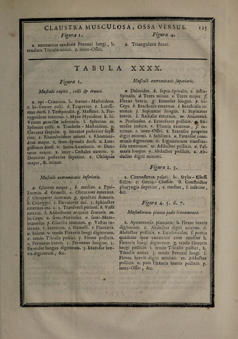 Figura i. Figura 4. a. extremitas tendinis Peronei longi, b. tendinis Tibialis antici, c. inter-Oflei. a. Triangularis fterni. TABULA XXX X. Figura 1. Mufculi capitis, colli & trunci. a. epi-Cranium, b. Sterno - Maftoïdeus. c. bi-Venter colli, d. Trapezius, e. Latifti- mus dorfi. f. Temporalis, g. Maffeter. h. Pte¬ rygoideus internus, i. Mylo Hyoideus, k. bi- Venter maxillæ inferioris. 1. Splenius, m. Splenius colli, o. Trachelo - Maftoïdeus. p. Elevator fcapulæ. q. Serratus pofterior fupS- rior. r. Rhomboideus minor, s. Rhomboi¬ deus major, t. femi-Spinalis dorli. u. Lon- giflimus dorfi. v. Sacro-Lumbaris. \v. Den¬ tatus major, x. inter-Coftales externi, y. Dentatus poflerior fuperior. z. Obliquus major, &. minor. Mufculi extremitatis inferioris. a. Gluteus major , b. medius, c. Pyri- Formis. d. Gemelli, <?., Obturator externus. f Obturator internus, g. quadrati femoris. b. Coccygei, i. Elevatores ani. 1. Sphindler externus ani. 2. 3. Tranfverfi perinei, k. Vafti externi. I. Adduftores majores femoris, m. bi-Ceps. ». femi-Nervofus. 0. femi-Mem- branofus. p. Glacilis internus, q. Vaftus in¬ ternus. r. Sartorius, s. Gemelli, t. Plantaris. u. Soleus, v. tendo Flexoris longi digitorum. x. tendo Tibialis poftici. y. Flexor pollicis, z.. Peroneus brevis. 1. Peroneus longior. 2. Excenfor longus digitorum. 3. Extenfor bre¬ vis d'gitorum, &c. Mufculi extremitatis fuperior is. a. Deltoïdes, b. fupra-Spinalis. c. infra- Spinalis. d. Teres minor, e. Teres major, f. Flexor brevis, g. Extenfor longus, p. bi- Ceps. h. Brachialis externus, i. Brachialis in¬ ternus. j. Supinator longus, k. Supinator brevis. /. Radialis externus, m. Anconeus. ». Profundus. 0. Extenfores pollicis, q, Ex¬ tenfor indicis, r. Ulnaris externus , f. in¬ ternus. s. intcr-Offei. 8. Extenfor proprius digiti minimi, t. Sublimis. «. Extenfor com¬ munis digitorum, v. Ligamentum tranfver- fale externum, w. Adducitor pollicis, x. Pal¬ maris longus. y..Abdudlor pollicis, z. Ab- dudtor digiti minimi. Figura z. y. a. Cireonflexus palati, bv Stylo—Gloffi fedlio. c. Genio - Glollirs. d. Gonftri&or pharyngis fuperior , e. inedius , f. inferior, &c. Figura 4. 5. 6. 7. Mufculorum plants, pedis lineamenta. a. Aponevrofis plantaris, b. Flexor brevis digitorum. Abdudlor digiti minimi, d. » y Abduftor pellicis. e. Lumbricales, f. portio quadrata qute concurrit cum tendine h. Flexoris longi digitorum, g. tendo Flexoris longi pollicis, i. tendo Tibialis poftici, k. Tibialis antici, j. tendo Peronei longi. 1. Flexor brevis digiti minimi, m. Addinflor pollicis, n. pars Flexoris brevis pollicis, p. inter-Oilei, &c.